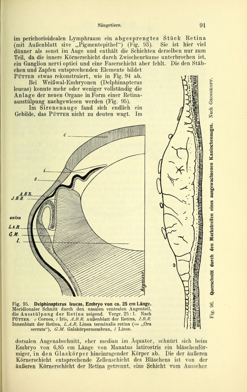 im perichorioidealen Lymphraum ein abgesprengtes Stück Retina (mit Außenblatt sive „Pigmentepithel) (Fig. 93). Sie ist hier viel dünner als sonst im Auge und enthält die Schichten derselben nur zum Teil, da die innere Körnerschicht durch Zwischenräume unterbrochen ist, ein Ganglion nervi optici und eine Faserschicht aber fehlt. Die den Stäb- chen und Zapfen entsprechenden Elemente bildet PtiTTEK etwas rekonstruiert, wie in Fig. 94 ab. Bei Weißwal-Embryonen (Delphinapterus leucas) konnte mehr oder weniger vollständig die Anlage der neuen Organe in Form einer Retina- ausstülpung nachgewiesen werden (Fig. 95). Im Sirenenauge fand sich endlich ein Gebilde, das Pütter nicht zu deuten wagt. Im Fig. 95. Delphinapterus leucas, Embryo von ca. 25 cm Länge. Meridionaler Schnitt durch den nasalen ventralen Augenteil, die Ausstülpung der Retina zeigend. Vergr. 25 :1. Nach PÜTTER. c Cornea, i Iris, A.B.R. Außenblatt der Retina, I.B.R. Innenblatt der Retina, L.A.R. Linea terminalis retina (= ,,Ora serrata''), G.M. Galskörpermembran, / Linse. V 550 dorsalen Augenabschnitt, eher median im Äquator, schnürt sich beim Embryo von 6,85 cm Länge von Manatus latirostris ein bläschenför- miger, in den Glaskörper hineinragender Körper ab. Die der äußeren Körnerschicht entsprechende Zellenschicht des Bläschens ist von der äußeren Körnerschicht der Eetina getrennt, eine Schicht vom Aussehen