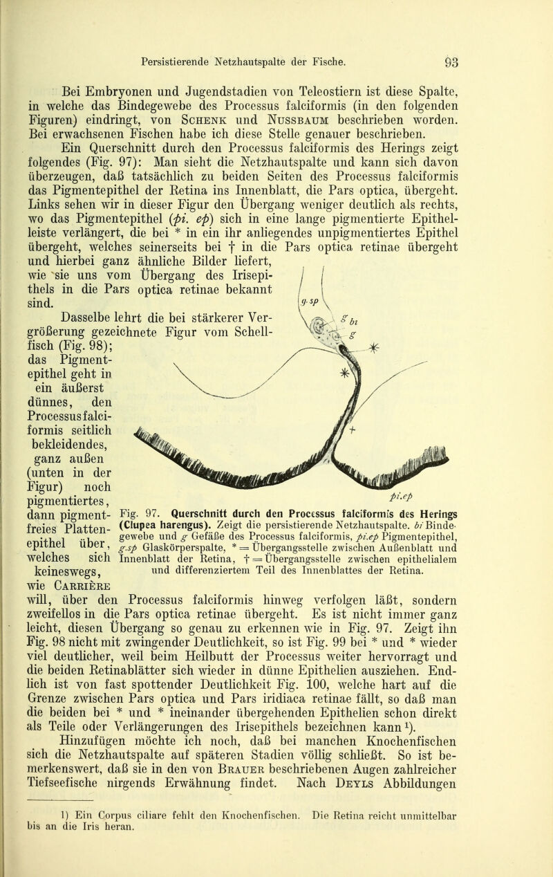 Bei Embryonen und Jugendstadien von Teleostiern ist diese Spalte, in welche das Bindegewebe des Processus falciformis (in den folgenden Figuren) eindringt, von Schenk und Nussbaum beschrieben worden. Bei erwachsenen Fischen habe ich diese Stelle genauer beschrieben. Ein Querschnitt durch den Processus falciformis des Herings zeigt folgendes (Fig. 97): Man sieht die Netzhautspalte und kann sich davon überzeugen, daß tatsächlich zu beiden Seiten des Processus falciformis das Pigmentepithel der Retina ins Innenblatt, die Pars optica, übergeht. Links sehen wir in dieser Figur den Übergang weniger deutlich als rechts, wo das Pigmentepithel ep) sich in eine lange pigmentierte Epithel- leiste verlängert, die bei * in ein ihr anliegendes unpigmentiertes Epithel übergeht, welches seinerseits bei f in die Pars optica retinae übergeht und hierbei ganz ähnliche Bilder liefert, wie sie uns vom Übergang des Irisepi- thels in die Pars optica retinae bekannt sind. Dasselbe lehrt die bei stärkerer Ver- größerung gezeichnete Figur vom Schell- fisch (Fig. 98); das Pigment- epithel geht in ein äußerst dünnes, den Processus falci- formis seitlich bekleidendes, ganz außen (unten in der Figur) noch pigmentiertes, dann pigment- freies Platten- epithel über, welches Fig. 97. Querschnitt durch den Processus falciformis des Herings (Clupea harengus). Zeigt die persistierende Netzhaiitspalte. 6/Binde- gewebe und g Gefäße des Processus falciformis, pi.ep Pigmentepithel, g.sp Glaskörperspalte, * = Übergangsstelle zwischen Außenblatt und sich Innenblatt der Retina, f = Übergangsstelle zwischen epithelialem keineswegs, ^^^d differenziertem Teil des Innenblattes der Retina. wie Carrieke will, über den Processus falciformis hinweg verfolgen läßt, sondern zweifellos in die Pars optica retinae übergeht. Es ist nicht immer ganz leicht, diesen Übergang so genau zu erkennen wie in Fig. 97. Zeigt ihn Fig. 98 nicht mit zwingender Deutlichkeit, so ist Fig. 99 bei * und * wieder viel deutlicher, weil beim Heilbutt der Processus weiter hervorragt und die beiden Eetinablätter sich wieder in dünne Epithelien ausziehen. End- lich ist von fast spottender Deutlichkeit Fig. 100, welche hart auf die Grenze zwischen Pars optica und Pars iridiaca retinae fällt, so daß man die beiden bei * und * ineinander übergehenden Epithelien schon direkt als Teile oder Verlängerungen des Irisepithels bezeichnen kann^). Hinzufügen möchte ich noch, daß bei manchen Knochenfischen sich die Netzhautspalte auf späteren Stadien völlig schließt. So ist be- merkenswert, daß sie in den von Brauer beschriebenen Augen zahlreicher Tiefseefische nirgends Erwähnung findet. Nach Deyls Abbildungen 1) Ein Corpus ciliare fehlt den Knochenfischen. Die Retina reicht unmittelbar bis an die Iris heran.