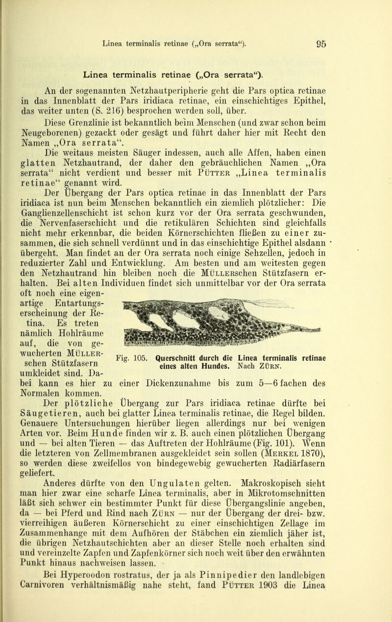 Linea terminalis retinae („Ora serrata)- An der sogenannten Netzhautperipherie geht die Pars optica retinae in das Innenblatt der Pars iridiaca retinae, ein einschichtiges Epithel, das weiter unten (S. 216) besprochen werden soll, über. Diese Grenzlinie ist bekanntlich beim Menschen (und zwar schon beim Neugeborenen) gezackt oder gesägt und führt daher hier mit Eecht den Namen ,,Ora serrata. Die weitaus meisten Säuger indessen, auch alle Affen, haben einen glatten Netzhautrand, der daher den gebräuchlichen Namen „Ora serrata nicht verdient und besser mit Pütter ,,Linea terminalis retinae genannt wird. Der Übergang der Pars optica retinae in das Innenblatt der Pars iridiaca ist nun beim Menschen bekanntlich ein ziemlich plötzlicher: Die Ganglienzellenschicht ist schon kurz vor der Ora serrata geschwunden, die Nervenfaserschicht und die retikulären Schichten sind gleichfalls nicht mehr erkennbar, die beiden Körnerschichten fließen zu einer zu- sammen, die sich schnell verdünnt und in das einschichtige Epithel alsdann übergeht. Man findet an der Ora serrata noch einige Sehzellen, jedoch in reduzierter Zahl und Entwicklung. Am besten und am weitesten gegen den Netzhautrand hin bleiben noch die MtiiLERSchen Stützfasern er- halten. Bei alten Individuen findet sich unmittelbar vor der Ora serrata oft noch eine eigen- artige Entartungs- erscheinung der Ee- tina. Es treten nämlich Hohlräume auf, die von ge- wucherten MtiLLER- mr: 1. .^x ^ t. w • 4. • 1- ±- , Q..., o iig. 105. Querschnitt durch die Linea terminahs retinae scnen btutztasern eines alten Hundes. Nach Zürn. umkleidet sind. Da- bei kann es hier zu einer Dickenzunahme bis zum 5—6 fachen des Normalen kommen. Der plötzliche Übergang zur Pars iridiaca retinae dürfte bei Säugetieren, auch bei glatter Linea terminalis retinae, die Kegel bilden. Genauere Untersuchungen hierüber liegen allerdings nur bei wenigen Arten vor. Beim Hunde finden wir z. B. auch einen plötzlichen Übergang und — bei alten Tieren — das Auftreten der Hohlräume (Fig. 101). Wenn die letzteren von Zellmembranen ausgekleidet sein sollen (Merkel 1870), so werden diese zweifellos von bindegewebig gewucherten Kadiärfasern geliefert. Anderes dürfte von den Ungulaten gelten. Makroskopisch sieht man hier zwar eine scharfe Linea terminalis, aber in Mikrotomschnitten läßt sich schwer ein bestimmter Punkt für diese Übergangslinie angeben, da — bei Pferd und Kind nach Zürn — nur der Übergang der drei- bzw. vierreihigen äußeren Körnerschicht zu einer einschichtigen Zellage im Zusammenhange mit dem Aufhören der Stäbchen ein ziemlich jäher ist, die übrigen Netzhautschichten aber an dieser Stelle noch erhalten sind und vereinzelte Zapfen und Zapfenkörner sich noch weit über den erwähnten Punkt hinaus nachweisen lassen. Bei Hyperoodon rostratus, der ja als Pinnipedier den landlebigen Carnivoren verhältnismäßig nahe steht, fand PIitter 1903 die Linea
