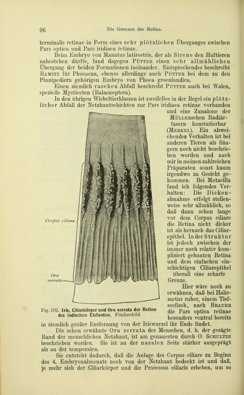 terminalis retinae in Form eines sehr plötzlichen Uberganges zwischen Pars optica und Pars iridiaca retinae. Beim Embryo von Manatus latirostris, der als Sirene den Huftieren nahestehen dürfte, fand dagegen Pütter einen sehr allmählichen Übergang der beiden Formationen ineinander. Entsprechendes beschreibt Rawitz für Phocaena, ebenso allerdings auch PtixTER bei dem zu den Pinnipediern gehörigen Embryo von Phoca groenlandica. Einen ziemlich raschen Abfall beschreibt Pütter auch bei Walen, spezielle Mysticeten (Balaenoptera). In den übrigen Wirbeltierklassen ist zweifellos in der Regel ein plötz- licher Abfall der Netzhautschichten zur Pars iridiaca retinae vorhanden und eine Zunahme der MüLLERSchen Radiär- fasern konstatierbar (Merkel). Ein abwei- chendes Verhalten ist bei anderen Tieren als Säu- gern noch nicht beschrie- ben worden und auch mir in meinen zahlreichen Präparaten sonst kaum irgendwo zu Gesicht ge- kommen. Bei Motacilla fand ich folgendes Ver- halten: Die Dicken- abnähme erfolgt stellen- weise sehr allmählich, so daß dann schon lange vor dem Corpus ciliare die Retina nicht dicker ist als hernach das Ciliar- epithel. Inder Struktur ist jedoch zwischen der immer noch relativ kom- pliziert gebauten Retina und dem einfachen ein- schichtigen Ciliarepithel überall eine scharfe Grenze. Hier wäre noch zu erwähnen, daß bei Halic- metus ruber, einem Tief- seefisch, nach Brauer die Pars optica retinae besonders ventral bereits Corpus ciliare Ora serrata ■ Fig. 102. Iris, Ciliarkörper und Ora serrata der Retina des indischen Elefanten. Flächenbild. in ziemlich großer Entfernung von der Iriswurzel ihr Ende findet. Die schon erwähnte Ora serrata des Menschen, d. h. der gesägte Rand der menschlichen Netzhaut, ist am genauesten durch 0. Schultze beschrieben worden. Sie ist an der nasalen Seite stärker ausgeprägt als an der temporalen. Sie entsteht dadurch, daß die Anlage des Corpus ciliare zu Beginn des 4. Embryonalmonats noch von der Netzhaut bedeckt ist und daß, je mehr sich der Ciliarkörper und die Processus ciliaris erheben, um so