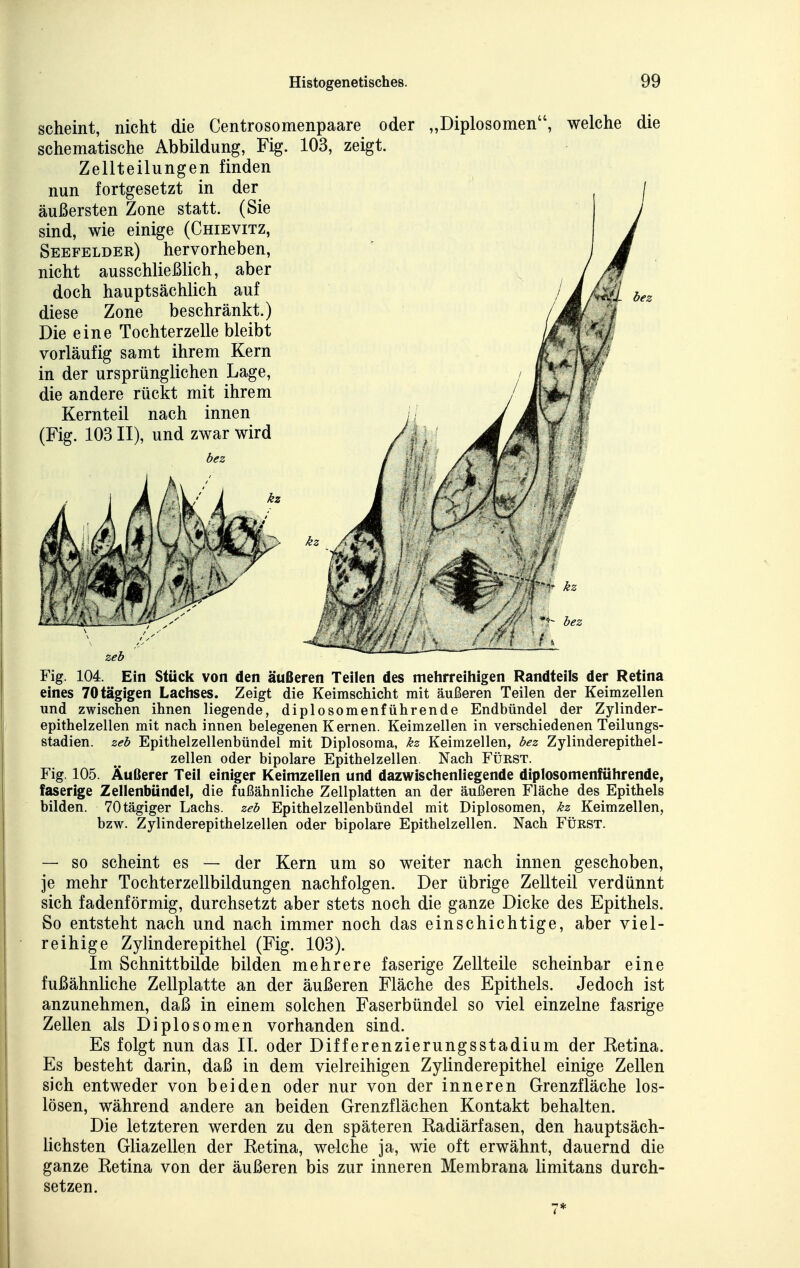 scheint, nicht die Centrosomenpaare oder schematische Abbildung, Fig. 103, zeigt. Zellteilungen finden nun fortgesetzt in der äußersten Zone statt. (Sie sind, wie einige (Chievitz, Seefelder) hervorheben, nicht ausschließlich, aber doch hauptsächlich auf diese Zone beschränkt.) Die eine Tochterzelle bleibt vorläufig samt ihrem Kern in der ursprünglichen Lage, die andere rückt mit ihrem Kernteil nach innen (Fig. 103 II), und zwar wird bez „Diplosomen, welche die zeb Fig. 104. Ein Stück von den äußeren Teilen des mehrreihigen Randteils der Retina eines 70tägigen Lachses. Zeigt die Keimschiclit mit äußeren Teilen der Keimzellen und zwischen ihnen liegende, diplosomenführende Endbündel der Zylinder- epithelzellen mit nach innen belegenen Kernen. Keimzellen in verschiedenen Teilungs- stadien, zeb Epithelzellenbündel mit Diplosoma, kz Keimzellen, bez Zylinderepithel- zellen oder bipolare Epithelzellen Nach FÜRST. Fig. 105. Äußerer Teil einiger Keimzellen und dazwischenliegende diplosomenführende, faserige Zellenbündel, die fußähnliche Zellplatten an der äußeren Fläche des Epithels bilden. 70tägiger Lachs, zeb Epithelzellenbündel mit Diplosomen, kz Keimzellen, bzw. Zylinderepithelzellen oder bipolare Epithelzellen. Nach Fürst. — SO scheint es — der Kern um so weiter nach innen geschoben, je mehr Tochterzellbildungen nachfolgen. Der übrige Zellteil verdünnt sich fadenförmig, durchsetzt aber stets noch die ganze Dicke des Epithels. So entsteht nach und nach immer noch das einschichtige, aber viel- reihige Zylinderepithel (Fig. 103). Im Schnittbilde bilden mehrere faserige Zellteile scheinbar eine fußähnliche Zellplatte an der äußeren Fläche des Epithels. Jedoch ist anzunehmen, daß in einem solchen Faserbündel so viel einzelne fasrige Zellen als Diplosomen vorhanden sind. Es folgt nun das II. oder Differenzierungsstadium der Ketina. Es besteht darin, daß in dem vielreihigen Zylinderepithel einige Zellen sich entweder von beiden oder nur von der inneren Grenzfläche los- lösen, während andere an beiden Grenzflächen Kontakt behalten. Die letzteren werden zu den späteren Radiärfasen, den hauptsäch- lichsten Gliazellen der Retina, welche ja, wie oft erwähnt, dauernd die ganze Retina von der äußeren bis zur inneren Membrana limitans durch- setzen.