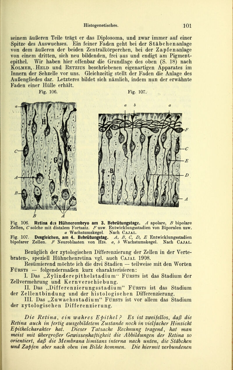 seinem äußeren Teile trägt er das Diplosoma, und zwar immer auf einer Spitze des Auswuchses. Ein feiner Faden geht bei der Stäbchen anläge von dem äußeren der beiden Zentralkörperchen, bei der Zapfen anläge von einem dritten, sich neu bildenden, frei aus und endigt am Pigment- epithel. Wir haben hier offenbar die Grundlage des oben (S. 18) nach KoLMER, .Held und Eetzius beschriebenen eigenartigen Apparates im Innern der Sehzelle vor uns. Gleichzeitig stellt der Faden die Anlage des Außengliedes dar. Letzteres bildet sich nämlich, indem nun der erwähnte Faden einer Hülle erhält. Fig. 106. Fig. 107. Fig. 106. Retina des Hühnerembryo am 3. Bebrütungstage. A apolare, B bipolare Zellen, C solche mit distalem Fortsatz. F usw. Entwicklungsstadien von Biporalen usw. a Wachstumskegel. Nach Cajal. Fig. 107, Desgleichen, am 4. Bebrütungstag. A, B, C, Z>, F Entwicklungsstadien bipolarer Zellen. F Neuroblasten von His. a, b Wachstumskegel. Nach Cajal. Bezüglich der zytologischen Differenzierung der Zellen in der Verte- braten-, speziell Hühnchenretina vgl. auch Cajal 1908. Resümierend möchte ich die drei Stadien — teilweise mit den Worten FtjRSTs — folgendermaßen kurz charakterisieren: I. Das ,,Zylinderepithelstadium Fürsts ist das Stadium der Zellvermehrung und Kernverschiebung. II. Das ,,Differenzierungsstadium Fürsts ist das Stadium der Zellentbindung und der histologischen Differenzierung. III. Das ,,Zuwachsstadium FtiRSTs ist vor allem das Stadium der zytologischen Differenzierung. Die Retina, ein wahres Epithel? Es ist zweifellos, daß die Retina auch in fertig ausgebildetem Zustande noch in vielfacher Hinsicht Epithelcharakter hat. Dieser Tatsache Rechnung tragend, hat man meist mit übergroßer Gewissenhaftigkeit die Abbildungen der Retina so orientiert, daß die Membrana limitans interna nach unten, die Stäbchen und Zapfen aber nach oben im Bilde kommen. Die hiermit verbundenen