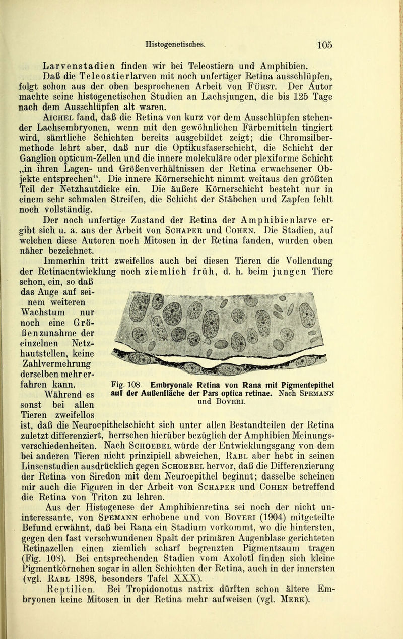 Larvenstadien finden wir bei Teleostiern und Amphibien. Daß die Teleostierlarven mit noch unfertiger Retina ausschlüpfen, folgt schon aus der oben besprochenen Arbeit von Fürst. Der Autor machte seine histogenetischen Studien an Lachsjungen, die bis 125 Tage nach dem Ausschlüpfen alt waren. AiCHEL fand, daß die Retina von kurz vor dem Ausschlüpfen stehen- der Lachsembryonen, wenn mit den gewöhnlichen Färbemitteln tingiert wird, sämtliche Schichten bereits ausgebildet zeigt; die Chromsilber- methode lehrt aber, daß nur die Optikusfaserschicht, die Schicht der Ganglion opticum-Zellen und die innere molekuläre oder plexiforme Schicht „in ihren Lagen- und Größenverhältnissen der Retina erwachsener Ob- jekte entsprechen. Die innere Körnerschicht nimmt weitaus den größten Teil der Netzhautdicke ein. Die äußere Körnerschicht besteht nur in einem sehr schmalen Streifen, die Schicht der Stäbchen und Zapfen fehlt noch vollständig. Der noch unfertige Zustand der Retina der Amphibienlarve er- gibt sich u. a. aus der Arbeit von Schaper und Cohen. Die Stadien, auf welchen diese Autoren noch Mitosen in der Retina fanden, wurden oben näher bezeichnet. Immerhin tritt zweifellos auch bei diesen Tieren die Vollendung der Retinaentwicklung noch ziemlich früh, d. h. beim jungen Tiere schon, ein, so daß das Auge auf sei- nem weiteren Wachstum nur noch eine Grö- ßenzunahme der einzelnen Netz- hautstellen, keine Zahlvermehrung derselben mehr er- fahren kann. Während es sonst bei allen Tieren zweifellos ist, daß die Neuroepithelschicht sich unter allen Bestandteilen der Retina zuletzt differenziert, herrschen hierüber bezüglich der Amphibien Meinungs- verschiedenheiten. Nach ScHOEBEL würde der Entwicklungsgang von dem bei anderen Tieren nicht prinzipiell abweichen, Rabl aber hebt in seinen Linsenstudien ausdrücklich gegen Schoebel hervor, daß die Differenzierung der Retina von Siredon mit dem Neuroepithel beginnt; dasselbe scheinen mir auch die Figuren in der Arbeit von Schaper und Cohen betreffend die Retina von Triton zu lehren. Aus der Histogenese der Amphibienretina sei noch der nicht un- interessante, von Spemann erhobene und von Boveri (1904) mitgeteilte Befund erwähnt, daß bei Rana ein Stadium vorkommt, wo die hintersten, gegen den fast verschwundenen Spalt der primären Augenblase gerichteten Retinazellen einen ziemlich scharf begrenzten Pigmentsaum tragen (Fig. 108). Bei entsprechenden Stadien vom Axolotl finden sich kleine Pigmentkörnchen sogar in allen Schichten der Retina, auch in der innersten (vgl. Rabl 1898, besonders Tafel XXX). Reptilien. Bei Tropidonotus natrix dürften schon ältere Em- bryonen keine Mitosen in der Retina mehr aufweisen (vgl. Merk). Fig. 108. Embiyonale Retina von Rana mit Pigmentepithel auf der Außenfläche der Pars optica retinae. Nach Spemann und Boveri.