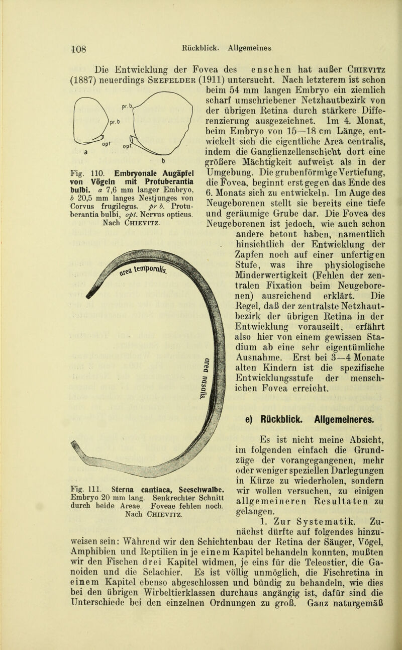 Fig. 110. Embryonale Augäpfel von Vögeln mit Protuberantia bulbi. a 7,6 mm langer Embryo, h 20,5 mm langes Nestjunges von Corvus frugilegus. pr h. Protu- berantia bulbi, opt. Nervus opticus. Nach Chievitz. Die Entwicklung der Fovea des enschen hat außer Chievitz (1887) neuerdings Seefelder (1911) untersucht. Nach letzterem ist schon beim 54 mm langen Embryo ein ziemlich scharf umschriebener Netzhautbezirk von der übrigen Retina durch stärkere Diffe- renzierung ausgezeichnet. Im 4. Monat, beim Embryo von 15—18 cm Länge, ent- wickelt sich die eigentliche Area centralis, indem die Ganglienzellenschiclat dort eine größere Mächtigkeit aufweist als in der Umgebung. Die grubenförmige Vertiefung, die Fovea, beginnt erst gegen das Ende des 6. Monats sich zu entwickeln. Im Auge des Neugeborenen stellt sie bereits eine tiefe und geräumige Grube dar. Die Fovea des Neugeborenen ist jedoch, wie auch schon andere betont haben, namentlich hinsichtlich der Entwicklung der Zapfen noch auf einer unfertigen Stufe, was ihre physiologische Minderwertigkeit (Fehlen der zen- tralen Fixation beim Neugebore- nen) ausreichend erklärt. Die Regel, daß der zentralste Netzhaut- bezirk der übrigen Retina in der Entwicklung vorauseilt, erfährt also hier von einem gewissen Sta- dium ab eine sehr eigentümliche Ausnahme. Erst bei 3—4 Monate alten Kindern ist die spezifische Entwicklungsstufe der mensch- ichen Fovea erreicht. e) Rückblick. Allgemeineres. Es ist nicht meine Absicht, im folgenden einfach die Grund- züge der vorangegangenen, mehr oder weniger speziellen Darlegungen in Kürze zu wiederholen, sondern wir wollen versuchen, zu einigen allgemeineren Resultaten zu gelangen. 1. Zur Systematik. Zu- nächst dürfte auf folgendes hinzu- weisen sein: Während wir den Schichtenbau der Retina der Säuger, Vögel, Amphibien und Reptilien in je einem Kapitel behandeln konnten, mußten wir den Fischen drei Kapitel widmen, je eins für die Teleostier, die Ga- noiden und die Selachier. Es ist völlig unmöglich, die Fischretina in einem Kapitel ebenso abgeschlossen und bündig zu behandeln, wie dies bei den übrigen Wirbeltierklassen durchaus angängig ist, dafür sind die Unterschiede bei den einzelnen Ordnungen zu groß. Ganz naturgemäß Fig. III. Sterna cantiaca, Seeschwalbe. Embryo 20 mm lang. Senkrechter Schnitt durch beide Areae. Foveae fehlen noch. Nach Chievitz.