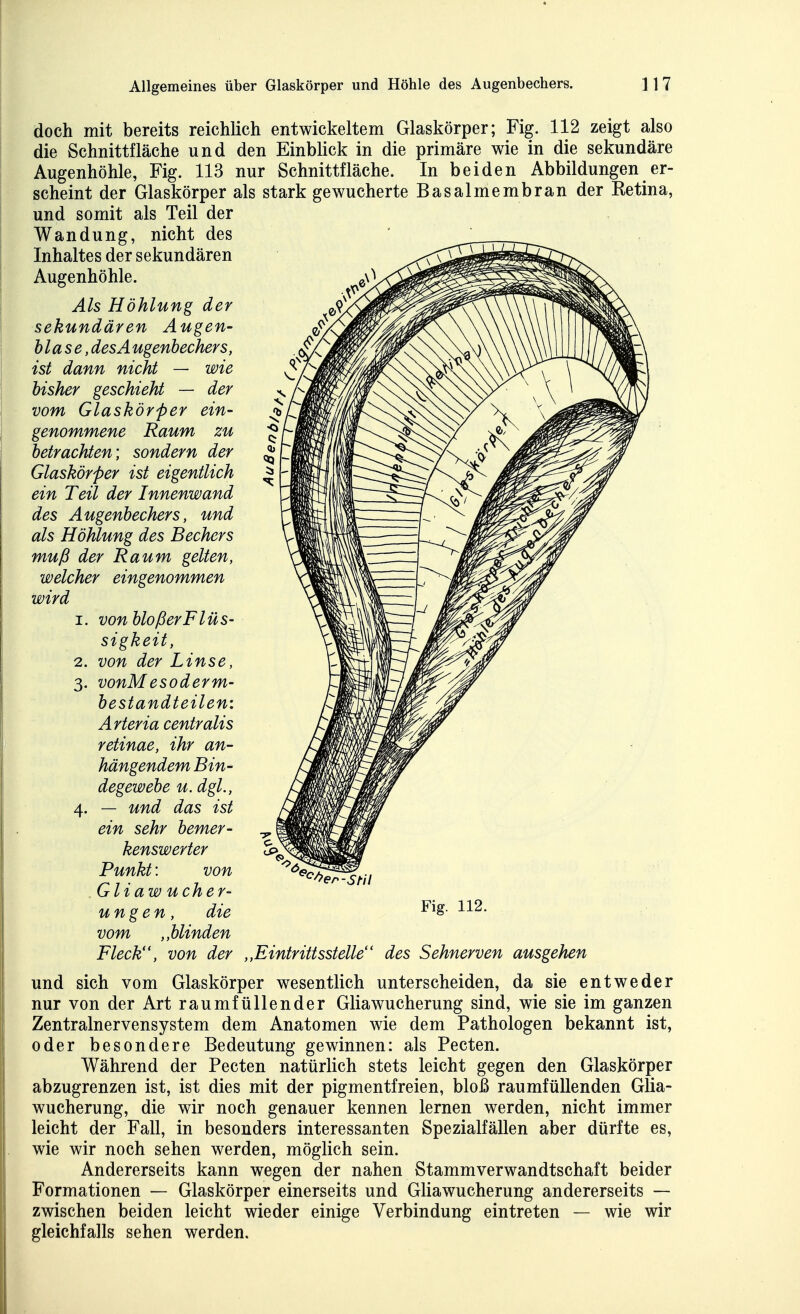 doch mit bereits reichlich entwickeltem Glaskörper; Fig. 112 zeigt also die Schnittfläche und den Einblick in die primäre wie in die sekundäre Augenhöhle, Fig. 113 nur Schnittfläche. In beiden Abbildungen er- scheint der Glaskörper als stark gewucherte Basalmembran der Retina, und somit als Teil der Wandung, nicht des Inhaltes der sekundären Augenhöhle. Als Höhlung der sekundären Augen- blase, desA ugenbechers, ist dann nicht — wie bisher geschieht — der vom Glaskörper ein- genommene Raum zu betrachten] sondern der Glaskörper ist eigentlich ein Teil der Innenwand des Augenbechers, und als Höhlung des Bechers muß der Raum gelten, welcher eingenommen wird 1. von bloßer Flüs- sigkeit, 2. von der Linse, 3. vonMesoderm- bestandteilen: Arteria centralis retinae, ihr an- hängendem Bin- degewebe u. dgl., 4. — und das ist ein sehr bemer- kenswerter Punkt: von Gliaw ucher- ungen, die vom ,,blinden Fleck, von der ,,Eintrittsstelle des Sehnerven ausgehen und sich vom Glaskörper wesentlich unterscheiden, da sie entweder nur von der Art raumfüllender Gliawucherung sind, wie sie im ganzen Zentralnervensystem dem Anatomen wie dem Pathologen bekannt ist, oder besondere Bedeutung gewinnen: als Pecten. Während der Pecten natürlich stets leicht gegen den Glaskörper abzugrenzen ist, ist dies mit der pigmentfreien, bloß raumfüllenden Glia- wucherung, die wir noch genauer kennen lernen werden, nicht immer leicht der Fall, in besonders interessanten Spezialfällen aber dürfte es, wie wir noch sehen werden, möglich sein. Andererseits kann wegen der nahen Stammverwandtschaft beider Formationen — Glaskörper einerseits und Gliawucherung andererseits — zwischen beiden leicht wieder einige Verbindung eintreten — wie wir gleichfalls sehen werden. er-Stil