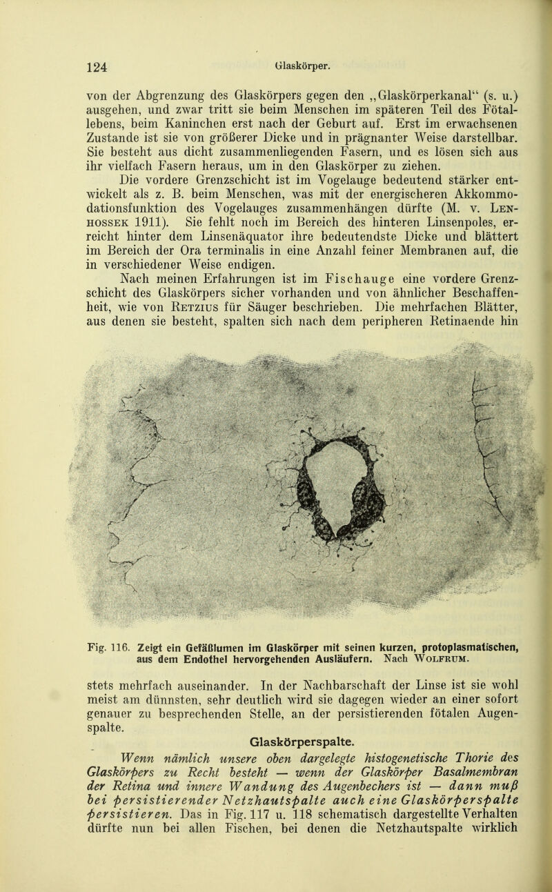 von der Abgrenzung des Glaskörpers gegen den „Glaskörperkanal (s. u.) ausgehen, und zwar tritt sie beim Menschen im späteren Teil des Fötal- lebens, beim Kaninchen erst nach der Geburt auf. Erst im erwachsenen Zustande ist sie von größerer Dicke und in prägnanter Weise darstellbar. Sie besteht aus dicht zusammenliegenden Fasern, und es lösen sich aus ihr vielfach Fasern heraus, um in den Glaskörper zu ziehen. Die vordere Grenzschicht ist im Vogelauge bedeutend stärker ent- wickelt als z. B. beim Menschen, was mit der energischeren Akkommo- dationsfunktion des Vogelauges zusammenhängen dürfte (M. v. Len- HOSSEK 1911). Sie fehlt noch im Bereich des hinteren Linsenpoles, er- reicht hinter dem Linsenäquator ihre bedeutendste Dicke und blättert im Bereich der Ora terminalis in eine Anzahl feiner Membranen auf, die in verschiedener Weise endigen. Nach meinen Erfahrungen ist im Fischauge eine vordere Grenz- schicht des Glaskörpers sicher vorhanden und von ähnUcher Beschaffen- heit, wie von Retzius für Säuger beschrieben. Die mehrfachen Blätter, aus denen sie besteht, spalten sich nach dem peripheren Retinaende hin Fig. 116. Zeigt ein Gefäßlumen im Glaskörper mit seinen kurzen, protoplasmatischen, aus dem Endothel hervorgehenden Ausläufern. Nach Wolfrum. stets mehrfach auseinander. In der Nachbarschaft der Linse ist sie wohl meist am dünnsten, sehr deutlich wird sie dagegen wieder an einer sofort genauer zu besprechenden Stelle, an der persistierenden fötalen Augen- spalte. Glaskörperspalte. Wenn nämlich unsere oben dargelegte histogenetische Thorie des Glaskörpers zu Recht besteht — wenn der Glaskörper Basalmembran der Retina und innere Wandung des Augenbechers ist — dann muß bei persistierender Netzhautspalte auch eine Glaskörperspalte persistieren. Das in Fig. 117 u. 118 schematisch dargestellte Verhalten dürfte nun bei allen Fischen, bei denen die Netzhautspalte wirklich