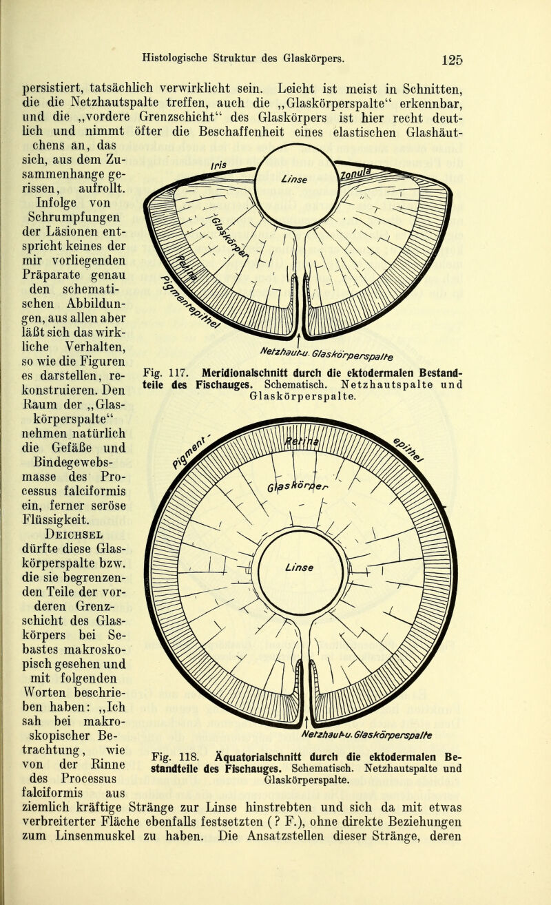 NeUhaut-u. G/askörperspa//-e Fig. 117. Meridionalschnitt durch die ektodermalen Bestand- teile des Fischauges. Schematisch. Netzhautspalte und Glaskörperspalte. persistiert, tatsächlich verwirklicht sein. Leicht ist meist in Schnitten, die die Netzhautspalte treffen, auch die „Glaskörperspalte erkennbar, und die „vordere Grenzschicht des Glaskörpers ist hier recht deut- lich und nimmt öfter die Beschaffenheit eines elastischen Glashäut- chens an, das sich, aus dem Zu- sammenhange ge- rissen , aufrollt. Infolge von Schrumpfungen der Läsionen ent- spricht keines der mir vorliegenden Präparate genau den schemati- schen Abbildun- gen, aus allen aber läßt sich das wirk- liche Verhalten, so wie die Figuren es darstellen, re- konstruieren. Den Raum der „Glas- körperspalte nehmen natürlich die Gefäße und Bindegewebs- masse des Pro- cessus falciformis ein, ferner seröse Flüssigkeit. Deichsel dürfte diese Glas- körperspalte bzw. die sie begrenzen- den Teile der vor- deren Grenz- schicht des Glas- körpers bei Se- bastes makrosko- pisch gesehen und mit folgenden Aborten beschrie- ben haben: „Ich sah bei makro- skopischer Be- trachtung , wie von der Rinne des Processus falciformis aus ziemhch kräftige Stränge zur Linse hinstrebten und sich da mit etwas verbreiterter Fläche ebenfalls festsetzten (? F.), ohne direkte Beziehungen zum Linsenmuskel zu haben. Die Ansatzstellen dieser Stränge, deren Netzhau l^u. G/askörperspalte Fig. 118. Äquatorialschnitt durch die ektodermalen Be- standteile des Fischauges. Schematisch. Netzhautspalte und Glaskörperspalte.