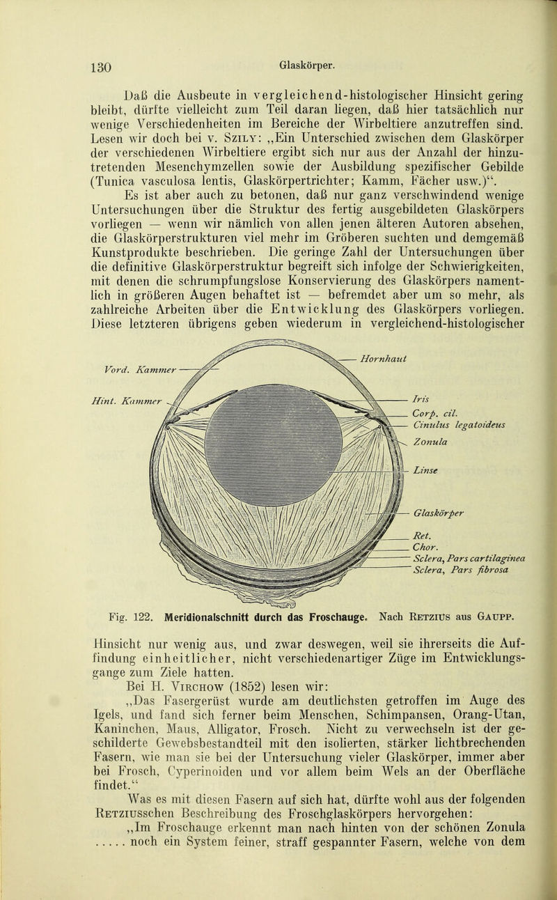 Daß die Ausbeute in vergleichend-histologischer Hinsicht gering bleibt, dürfte vielleicht zum Teil daran hegen, daß hier tatsächhch nur wenige Verschiedenheiten im Bereiche der Wirbeltiere anzutreffen sind. Lesen wir doch bei v. Szily: ,,Ein Unterschied zwischen dem Glaskörper der verschiedenen Wirbeltiere ergibt sich nur aus der Anzahl der hinzu- tretenden Mesenchymzellen sowie der Ausbildung spezifischer Gebilde (Tunica vasculosa lentis, Glaskörpertrichter; Kamm, Fächer usw.). Es ist aber auch zu betonen, daß nur ganz verschwindend wenige Untersuchungen über die Struktur des fertig ausgebildeten Glaskörpers vorliegen — wenn wir nämlich von allen jenen älteren Autoren absehen, die Glaskörperstrukturen viel mehr im Gröberen suchten und demgemäß Kunstprodukte beschrieben. Die geringe Zahl der Untersuchungen über die definitive Glaskörperstruktur begreift sich infolge der Schwierigkeiten, mit denen die schrumpfungslose Konservierung des Glaskörpers nament- lich in größeren Augen behaftet ist — befremdet aber um so mehr, als zahlreiche Arbeiten über die Entwicklung des Glaskörpers vorliegen. Diese letzteren übrigens geben wiederum in vergleichend-histologischer Hornhaut Vord. Kammer Hint. Kammer Iris Corp. eil. Cinulus legatoideus Zonula Linse Glaskörper Ret. Chor. Sclera, Pars cartilaginea Sclera, Pars fibrosa Fig. 122. Merldionalschtiitt durch das Froschauge. Nach Retzius aus Gaupp. Hinsicht nur wenig aus, und zwar deswegen, weil sie ihrerseits die Auf- findung einheitlicher, nicht verschiedenartiger Züge im Entwicklungs- gange zum Ziele hatten. Bei H. ViRCHOw (1852) lesen wir: ,,Das Fasergerüst wurde am deuthchsten getroffen im Auge des Igels, und fand sich ferner beim Menschen, Schimpansen, Orang-Utan, Kaninchen, Maus, Alligator, Frosch. Nicht zu verwechseln ist der ge- schilderte Gewebsbestandteil mit den isoherten, stärker lichtbrechenden Fasern, wie man sie bei der Untersuchung vieler Glaskörper, immer aber bei Frosch, Cyperinoiden und vor allem beim Wels an der Oberfläche findet. Was es mit diesen Fasern auf sich hat, dürfte wohl aus der folgenden RETZiusschen Beschreibung des Froschglaskörpers hervorgehen: ,,Im Froschauge erkennt man nach hinten von der schönen Zonula noch ein System feiner, straff gespannter Fasern, welche von dem