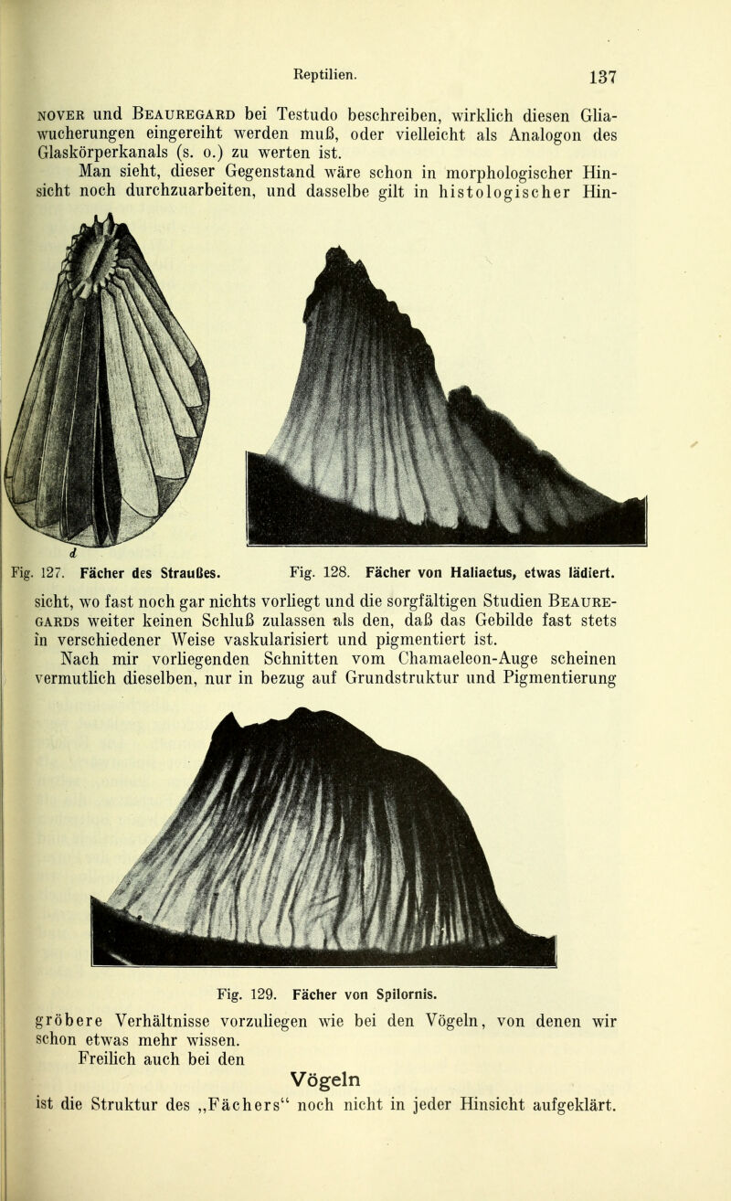 NOVER und Beauregard bei Testudo beschreiben, wirklich diesen Glia- wucherungen eingereiht werden muß, oder vielleicht als Analogon des Glaskörperkanals (s. o.) zu werten ist. Man sieht, dieser Gegenstand wäre schon in morphologischer Hin- sicht noch durchzuarbeiten, und dasselbe gilt in histologischer Hin- Fig. 127. Fächer des Straußes. Fig. 128. Fächer von Haliaetus, etwas lädiert. sieht, wo fast noch gar nichts vorliegt und die sorgfältigen Studien Beaure- GARDs weiter keinen Schluß zulassen als den, daß das Gebilde fast stets in verschiedener Weise vaskularisiert und pigmentiert ist. Nach mir vorliegenden Schnitten vom Chamaeleon-Auge scheinen vermutlich dieselben, nur in bezug auf Grundstruktur und Pigmentierung Fig. 129. Fächer von Spilornis. gröbere Verhältnisse vorzuUegen wie bei den Vögeln, von denen wir schon etwas mehr wissen. Freilich auch bei den Vögeln ist die Struktur des „Fächers noch nicht in jeder Hinsicht aufgeklärt.