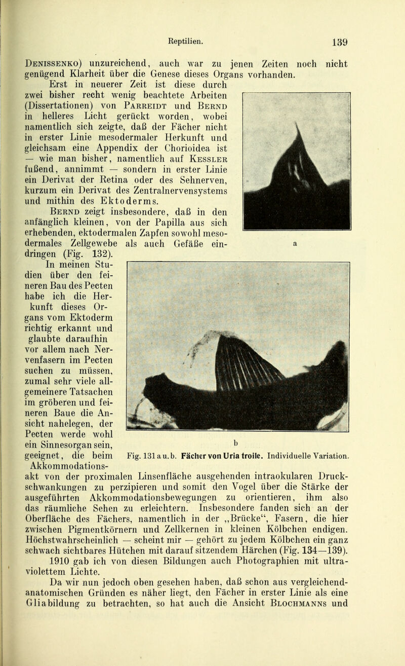 Denissenko) unzureichend, auch war zu jenen Zeiten noch nicht genügend Klarheit über die Genese dieses Organs vorhanden. Erst in neuerer Zeit ist diese durch zwei bisher recht wenig beachtete Arbeiten (Dissertationen) von Parreidt und Bernd in helleres Licht gerückt worden, wobei namentlich sich zeigte, daß der Fächer nicht in erster Linie mesodermaler Herkunft und gleichsam eine Appendix der Chorioidea ist — wie man bisher, namentlich auf Kessler fußend, annimmt — sondern in erster Linie ein Derivat der Retina oder des Sehnerven, kurzum ein Derivat des Zentralnervensystems und mithin des Ektoderms. Bernd zeigt insbesondere, daß in den anfänglich kleinen, von der Papilla aus sich erhebenden, ektodermalen Zapfen sowohl meso- dermales Zellgewebe als auch Gefäße ein- dringen (Fig. 132). In meinen Stu- dien über den fei- neren Bau des Pecten habe ich die Her- kunft dieses Or- gans vom Ektoderm richtig erkannt und glaubte daraufhin vor allem nach Ner- venfasern im Pecten suchen zu müssen, zumal sehr viele all- gemeinere Tatsachen im gröberen und fei- neren Baue die An- sicht nahelegen, der Pecten werde wohl ein Sinnesorgan sein, geeignet, die beim Akkommodations- akt von der proximalen Linsenfläche ausgehenden intraokularen Druck- schwankungen zu perzipieren und somit den Vogel über die Stärke der ausgeführten Akkommodationsbewegungen zu orientieren, ihm also das räumhche Sehen zu erleichtern. Insbesondere fanden sich an der Oberfläche des Fächers, namentlich in der ,,Brücke, Fasern, die hier zwischen Pigmentkörnern und Zellkernen in kleinen Kölbchen endigen. Höchstwahrscheinlich — scheint mir — gehört zu jedem Kölbchen ein ganz schwach sichtbares Hütchen mit darauf sitzendem Härchen (Fig. 134—139). 1910 gab ich von diesen Bildungen auch Photographien mit ultra- violettem Lichte. Da wir nun jedoch oben gesehen haben, daß schon aus vergleichend- anatomischen Gründen es näher Hegt, den Fächer in erster Linie als eine Gliabildung zu betrachten, so hat auch die Ansicht Blochmanns und Fig. 131 a u. b. Fächer von Uria troile. Individuelle Variation.