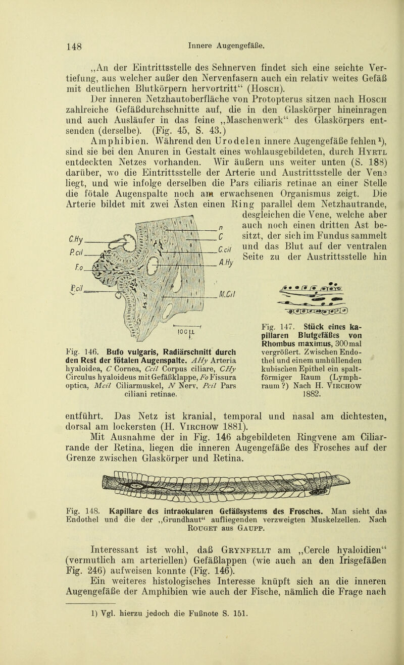 ,,An der Eintrittsstelle des Sehnerven findet sich eine seichte Ver- tiefung, aus welcher außer den Nervenfasern auch ein relativ weites Gefäß mit deutlichen Blutkörpern hervortritt (Hosch). Der inneren Netzhautoberfläche von Protopterus sitzen nach Hosch zahlreiche Gefäßdurchschnitte auf, die in den Glaskörper hineinragen und auch Ausläufer in das feine ,,Maschenwerk des Glaskörpers ent- senden (derselbe). (Fig. 45, S. 43.) Amphibien. Während den Urodelen innere Augengefäße fehlen^), sind sie bei den Anuren in Gestalt eines wohlausgebildeten, durch Hyrtl entdeckten Netzes vorhanden. Wir äußern uns weiter unten (S. 188) darüber, wo die Eintrittsstelle der Arterie und Austrittsstelle der Veno liegt, und wie infolge derselben die Pars ciUaris retinae an einer Stelle die fötale Augenspalte noch am erwachsenen Organismus zeigt. Die Arterie bildet mit zwei Ästen einen King parallel dem Netzhautrande, desgleichen die Vene, welche aber  ■.' ' ' n auch noch einen dritten Ast be- C.Hy ^„..^-CX^■ . ' C sitzt, der sich im Fundus sammelt P I ' \ Q^if und das Blut auf der ventralen Reil ^.7^ gg.^g 2^ Austrittsstelle hin Peil  ' • . ' ) f*_j^5^ IOC Fig. 147. Stück eines ka- pillaren Blutgefäßes von Rhombus maximus, 300 mal Fig. 146. Bufo vulgaris, Radiärschnitt durch vergrößert. Zwischen Endo- den Rest der fötalen Augenspalte. A/fy Arteria thel und einem umhüllenden hyaloidea, C Cornea, Ceti Corpus ciliare, Clfy kubischen Epithel ein spalt- Circulus hyaloideus mit Gefäßklappe, i^öFissura förmiger Raum (Lymph- optica, Mcü Ciliarmuskel, 2V Nerv, Fcü Pars räum ?) Nach H. VmcHOW ciliani retinae. 1882. entführt. Das Netz ist kranial, temporal und nasal am dichtesten, dorsal am lockersten (H. Virchow 1881). Mit Ausnahme der in Fig. 146 abgebildeten Kingvene am Ciliar- rande der Retina, liegen die inneren Augengefäße des Frosches auf der Grenze zwischen Glaskörper und Retina. Fig. 148. Kapillare des intraokularen Gefäßsystems des Frosches. Man sieht das Endothel und die der ,,Grundhaut aufliegenden verzweigten Muskelzellen. Nach RouGET aus Gaupp. Interessant ist wohl, daß Grynfellt am „Cercle hyaloidien (vermutlich am arteriellen) Gefäßlappen (wie auch an den Irisgefäßen Fig. 246) aufweisen konnte (Fig. 146). Ein weiteres histologisches Interesse knüpft sich an die inneren Augengefäße der Amphibien wie auch der Fische, nämlich die Frage nach 1) Vgl. hierzu jedoch die Fußnote S. 151.
