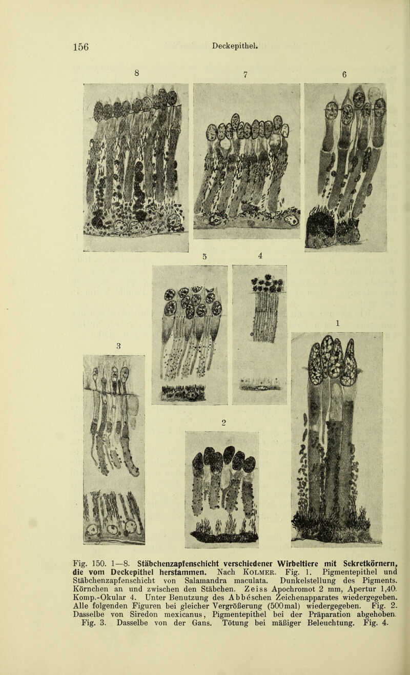 1 J 4 5 k M8I Fig. 150. 1—8. Stäbchenzapfenschicht verschiedener Wirbeltiere mit Sekretkörnern, die vom Deckepithel herstammen. Nach Kolmer. Fig. 1. Pigmentepithel und Stäbchenzapfenschicht von Salamandra maculata. Dunkelstellung des Pigments. Körnchen an und zwischen den Stäbchen. Zeiss Apochromot 2 mm, Apertur 1,40. Komp.-Okular 4. Unter Benutzung des Abb eschen Zeichenapparates wiedergegeben. Alle folgenden Figuren bei gleicher Vergrößerung (500mal) wiedergegeben. Fig. 2. Dasselbe von Siredon mexicanus, Pigmentepithel bei der Präparation abgehoben. Fig. 3. Dasselbe von der Gans. Tötung bei mäßiger Beleuchtung. Fig. 4.