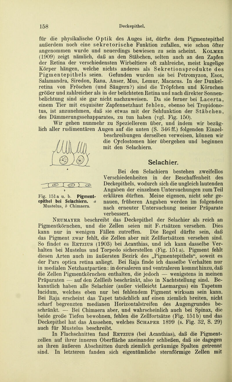 für die physikalische Optik des Auges ist, dürfte dem Pigmentepithel außerdem noch eine sekretorische Funktion zufallen, wie schon öfter angenommen wurde und neuerdings bewiesen zu sein scheint. Kolmer (1909) zeigt nämlich, daß an den Stäbchen, selten auch an den Zapfen der Retina der verschiedensten Wirbeltiere oft zahlreiche, meist kugelige Körper hängen, welche nichts anderes als Sekretionsprodukte des Pigmentepithels seien. Gefunden wurden sie bei Petromyzon, Esox, Salamandra, Siredon, Rana, Anser, Mus, Lemur, Macacus. In der Dunkel- retina von Fröschen (und Säugern?) sind die Tröpfchen und Körnchen größer und zahlreicher als in der belichteten Retina und nach direkter Sonnen- belichtung sind sie gar nicht nachzuweisen. Da sie ferner bei Lacerta, einem Tier mit exquisiter Zapfennetzhaut fehlen, ebenso bei Tropidono- tus, ist anzunehmen, daß sie etwas mit der Sehfunktion der Stäbchen, des Dämmerungssehapparates, zu tun haben (vgl. Fig. 150). Wir gehen nunmehr zu Speziellerem über, und indem wir bezüg- lich aller rudimentären Augen auf die unten (S. 346 ff.) folgenden Einzel- beschreibungen derselben verweisen, können wir die Cyclostomen hier übergehen und beginnen mit den Selachiern. Selachier. Bei den Selachiern bestehen zweifellos Verschiedenheiten in der Beschaffenheit des Deckepithels, wodurch sich die ungleich lautenden Angaben der einzelnen Untersuchungen zum Teil erklären dürften. Meine eigenen, nicht sehr ge- nauen, früheren Angaben werden im folgenden nach erneuter Untersuchung meiner Präparate verbessert. Neumayer beschreibt das Deckepithel der Selachier als reich an Pigmentkörnchen, und die Zellen seien mit Fortsätzen versehen. Dies kann nur in wenigen Fällen zutreffen. Die Regel dürfte sein, daß das Pigment zwar fehlt, die Zellen aber mit Zellfortsätzen versehen sind. So findet es Retzius (1903) bei Acanthias, und ich kann dasselbe Ver- halten bei Mustelus und Torpedo sicherstellen (Fig. 151 a). Pigment fehlt diesen Arten auch im äußersten Bezirk des „Pigmentepithels, soweit es der Pars optica retina anliegt. Bei Raja finde ich dasselbe Verhalten nur in medialen Netzhautpartien: in dorsaleren und ventraleren kommt hinzu, daß die Zellen Pigmentkörnchen enthalten, die jedoch — wenigstens in meinen Präparaten — auf den Zellleib beschränkt, also in Nachtstellung sind. Be- kanntlich haben alle Selachier (außer vielleicht Laemargus) ein Tapetum lucidum, welches eben nur bei fehlendem Pigment wirksam sein kann. Bei Raja erscheint das Tapet tatsächlich auf einen ziemlich breiten, nicht scharf begrenzten medianen Horizontalstreifen des Augengrundes be- schränkt. — Bei Chimaera aber, und wahrscheinlich auch bei Spinax, die beide große Tiefen bewohnen, fehlen die Zellfortsätze (Fig. 151b) und das Deckepithel hat das Aussehen, welches Schaper 1899 (s. Fig. 32, S. 29) auch für Mustelus beschreibt. In Flach schnitten fand Retzius (bei Acanthias), daß die Pigment- zellen auf ihrer inneren Oberfläche aneinander schließen, daß sie dagegen an ihren äußeren Abschnitten durch ziemlich geräumige Spalten getrennt sind. In letzteren fanden sich eigentümliche sternförmige Zellen mit Fig. 151a u. b. Pigment- epithel bei Selachiern. a Mustelus, b Chimaera.