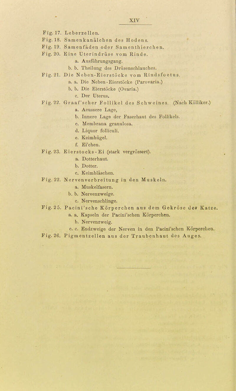 Fig. 17. Leberze Hon. Fig. 18. Samenkanälchen des Hodens. Fig. 19. Samenfäden oder Samenthierchen. Fig. 20. Eine Uterindrüse vom Rinde, a. Ausführungsgang, b. b. Theilung des Drüsenschlauches. Fig.21. Die Neben-Eierstöcke vom Rindsfoetus. a. a. Die Neben-Eierstöcke (Parovaria.) b. b. Die Eierstöcke (Ovaria.) c. Der Uterus. Fig. 22. Graafscher Follikel des Schweines. (Nach Köllikcr.) a. Aeussere Lage, b. Innere Lage der Faserhaut des Follikels. c. Membrana granulosa. d. Liquor folliculi. e. Keimhügel. f. Ei'chen. Fig. 23. Eierstocks - Ei (stark vergrössert). a. Dotterhaut. b. Dotter. c. Keimbläschen. Fig. 22. Nervenverbreitung in den Muskeln. a. Muskelfasern. b. b. Nervenzweige, c. Nervenschlinge. Fig. 25. Pacini'sche Körperchen ans dem Gekröse der Katze, a. a. Kapseln der Pacini'schen Körperchen. b. Nervenzweig. c. c. Endzweige der Nerven in den Pacini'schen Körperchen. Fig. 26. Pigmentzellen aus der Traubenhaut des Auges.