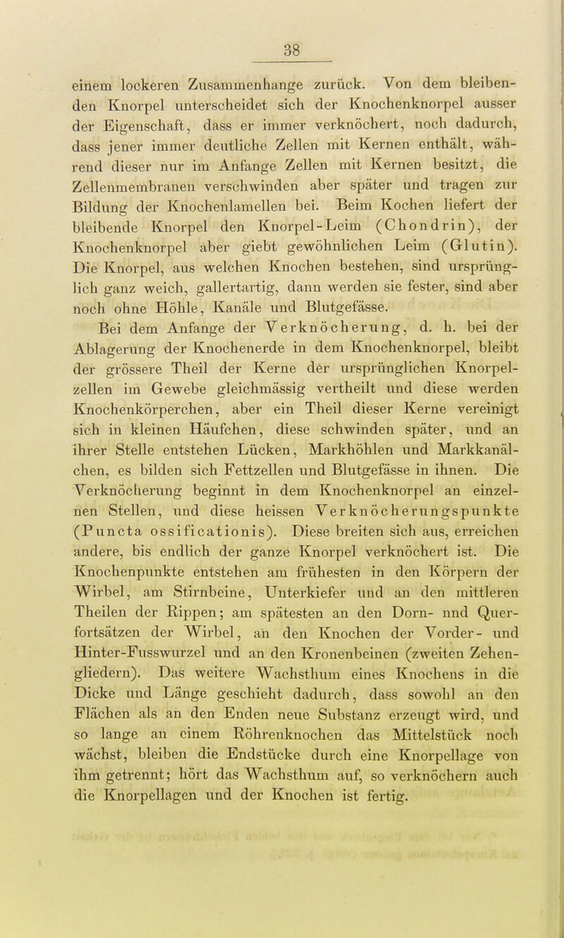 einem lockeren Zusammenhange zurück. Von dem bleiben- den Knorpel unterscheidet sich der Knochenknorpel ausser der Eigenschaft, dass er immer verknöchert, noch dadurch, dass jener immer deutliche Zellen mit Kernen enthält, wäh- rend dieser nur im Anfange Zellen mit Kernen besitzt, die Zellenmembranen verschwinden aber später und tragen zur Bildung der Knochenlamellen bei. Beim Kochen liefert der bleibende Knorpel den Knorpel-Leim (Chondrin), der Knochenknorpel aber giebt gewöhnlichen Leim (Glutin). Die Knorpel, aus welchen Knochen bestehen, sind ursprüng- lich ganz weich, gallertartig, dann werden sie fester, sind aber noch ohne Höhle, Kanäle und Blutgefässe. Bei dem Anfange der Verknöcherung, d. h. bei der Ablagerung der Knochenerde in dem Knochenknorpel, bleibt der grössere Theil der Kerne der ursprünglichen Knorpel- zellen im Gewebe gleichmässig vertheilt und diese werden Knochenkörperchen, aber ein Theil dieser Kerne vereinigt sich in kleinen Häufchen, diese schwinden später, und an ihrer Stelle entstehen Lücken, Markhöhlen und Markkanäl- chen, es bilden sich Fettzellen und Blutgefässe in ihnen. Die Verknöcherung beginnt in dem Knochenknorpel an einzel- nen Stellen, und diese heissen Verknöcherungspunkte (Puncta ossificationis). Diese breiten sich aus, erreichen andere, bis endlich der ganze Knorpel verknöchert ist. Die Knochenpunkte entstehen am frühesten in den Körpern der Wirbel, am Stirnbeine, Unterkiefer und an den mittleren Theilen der Rippen; am spätesten an den Dorn- nnd Quer- fortsätzen der Wirbel, an den Knochen der Vorder- und Hinter-Fusswurzel und an den Kronenbeinen (zweiten Zehen- gliedern). Das weitere Wachsthum eines Knochens in die Dicke und Länge geschieht dadurch, dass sowohl an den Flächen als an den Enden neue Substanz erzeugt wird, und so lange an einem Röhrenknochen das Mittelstück noch wächst, bleiben die Endstücke durch eine Knorpellage von ihm getrennt; hört das Wachsthum auf, so verknöchern auch die Knorpellagen und der Knochen ist fertig.