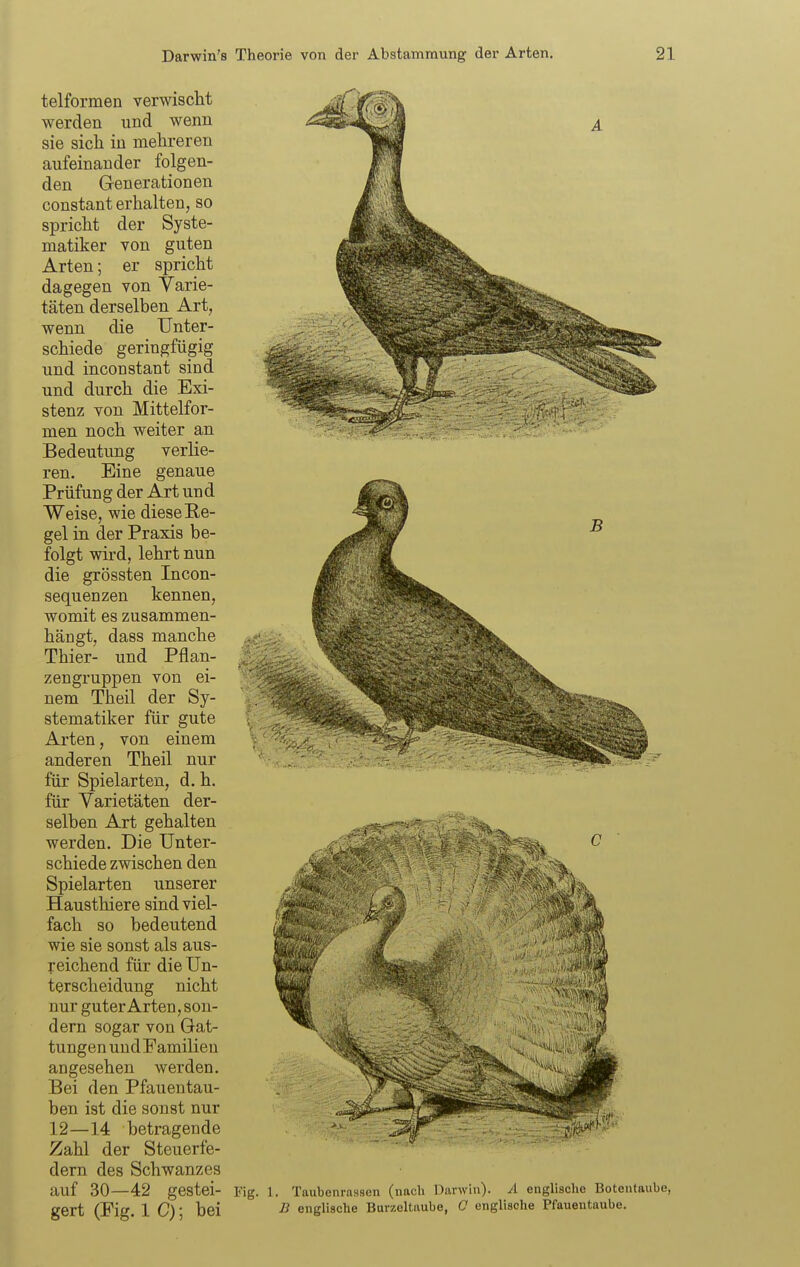telformen verwischt werden und wenn sie sich in mehreren aufeinander folgen- den Generationen constant erhalten, so spricht der Syste- matiker von guten Arten; er spricht dagegen von Varie- täten derselben Art, wenn die Unter- schiede geringfügig und inconstant sind und durch die Exi- stenz von Mittelfor- men noch weiter an Bedeutung verlie- ren. Eine genaue Prüfung der Art und Weise, wie diese Re- gel in der Praxis be- folgt wird, lehrt nun die grössten Incon- sequenzen kennen, womit es zusammen- hängt, dass manche Thier- und Pflan- zengruppen von ei- nem Theil der Sy- stematiker für gute Arten, von einem anderen Theil nur für Spielarten, d. h. für Varietäten der- selben Art gehalten werden. Die Unter- schiede zwischen den Spielarten unserer Hausthiere sind viel- fach so bedeutend wie sie sonst als aus- reichend für die Un- terscheidung nicht nur guter Arten, son- dern sogar von Gat- tungen und Familien angesehen werden. Bei den Pfauentau- ben ist die sonst nur 12—14 betragende Zahl der Steuerfe- dern des Schwanzes auf 30—42 gestei- gert (Fig. 1 C); bei Fig. I. Taubenrassen (nach Darwin). A englische Botentaube, B englische Burzeltaube, 0 englische Pfauentaube.