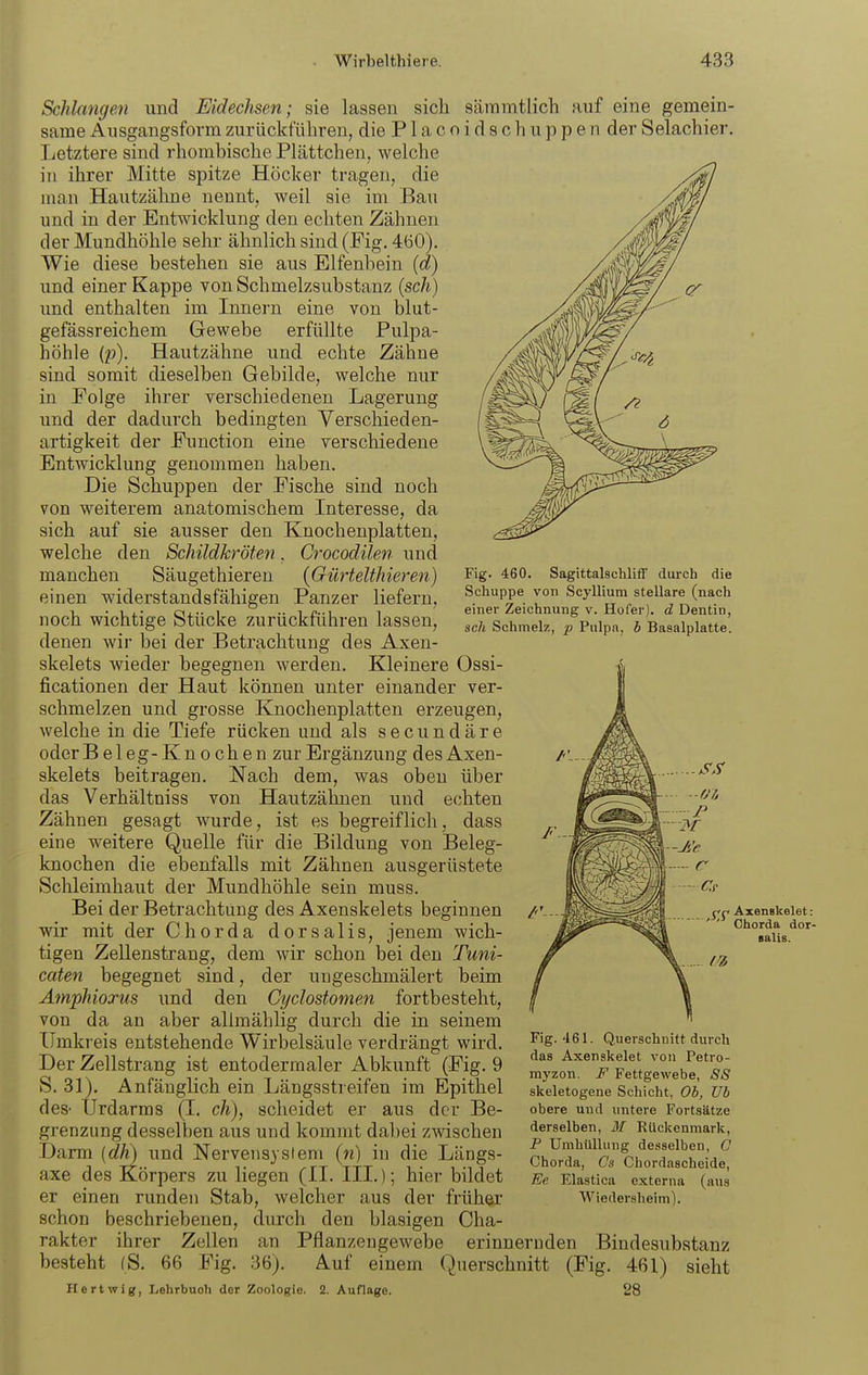 ScJdangen und Eidechsen; sie lassen sich sämmtlich Huf eine gemein- same Ausgangsform zurückführen, die P1 a c o i d s c h u p p e n der Selachier, Letztere sind rhomhische Plättchen, welche in ihrer Mitte spitze Höcker tragen, die man Hautzähne nennt, weil sie im Bau und in der Entwicklung den echten Zähnen der Mundhöhle sehr ähnlich sind (Fig. 460). Wie diese bestehen sie aus Elfenbein (d) /^(^E und einer Kappe von Schmelzsubstanz (scÄ) //Mi^^V er und enthalten im Innern eine von blut- Amh gefässreichem Gewebe erfüllte Pulpa- / ,m höhle (p). Hautzähne und echte Zähne /^^kYQ$/--'^^'^t sind somit dieselben Gebilde, welche nur /s^^^ctM ) in Eolge ihrer verschiedenen Lagerung A^^^ ^/ /? und der dadurch bedingten Verschieden- & artigkeit der Function eine verschiedene V^^^^ -qo-.T-yy.,^;,^^ Entwicklung genommen haben. ^ -^^---^ ' Die Schuppen der Fische sind noch von weiterem anatomischem Interesse, da sich auf sie ausser den Knochenplatten, welche den Schildkröten. Crocodilen und manchen Säugethieren (Gürtelthieren) Fig. 460. Sagittalschiiff durch die einen widerstandsfähigen Panzer liefern. Sdiuppe von Scyiiium stellare (nach ■L • 1 j.- cij. 1 1 i--! 1 ' einer Zeichnung V. Hofer), ö! Dentin, noch wichtige Stucke zurückfuhren lassen, 3,;, Schmek, p p„ipa. b Basaipiatte. denen wir bei der Betrachtung des Axen- skelets wieder begegnen werden. Kleinere Ossi- ficationen der Haut können unter einander ver- schmelzen und grosse Knochenplatten erzeugen, welche in die Tiefe rücken und als secundäre oder Beleg-Knochen zur Ergänzung des Axen- skelets beitragen. Nach dem, was oben über i^^^i das Verhältniss von Hautzähnen und echten *^-^I^r'^'^ Zähnen gesagt wurde, ist es begreiflich, dass M^^^^'''^ eine weitere Quelle für die Bildung von Beleg- ' '^^^^^^-^'^ knochen die ebenfalls mit Zähnen ausgerüstete i^^M^llI^ Schleimhaut der Mundhöhle sein muss. ^<^^5'Ji Bei der Betrachtung des Axenskelets beginnen AxensUeiet: wir mit der Chorda dorsalis, jenem wich- ^^^^^^^^  ^''°^aus.^°' tigen Zellenstrang, dem wir schon bei den Tuni- f caten begegnet sind, der ungeschmälert beim Amphioxus und den Cyclostomen fortbesteht, von da an aber alimählig durch die in seinem Umkreis entstehende Wirbelsäule verdrängt wird. ^'S- Querschnitt durch Der ZellstraBg ist entodermaler Abkuoft (Kg, 9 Ty^~:i,;::J:s°s b. 31). Anfänglich ein Langsstreiten im Epithel skeietogene Schicht, Ob, Ub des- UrdarraS (I. Ch), scheidet er aus der Be- obere und untere Fortsätze grenzung desselben aus und kommt dabei zwischen derselben, m Kückenmark, Darm (rfW „nd Nervensyslem («) i„ die Längs- giX'S'cbÄjd.'; axe des Korpers zu liegen (11. III.); hier bildet We Elastica externa (aus er einen runden Stab, welcher aus der früher Wiedersheim). schon beschriebenen, durch den blasigen Cha- rakter ihrer Zellen an Pflanzengewebe erinnernden Bindesubstanz besteht (S. 66 Fig. 36). Auf einem Querschnitt (Fig. 461) sieht Hertwig, Lehrbuch der Zoologie. 2. Auflage, 28