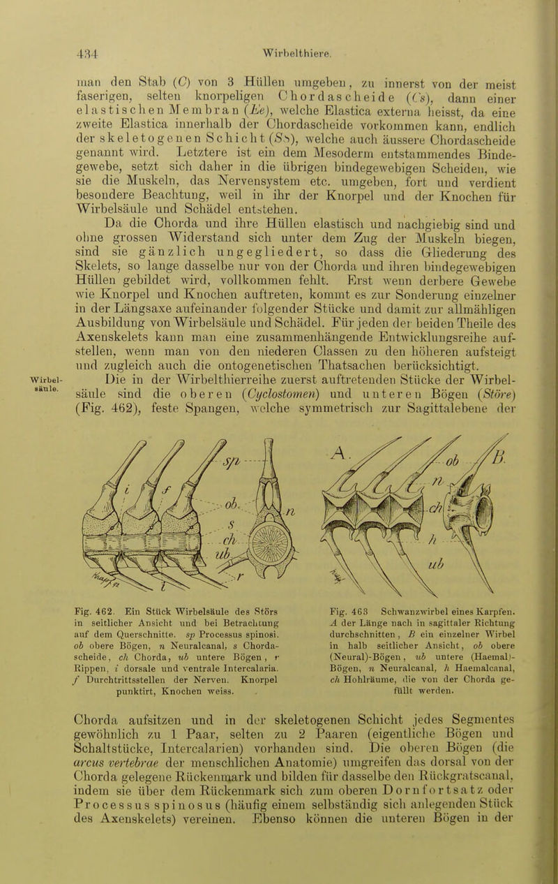 man den Stab (C) von 3 Hüllen umgeben, zu innerst von der meist faserigen, selten knorpeligen Chordascheide (Cs), dann einer elastischen Membran (Ue), welche Elastica externa heisst, da eine zweite Elastica innerhalb der Chordascheide vorkommen kann, endlich der skeletogenen Schicht (S^), welche auch äussere Chordascheide genannt wird. Letztere ist ein dem Mesoderm entstammendes Binde- gewebe, setzt sich daher in die übrigen bindegewebigen Scheiden, wie sie die Muskeln, das Nervensystem etc. umgeben, fort und verdient besondere Beachtung, weil in ihr der Knorpel und der Knochen für Wirbelsäule und Schädel entstehen. Da die Chorda und ihre Hüllen elastisch und nachgiebig sind und ohne grossen Widerstand sich unter dem Zug der Muskeln biegen, sind sie gänzlich ungegliedert, so dass die Gliederung des Skelets, so lange dasselbe nur von der Chorda und ihren bhidegewebigen Hüllen gebildet wird, vollkommen fehlt. Erst Avenn derbere Gewebe wie Knorpel und Knochen auftreten, kommt es zur Sonderung einzelner in der Längsaxe aufeinander f olgender Stücke und damit zur allmähligen Ausbildung von Wirbelsäule und Schädel. Für jeden dei beiden Theile des Axenskelets kann man eine zusammenhängende Entwicklungsreihe auf- stellen, wenn man von den niederen Classen zu den höheren aufsteigt und zugleich auch die ontogenetischen Thatsachen berücksichtigt. Wirbel- Die in der Wirbelthierreihe zuerst auftretenden Stücke der Wirbel- säule sind die oberen (Cyclostomen) und unteren Bögen (Störe) (Fig. 462), feste Spangen, welche symmetrisch zur Sagittalebene der Chorda aufsitzen und in der skeletogenen Schicht jedes Segmentes gewöhnlich zu 1 Paar, selten zu 2 Paaren (eigentliche Bögen und Schaltstücke, Intercalarien) vorhanden sind. Die oberen Bögen (die arcus vertebrae der menschlichen Anatomie) umgreifen das dorsal von der Chorda gelegene Rückenmark und bilden für dasselbe den Eückgratscanal, indem sie über dem Bückenmark sich zum oberen Dornfortsatz oder Processus spinosus (häufig einem selbständig sich anlegenden Stück des Axenskelets) vereinen. Ebenso können die unteren Bögen in der Fig. 462. Ein Stück Wirbelsäule des Störs in seitlicher Ansicht und bei Betrachtung auf dem Querschnitte, sp Processus spinosi. ob obere Bögen, n Neuralcanal, s Chorda- scheide, ch Chorda, ub untere Bögen, r Rippen, i dorsale und ventrale Intercalaria. / Diirchtrittsstellen der Nerven. Knorpel Fig. 463 Schwanzwirbel eines Karpfen. A der Länge nach in sagittaler Richtung durchschnitten , ß ein einzelner Wirbel in halb seitlicher Ansicht, ob obere (Neural)-Bögen, ub untere (Haemal)- Bögen, n Neuralcanal, h Haeinalcanal, ch Hohlräume, die von der Chorda ge- punktirt, Knochen weiss. füllt werden.