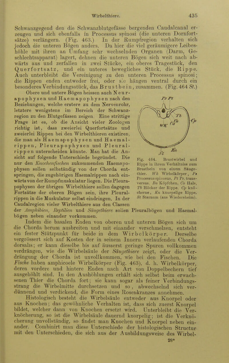 Schwauzgegend den die Schwanzblutgefässe bergenden Caudalcanal er- zeugen und sich ebenfalls in Processus spinosi (die unteren Dornfort- sätze) verlängern. (Fig. 463.) In der Rumpfregion verhalten sich jedoch die unteren Bögen anders. Da hier die viel geräumigere Leibes- höhle mit ihren an Umfang sehr wechselnden Organen (Darm, Ge- schlechtsai)parat) lagert, dehnen die unteren Bögen sich weit nach ab- wärts aus und zerfallen in zwei Stücke, ein olseres Tragestück, den Querfortsatz, und ein unteres bewegliches Stück, die Rippe. Auch unterbleibt die Vereinigung zu den unteren Processus spinosi; die Rippen enden entweder frei, oder s!o hängen ventral durch ein besonderes Verbindungsstück, das Brustbein, zusammen. (Fig. 464 St.) Obere und untere Bögen heissen auch N eu r- apophysen und Haemapophysen nach den Beziehungen, welche erstere zu dem Nervenrohr, letztere wenigstens im Bereich der Schwanz- region zu den Blutgefässen zeigen. Eine strittige Frage ist es, ob die Ansicht vieler Zoologen richtig ist, dass zweierlei Querfortsätze und zweierlei Rippen bei den Wirbelthieren existiren, die man als Haemapophysen und H a e m a 1 - rippen, Pleurapophysen und Pleural- rippen unterscheiden könnte. Man hat die An- sicht auf folgende Unterschiede begründet. Die nur den Knochenfischen zukommenden Haemapo- physen sollen selbständig von der Chorda ent- springen, die zugehörigen Haeraalrippen nach ein- wärts von derßumpfmuskulatur liegen. DiePleura- pophysen der übrigen Wirbelthiere sollen dagegen Fortsätze der oberen Bögen sein, ihre Pleural- rippen in die Muskulatur selbst eindringen. In der Caudalregion vieler Wirbelthiere aus den Classen der Amphibien, Reptilien und Smigethiere sollen Pleuralbögen und Haemal- bögen neben einander vorkommen. Indem die basalen Enden von oberen und unteren Bögen sich um die Chorda herum ausbreiten und mit einander verschmelzen, entsteht ein fester Stützpunkt für beide in dem Wirbclkörper. Derselbe vergrössert sich auf Kosten der in seinem Innern verlaufenden Chorda dorsalis; er kann dieselbe bis auf äusserst geringe Spuren vollkommen verdrängen, wie die Wirbelsäule der Smigethiere zeigt, oder die Ver- drängung der Chorda ist unvollkommen, wie bei den Fischen. Die Fische haben amphicoele Wirbelkörper (Fig. 463), d. h. AVirbelkörper, deren vordere und hintere Enden nach Art von Doppelbechern tief ausgehöhlt sind. In den Aushöhlungen erhält sich selbst beim erwach- senen Thier die Chorda fort; sie kann sogar als feiner Verbindungs- strang die Wirbelmitte durchsetzen und so, abwechselnd sich ver- dünnend und verdickend, die Form eines Rosenkranzes annehmen. Histologisch besteht die Wirbelsäule entweder aus Knorpel oder aus Knochen; das gewöhnliche Verhalten ist, dass sich zuerst Knorpel bildet, welcher dann von Knochen ersetzt wird. Unterbleibt die Ver- knöcherung, 80 ist die Wirbelsäule dauernd knorpelig; ist die Verknö- cherung unvollständig, so findet man Knochen und Knorpel neben ein- ander. Combinirt man diese Unterschiede der histologischen Structur mit den Unterschieden, die sich aus der Ausbildungsweise des Wirbel- 28* Fig. 464. Brustwirbel und Rippe in ihrem Verhttltniss zum Brustbein von einem Säuge- thier. Wk Wirbelkörper, Fs Processus spiiiosus, Pt Pr. trans- versus. Ba Köpfchen, Co Hals, Tb Höcker der Rippe, Cp knö- cherne , Kn knorpelige Rippe, St Sternum (aus Wiedersheim).