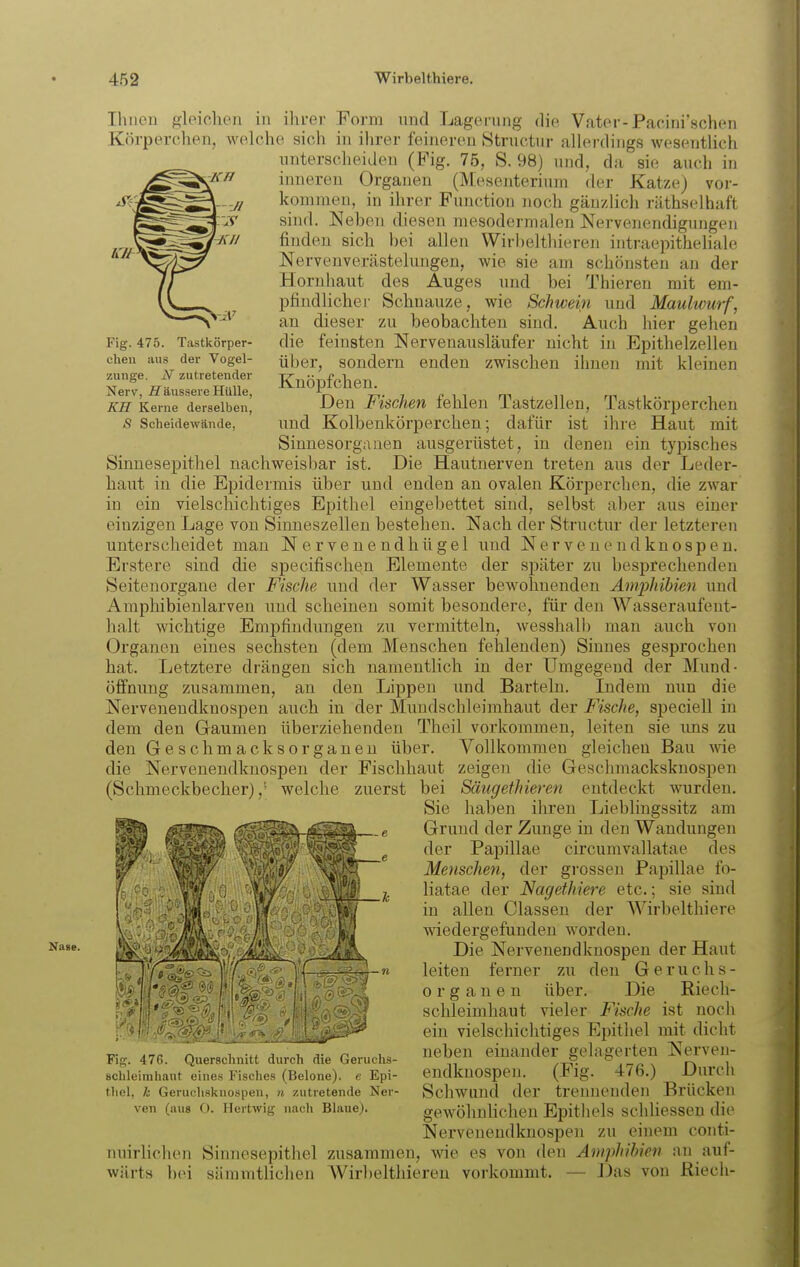 Nase. Jüt Fig. 475. Tastkörper- chen aus der Vogel- zunge. N zutretender Nerv, ÜT äussere Hülle, KH Kerne derselben, 8 Scheidewände, Ihnen gleichen in ihrer Form und Lagerung die Vater-Pacini'schen Körperchen, welche sich in ihrer feineren Structur aUerdings wesenÜich unterscheiden (Fig. 75, S. 98) und, da sie auch in inneren Organen (Mesenterium der Katze) vor- kommen, in ihrer Function noch gänzlich räthselhaft snid. Neben diesen mesodermalen Nervenendigungen finden sich bei allen Wirbelthieren intraepitheliale Nervenverästelungen, wie sie am schönsten an der Hornhaut des Auges und bei Thieren mit em- pfindlicher Schnauze, wie Schwein und Maulwurf, an dieser zu beobachten sind. Auch hier gehen die feinsten Nervenausläufer nicht in Epithelzellen über, sondern enden zwischen ihnen mit kleinen Knöpfchen. Den Fischen fehlen Tastzellen, Tastkörperchen und Kolbenkörperchen; dafür ist ihre Haut mit Sinnesorganen ausgerüstet, in denen ein typisches Sinnesepithel nachweisbar ist. Die Hautnerven treten aus der Leder- haut in die Epidermis über und enden an ovalen Körperchen, die zwar in ein vielschichtiges Epithel eingebettet sind, selbst aber aus einer einzigen Lage von Sinneszellen bestehen. Nach der Structur der letzteren unterscheidet man Nervenendhügel und Nervenend knospen. Erstere sind die specifischen Elemente der später zu besprechenden Seitenorgane der Fische und der Wasser bewohnenden Amphibien und Amphibienlarven und scheinen somit besondere, für den Wasseraufent- halt wichtige Empfindungen zu vermitteln, wesshalb man auch von Organen eines sechsten (dem Menschen fehlenden) Sinnes gesprochen hat. Letztere drängen sich namentlich in der Umgegend der Mund- öffnung zusammen, an den Lippen und Barteln. Indem nun die Nervenendknospen auch in der Mundschleimhaut der Fische, speciell in dem den Gaumen überziehenden Theil vorkommen, leiten sie ims zu den Geschmacksorganen über. Vollkommen gleichen Bau wie die Nervenendknospen der Fischhaut zeigen die Geschmacksknospen (Schmeckbecher),' welche zuerst bei Säugethieren entdeckt wurden. Sie haben ihren Lieblingssitz am Grund der Zunge in den Wandungen der Papillae circumvallatae des Menschen, der grossen Papillae fo- liatae der Nagethiere etc.; sie sind in allen Classen der Wirbelthiere wiedergefunden worden. Die Nervenend knospen der Haut leiten ferner zu den Geriichs- Organen über. Die Riech- schleimhaut vieler Fische ist noch ein vielschichtiges Epithel mit dicht neben einander gelagerten Nerven- endknospen. (Fig. 476.) Durch Schwund der trennenden Brücken gewöhnHcheu Epithels schhessen die Nervenendknospen zu einem conti- nuirlichen Sinnesepithel zusammen, wie es von den Amphibien an auf- wärts bei sämmtlichen Wirl)eltliieren vorkommt. — J3as von Riech- Fig. 476. Quorsciniilt durcli die Geruchs- schleinihaut eines Fisches (Belone). e Epi- thel, k Geruchsknospen, 7i zuti'etende Ner- ven (aus O. Hertwig nach Blaue).