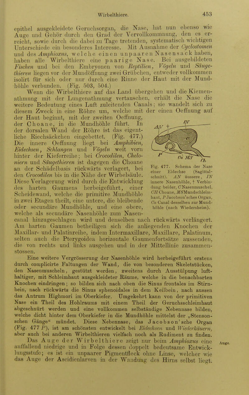 epithel ausgekleidete Geruchsorgan, die Nase, hat nun ebenso wie Auge und Gehör durch den Grad der Vervollkommnung, den es er- reicht, sowie durch die dabei zu Tage tretenden, systematisch wichtigen Unterschiede ein besonderes Interesse. Mit Ausnahme der Cyclostomen und des Amphioxus, welche einen unpaaren Nasensack haben, haben alle Wirbelthiere eine paarige Nase. Bei ausgebildeten Fischen und bei den Embryonen von Reptilien, Vögeln und Säuge- thieren liegen vor der Mundöifnung zwei Grübchen, entweder vollkommen isolirt für sich oder nur durch eine Rinne der Haut mit der Mund- höhle verbunden. (Fig. 503, 504.) Wenn die Wii'belthiere auf das Land übergehen und die Kiemen- athmung mit der Lungenathmung vertauschen, erhält die Nase die weitere Bedeutung eines Luft zuleitenden Canals; sie wandelt sich zu diesem Zweck in eine Röhre um, welche mit der einen Oeffnung auf der Haut beginnt, mit der zweiten Oeffnung, der Ohoane, in die Mundhöhle führt. In der dorsalen Wand der Röhre ist das eigent- liche Riechsäckchen eingebettet. (Fig. 477.) Die innere Oeifuung liegt bei Amphibien, Eidechsen, Schlangen und Vögeln weit vorn hinter der Kieferreihe; bei Crocodilen, Chelo- niern und Säugeihieren ist dagegen die Choane an der Schädelbasis rückwärts verlagert, bei den Crocodilen bis in die Nähe der Wirbelsäule. Diese Verlagerung wird durch die Entwicklung des harten Gaumens herbeigeführt, einer Scheidewand, welche die primitive Mundhöhle in zwei Etagen tlieilt, eine untere, die bleibende oder secundäre Mundhöhle, und eine obere, welche als secundäre Nasenhöhle zum Nasen- canal hinzugeschlagen wird und denselben nach rückwärts verlängert. Am harten Gaumen betlieiligen sich die anliegenden Knochen der Maxillar- und Palatinreihe, indem Intermaxillare, Maxillare, Palatinum, selten auch die Pterygoidea horizontale Gaumenfortsätze aussenden, die von rechts und links ausgehen und in der Mittellinie zusammeu- stossen. Eine weitere Vergrösserung der Nasenhöhle wird herbeigeführt erstens durch complicirte Faltungen der Wand, die von besonderen Skeletstücken, den Nasenmuscheln, gestützt werden, zweitens durch Ausstülpung luft- haltiger, mit Schleimhaut ausgekleideter Räume, welche in die benachbarten Knochen eindringen; so bilden sich nach oben die Sinus frontales im Stirn- bein, nach rückwärts die Sinus sphenoidales in dem Keilbein, nach aussen das Antrum Highmori im Oberkiefer. Umgekehrt kann von der primitiven Nase ein Theil des Hohlraums mit einem Theil der Greruchsschleimhaut abgeschnürt werden und eine vollkommen selbständige Nebennase bilden, welche dicht hinter dem Oberkiefer in die Mundhöhle mittelst der „Stenson- schen Gänge mündet. Diese Nebennase, das Jac o b s o n'sehe Organ (Fig. 477 P), ist am schönsten entwickelt bei Eidechsen und WiMerkäuern, aber auch bei anderen Wirbelthieren vielfach noch als Rudiment zu finden. Das Auge der Wirbelthiere zeigt nur beim Amphioxus eine auffallend niedrige und in Folge dessen doppelt bedeutsame Entwick- lungsstufe; es ist ein unpaarer Pigmentfleck ohne Linse, welcher wie das Auge der Ascidienlarven in der Wandung des Hirns selbst liegt. Fig. 477. Schema der Nase einer Eicleclise (Sagittal- schnitt). AN äussere, IN innere Nasenhöhle, f Verbin- dung beider, CNasenniuschel, CH Choane, iüfS'Mundschleini- haut, P Jacobson'sches Organ, Ca Canal desselben zur Mund- höhle (nach Wiedersheim).