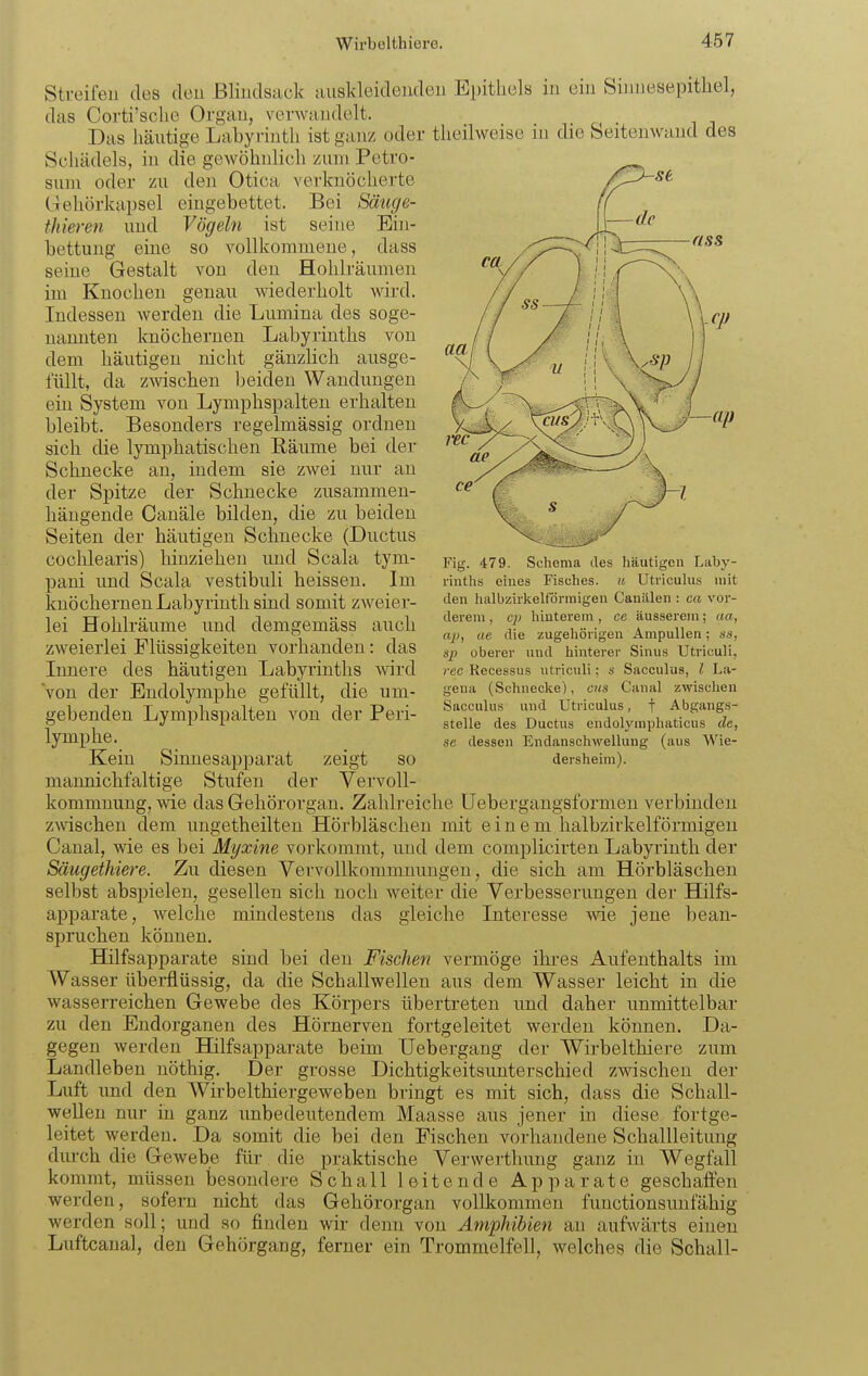 Streifen des den ßlindsack auskleidenden Epithels in ein Sinuesepithel, das Corti'sche Organ, verwandelt. Das häutige Labyrinth ist ganz oder tlieilweise in die Seitenwand des Schädels, in die gewöhnlich mm Petro- sum oder zu den Otica verknöcherte Gehörkapsel eingebettet. Bei Säuge- thieren und Vögeln ist seine Ein- bettung eine so vollkommene, dass seine Gestalt von den Hohlräumen im Knochen genau wiederholt wird. Indessen werden die Lumina des soge- nannten knöchernen Labyrinths von dem häutigen nicht gänzlich ausge- füllt, da zwischen beiden Wandungen ein System von Lymphspalten erhalten bleibt. Besonders regelmässig ordnen sich die lymphatischen Bäume bei der Schnecke an, indem sie zwei nur an der Spitze der Schnecke zusammen- hängende Canäle bilden, die zu beiden Seiten der häutigen Schnecke (Ductus cochlearis) hinziehen imd Scala tym- pani und Scala vestibuli heissen. Im knöchernen Labyrinth sind somit zweier- lei Hohlräume und demgemäss auch zweierlei Flüssigkeiten vorhanden: das Innere des häutigen Labyrinths Avird Von der Endolymphe gefüllt, die um- gebenden Lymphspalten von der Peri- lymphe. Kein Sinnesapparat zeigt so mannichfaltige Stufen der Vervoll- kommnung, wie das Gehörorgan. Zahlreiche Uebergangsformen verbinden zwischen dem ungetheilten Hörbläschen mit einem halbzirkelförmigeu Canal, wie es bei Myxine vorkommt, und dem complicirten Labyrinth der Säugethiere. Zu diesen Vervollkommnungen, die sich am Hörbläschen selbst abspielen, gesellen sich noch weiter die Verbesserungen der Hilfs- apparate, welche mindestens das gleiche Interesse wie jene bean- spruchen können. Hilfsapparate sind bei den Fischen vermöge ihres Aufenthalts im Wasser überflüssig, da die Schallwellen aus dem Wasser leicht in die wasserreichen Gewebe des Körpers übertreten und daher unmittelbar zu den Endorganen des Hörnerven fortgeleitet werden können. Da- gegen werden Hilfsapparate beim Uebergang der Wirbelthiere zum Landleben nöthig. Der grosse Dichtigkeitsunterschied zwischen der Luft und den Wii-belthiergeweben bringt es mit sich, dass die Schall- wellen nur in ganz unbedeutendem Maasse aus jener in diese fortge- leitet werden. Da somit die bei den Fischen vorhandene Schallleitung diu-ch die Gewebe für die praktische Verwerthung ganz in Wegfall kommt, müssen besondere Schall leitende Apparate geschaffen werden, sofern nicht das Gehörorgan vollkommen functionsunfähig werden soll; und so finden wii- denn von Amphibien an aufwärts einen Luftcanal, den Gehörgang, ferner ein Trommelfell, welches die Schall- Fig. 479. Schema des häutigen Laby- rinths eines Fisches, u Utricuhis mit den halbzirkelförraigen CanLÜen : ca vor- derem , cp hinterem , ce äusserem; aa, ap, ae die zugehörigen Ampullen; «s, sp oberer und hinterer Sinus Utriculi, rec Recessus utriculi; s Sacculus, l La- gena (Schnecke), cns Canal zwischen Sacculus und Utriculus, f Abgangs- stelle des Ductus endolymphaticus de, se dessen Endanschwellung (aus Wie- dersheim).