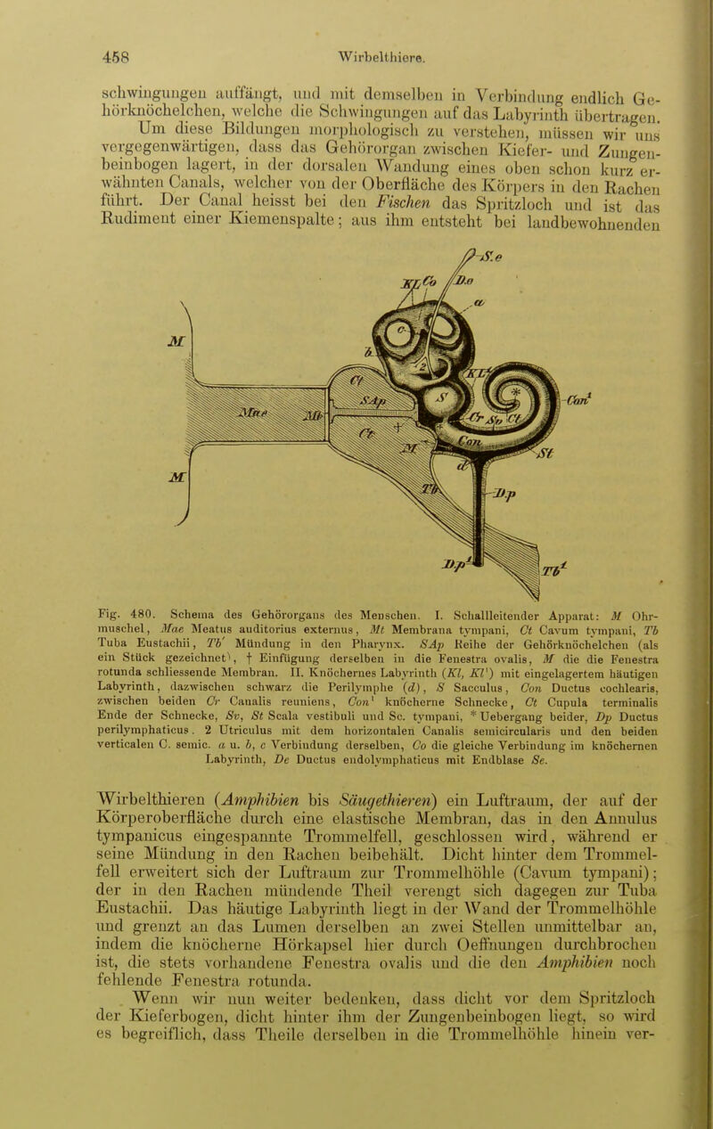 schwingungeu auffängt, imd mit demselben in Verbindung endlich Go- hörloiöchelchen, welche die Schwingungen auf das Labyi-inth übertragen Um diese Bildungen morphologisch zu verstehen, müssen wir uns vergegenwärtigen, dass das Gehörorgan zwischen Kiefer- und Zungen- beinbogen lagert, in der dorsalen A¥audung eines oben schon kurz er- wähnten Canals, welcher von der Oberfläche des Körpers in den Rachen führt. Der Caual heisst bei den Fischen das Spritzloch und ist das Rudiment einer Kiemeuspalte; aus ihm entsteht bei landbewohnendeu Fig. 480. Schema des Gehörorgans des Menschen. I. Schallleitender Apparat: M Ohr- muschel, Mae Meatus auditorius externus, Mt Membrana tympani, Ot Cavum tympani, Tb Tuba Eustachi!, Tb' Mündung in den Pharj'nx. SÄp Reihe der Gehörknöchelchen (als ein Stück gezeichnet^», f Einfügung derselben in die Fenestra ovalis, M die die Fenestra rotunda schliessende Membran. II. Knöchernes Labyrinth {Kl, KV) mit eingelagertem häutigen Labyrinth, dazwischen schwarz die Perilymphe {d), S Sacculus, Con Ductus cochlearis, zwischen beiden Cr Canalis reuniens, Con^ knöcherne Schneclic, Ct Cupula terminalis Ende der Schnecke, 8v, St Scala vestibuli und Sc. tympani, * Uebergang beider. Dp Ductus perilymphaticus. 2 ütriculus mit dem horizontalen Canalis semicircularis und den beiden verticalen C. semic. an. b, c Verbindung derselben, Co die gleiche Verbindung im knöchernen Labyrinth, De Ductus endolymphaticus mit Endblase 8e. Wirbelthieren (Amphibien bis Säugethieren) ein Luftraum, der auf der Körperoberfläche durch eine elastische Membran, das in den Anuulus tympanicus eingespannte Trommelfell, geschlossen wird, während er seine Mündung in den Rachen beibehält. Dicht hinter dem Trommel- fell erweitert sich der Luftraum zur Trommelhöhle (Cavum tympani); der in den Rachen mündende Theil verengt sich dagegen zur Tuba Eustachii. Das häutige Labyrinth liegt in der Wand der Trommelhöhle und grenzt an das Lumen derselben an zwei Stellen unmittelbar au, indem die knöcherne Hörkapsel hier durch Oefi'nungeu durchbrochen ist, die stets vorhandene Fenestra ovalis und die den Amphibien noch fehlende Fenestra rotunda. Wenn wir imn weiter bedeuken, dass dicht vor dem Spritzloch der Kieferbogen, dicht hinter ihm der Zungenbeinbogen liegt, so wd es begreiflich, dass Theile derselben in die Trommelhöhle hinein ver-