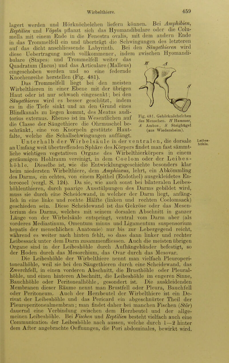 lagert werden und Hörknöclielclien liefern können. Bei Amphibien, Beptilien und Vögeln pflanzt sich das Hyomaudibulare oder die Colii- mella mit einem Ende in die Fenestra ovalis, mit dem andern Ende in das Trommelfell ein und überträgt die Schwingungen des letzteren auf das dicht anschliessende Labyrinth. Bei den Säugethieren wird diese Uebertraguug noch vollkommener, indem zwischen Hyomaudi- bulare (Stapes) und Trommelfell weiter das Quadratum (Incus) und das Articulare (Malleus) eingeschoben werden und so eine federnde Knochem-eihe herstellen (Fig. 481). Das Trommelfell liegt bei den meisten Wirbelthieren in einer Ebene mit der übrigen Haut oder ist nur schwach eingesenld; bei den Säugethieren wird es besser geschützt, indem es in die Tiefe sinkt und an den Grund eines Blindkauais zu liegen kommt, des Meatus audi- torius externus. Ebenso ist im Wesentlichen auf Gehörknöchelchen , ... T III des Menschen, ff Hammer, die Classe der öaugethiere die Ohrmuschel be- ^ Ambos, s Steigbügel schränkt, eine von Knorpeln gestützte Haut- (aus wiedersheim). falte, welche die Schallschwingungen auffängt. Unterhalb der Wirbelsäule in der ventralen, die dorsale an Umfang weit übertreffenden Sphäre des Körpers findet man fast sämmt- liche wichtigen vegetativen Organe des Wirbelthierkörpers in einem geräumigen Hohlraum vereinigt, in dem Coelom oder der Leib es- höhle. Dieselbe ist, wie die Entwicklungsgeschichte besonders klar beim niedersten Wirbelthiere, dem Ämphioxus, lehrt, ein Abkömmling des Darms, ein echtes, von einem Epithel (Endothel) ausgekleidetes En- terocoel (vergl. S. 124). Da sie, wie auch sonst bei bilateralen Leibes- höhlenthieren, diu'ch paarige Ausstülpungen des Darms gebildet wird, miiss sie dm-ch eine Scheidewand, in welcher der Darm liegt, anfäng- lich in eine linke und rechte Hälfte (linken und rechten Coelomsack) geschieden sein. Diese Scheidewand ist das Gekröse oder das Mesen- terium des Darms, welches mit seinem dorsalen Abschnitt in ganzer Länge von der Wirbelsäule entspringt, ventral vom Darm aber (als vorderes Mediastinum, Omentum minus und Ligamentum Suspensorium hepatis der menschlichen Anatomie) nur bis zur Lebergegend reicht, während es weiter nach hinten fehlt, so dass dann linker und rechter Leibessack unter dem Darm zusammenfliessen. Auch die meisten übrigen Organe sind in der Leibeshöhle diu'ch Aufhängebänder befestigt, so der Hoden durch das Mesorchium, das Ovar durch das Mesovar. Die Leibeshöhle der Wirbelthiere nennt man vielfach Pleuroperi- tonealhöhle, weil sie bei den Säugethieren durch eine Scheidewand, das Zwerchfell, in einen vorderen Abschnitt, die Brusthöhle oder Pleural- höhle, und einen hinteren Abschnitt, die Leibeshöhle im engeren Sinne, Bauchhöhle oder Peritonealhöhle, gesondert ist. Die auskleidenden Membranen dieser Räume nennt man Brustfell oder Pleura, Bauchfell oder Peritoneum. Auch der Herzbeutel der Wirbelthiere ist ein De- rivat der Leibeshöhle und das Pericard ein abgeschnürter Theil der Pleuroperitonealmembran; man findet daher bei manchen Fischen {Stör) dauernd eine Verbindung zwischen dem Herzbeutel und der allge- meinen Leibeshöhle. Bei Fischen und Reptilien besteht vielfach auch eine Communication der Leibeshöhle nach aussen, welche durch 1—2 hinter dem After angebrachte Oeffnungen, die Pori abdominales, bewirkt wird.