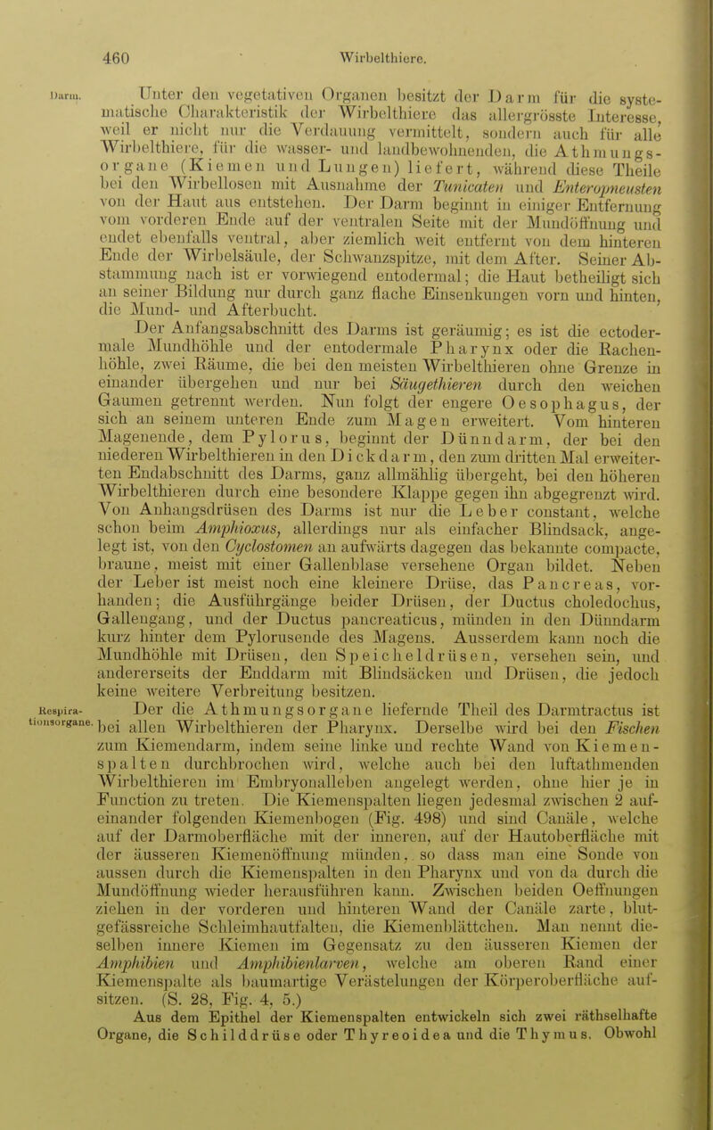Darm. Unter eleu vegetativen Organen besitzt der Darm für die syste- uuitische Charakteristik der Wirbelthiere das allergrösste Interesse weil er niclit nur die Verdauung vermittelt, sondern auch für alle Wirbelthiere, für die wasser- und landbewohnenden, die Athmungs- organe (Kiemen und Lungen) liefert, während diese Theile bei den Wirbellosen mit Ausnahme der Tunicaten und Enteropneusten von der Haut aus entstehen. Der Darm beginnt in einiger Entfernung vom vorderen Ende auf der vejitralen Seite mit der Mundöffnung und endet ebenfalls ventral, aber ziemlich Aveit entfernt von dem hinteren Ende der Wirbelsäule, der Schwanzspitze, mit dem After. Seiner Ab- stammung nach ist er vorwiegend entodermal; die Haut betheihgt sich an seiner Bildung nur durch ganz flache Einsenkungen vorn und hinten, die Mund- und Afterbucht. Der Anfangsabschnitt des Darms ist geräumig; es ist die ectoder- male Mundhöhle und der entodermale Pharynx oder die Rachen- höhle, zwei Eäume, die bei den meisten Wü-belthieren ohne Grenze in einander übergehen und nur bei Säugethieren durch den weichen Gaumen getrennt werden. Nun folgt der engere Oesophagus, der sich au seinem unteren Ende zum Magen erweitert. Vom hintereu Mageneude, dem Pylorus, beginnt der Dünndarm, der bei den niederen Wirbelthiereu in den Dickdarm, den zum dritten Mal erweiter- ten Endabschuitt des Darms, ganz allmählig übergeht, bei den höheren Wirbelthiereu durch eine besondere Klappe gegen ihn abgegrenzt Avird. Von Anhangsdrüsen des Darms ist nur die Leber constant, welche schon beim AmpMoxus, allerdings nur als einfacher BHndsack, ange- legt ist, von den Cyclostomen an aufwärts dagegen das bekannte compacte, braune, meist mit einer Gallenblase versehene Organ bildet. Neben der Leberist meist noch eine kleinere Drüse, das Paucreas, vor- handen; die Ausführgänge beider Drüsen, der Ductus choledochus, Galleugang, und der Ductus pancreaticus, münden in den Dünndarm kurz hinter dem Pylorusende des Magens. Ausserdem kann noch die Mundhöhle mit Drüsen, den Speicheldrüsen, versehen sein, und andererseits der Enddarm mit Blindsäcken und Drüsen, die jedoch keine weitere Verbreitung besitzen. Kespira- Der die Athmungsorgane liefernde Theil des Darmtractus ist tionsorgane. jjg- ^^^^^ Wirbelthiereu der Pharynx. Derselbe wird bei den Fischen zum Kiemendarm, indem seine linke und rechte Wand von Kiemen- spalten durchbrochen wird, welche auch bei den luftathmenden Wirbelthiereu im Embryoualleben angelegt werden, ohne liier je in Function zu treten. Die Kiemenspalten liegen jedesmal zwischen 2 auf- einander folgenden Kiemenl)ogen (Fig. 498) und sind Canäle, welche auf der Darmoberfläche mit der inneren, auf der Hautoberfläche mit der äusseren Kiemenöffnung münden,. so dass man eine Sonde von aussen durch die Kiemenspalten in den Pharynx und von da durch die Mundöffnung wieder herausführen kann. Z-wischen beiden Oeffnungen ziehen in der vorderen und hintereu Wand der Canäle zarte, blut- gefässreiche Schleimhautfalten, die Kiemenblättchen. Man nennt die- selben innere Kiemen im Gegensatz zu den äusseren Kiemen der Amphibien und Ämphibienlaroen, welche am oberen Rand einer Kiemenspalte als baumartige Verästelungen der Körperoberfläche auf- sitzen. (S. 28, Fig. 4, 5.) Aus dem Epithel der Kiemen spalten entwickeln sich zwei räthselhafte Organe, die Schilddrüse oder Thyreoidea und die Thymus. Obwohl