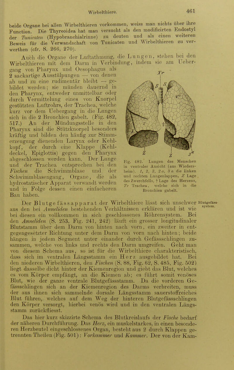 beide Organe bei allen Wirbelthieren vorkommen, weiss man nichts über ihre Function. Die Thyreoidea hat man versucht als den modificirten Endostyl der Timicaten (Hypobranchialrinne) zu deuten und als einen weiteren Beweis für die Verwandschaft von Tunicaten und Wirbelthieren zu ver- werthen (cfr. 8. 266, 270). Auch die Organe der TAiftathmnng, die Lungen, stehen hei den Wirbelthieren mit dem Darm in Verbindung, indem sie am Ueher- gang von Pharynx \md Oesophagus als 2 sackartige Ausstülpungen — von denen ab und zu eüie rudimentär bleibt — ge- bildet werden; sie münden dauernd in den Pharynx, entweder unmittelbar oder durch Vermittelung eines von Knorpel gestützten Luftrohrs, der Trachea, welche kurz vor dem Uebergang in die Lungen sich in die 2 Bronchien gabelt. (Fig. 482, 517.) An der Mündungsstelle in den Pharynx sind die Stützknorpel besonders kräftig und bilden den häufig zur Stimni- erzeugung dienenden Larynx oder Kehl- kopf, der durch eine Klappe (Kehl- deckel, Epiglottis) gegen den Pharynx abgeschlossen werden kann. Der Lunge und der Trachea entsprechen bei den Fischen die ScliAvimmblase und der Schwimmblasengang, Organe, die als „ .. . - hydrostatischer Apparat verwandt werden t^' Zwerchfells, f Lage des Herfens, , ^ . . „ 1 Tr Trachea, welclie sich in die und m Folge dessen einen emlacheren Bronchien gabelt. Bau haben. Der Blutgefässap parat der Wirbeltliiere lässt sich unschwer BiutgefäBs- aus den bei Anneliden bestehenden Verhältnissen erklären und ist wie bei diesen ein vollkommen in sich geschlossenes Röhrensystem. Bei den Anneliden (S. 253, Fig. 241, 242) läuft ein grosser longitudinaler Blutstamm über dem Darm von hinten nach vorn, ein zweiter in ent- gegengesetzter Richtung unter dem Darm von vorn nach hinten; beide hängen in jedem Segment unter einander durch Gefässschlingen zu- sammen, welche von links und rechts den Darm umgreifen. Geht man von diesem Schema aus, so ist für die Wirbelthiere charakteristisch, dass sich im ventralen Längsstamm ein Herz ausgebildet hat. Bei den niederen Wirbelthieren, den Fischen (S. 88, Fig. 62, S. 485, Fig. 502) liegt dasselbe dicht liinter der Kiemenregion und giebt das Blut, welches es vom Körper empfängt, an die Kiemen ab; es führt somit venöses Blut, wie der ganze ventrale Blutgefässstamm. Da die vorderen Ge- fässschlingen sich an der Kiemenregion des Darms verbreiten, muss der aus ihnen sich sammelnde dorsale Längsstamm sauerstoffreiches Blut führen, welches auf dem Weg der hinteren Blutgefässschliugen den Körper versorgt, hierbei venös wird und in den ventralen Längs- stamm zurückfliesst. Das hier kurz skizzirte Schema des Blutkreislaufs der Fische bedarf der näheren Durchführvmg. Das Herz, ein muskelstarkes, in einen besonde- ren Herzbeutel eingeschlossenes Organ, besteht aus 2 durch Klappen ge- trennten Theilen (Fig. 501) : Vorkammer und Kammer. Der von der Kam- Fig. 482. Lungen des Menschen in ventraler Ansicht (aus Wieders- heim). 1, 2, 3, 2 a, 3 a die linken und rechten Lungenlappen, Z Lage