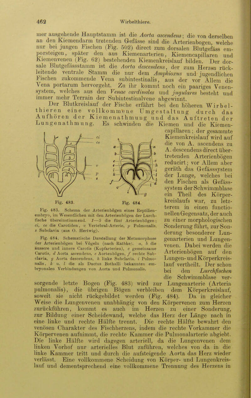 iner ausgehende Hauptstamm ist die Aorta ascendens; die von derselben an den Kiemendarm tretenden Gefässe sind die Arterienbogen welche nur bei jungen Fischen (Fig. 502) direct zum dorsalen Blutgefäss em- porsteigen, später den aus Kiemenarterien, KiemencapiIlaren und Kiemenvenen (Fig. 62) bestehenden Kiemenkreislauf bilden. Der dor- sale Blutgefässstamm ist die Aorta descendens, der zum Herzen rück- leitende ventrale Stamm die nur dem Amphioxus und jugendhchen Fischen zukommende Vena subintestinalis, aus der vor Allem die Vena portarum hervorgelit. Zu ihr kommt noch ein paariges Venen- system, welches aus den Venae cardinales und jugulares besteht und immer mehr Terrain der Subiutestinalvene abgewinüt. Der Blutkreislauf der Fische erfährt bei den höheren Wirbel- thieren eine vollkommene Umgestaltung durch das Aufhören der Kiemenathmung und das Auftreten der Lungenathmung. Es schwinden die Kiemen und die Kiemen- capillaren; der gesammte Kiemenkreislauf wird auf die von A. ascendens zu A. descendens direct über- tretenden Arterienbögeu reducirt; vor Allem aber geräth das Gefässsystem der Lunge, welches bei den Fischen als Gefäss- system der Schwimmblase ein Theil des Körper- kreislaufs war, zu letz- terem in einen functio- nellen Gegensatz, der auch zu einer morphologischen Sonderung führt, zur Son- derung besonderer Lun- genarterieu und Lungen- venen. Dabei werden die Arterien bögen auf den Lungen- und Körperkreis- lauf vertheilt. Der schon bei den Lvrchßschen die Schwimmblase ver- Lungenarterie (Arteria dem Körperkreislauf, 484). Da in gleicher Fig. 484. Fig. 483. Fig. 483. Schema der Arterienbögeu eines Keptilien- embryo, im Wesentlichen mit den Arterienbogen der Lurch- fische Ubereinstimmend. 1—5 die fünf Arterienbogen; ci, ce die Carotiden, v Vertebral-Arterie, i) Piilmonalis, s Subclavia ^aus 0. Hertwig). Fig. 484. Schematische Darstellung der Metamorphose der Arterienbogen bei Vögeln (nach Rathiie). a, b die äussere und innere Carotis (Kopfarterieu), c gemeinsame Carotis, d Aorta ascendens, e Aortenbögen, / rechte Sub- clavia, g Aorta descendens, h linke Subclavia, i Pulmo- nalis y h n. l die als Ductus Bothalli bekannten em- bryonalen Verbindungen von Aorta und Pulmonalis. sorgende letzte Bogen (Fig. 483) wird zur pulmonalis), die übrigen Bögen verbleiben soweit sie nicht rückgebildet werden (Fig. Weise die Lungenvenen unabhängig von den Körpervenen zum Herzen zurückführen, kommt es auch im Herzen zu einer Sonderung, zur Bildung einer Scheidewand, welche das Herz der Länge nach in eine linke und rechte Hälfte trennt. Die rechte Hälfte bewahrt den venösen Charakter des Fischherzens, indem die rechte Vorkammer die Körpervenen aufnimmt, die rechte Kammer die Pulmonalarterie abgiebt. Die linke Hälfte wird dagegen arteriell, da die Lungenvenen dem linken Vorhof nur arterielles Blut zuführen, welches von da in die linke Kammer tritt und durch die aufsteigende Aorta das Herz wieder verlässt. Eine vollkommene Scheidung von Körper- und Lungenkreis- lauf und dementsprechend eine vollkommene Trennung des Herzens in