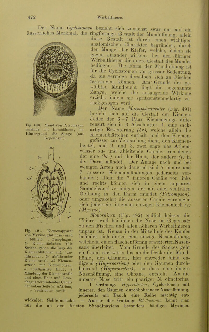 Fig. 490. Mund von Petromyzon marinus mit Hornzähnen, im Hintergrund die Zunge Gegenbaur). (aus Der Name Oijclostomen bezieht sich /unüchst zwar nur auf ein äusserliches Merkmal, die ringförmige Gestalt der Muiidöffimng. allein diese Gestalt ist durch eineii wichtigen anatomischen Charakter begründet, durch den Mangel der Kiefer, Avelche, indem sie gegen einander wirken, bei den übrigen Wirbelthieren die quere Gestalt des Mundes bedingen. Die Form der Mundöffnung ist für die Cyclostomen von grosser Bedeutung, da sie vermöge derselben sich an Fischen festsaugen können. Am' Grunde der ge- wölbten Mundbucht liegt die sogenannte Zunge, welche die ansaugende Wirkung erzielt, indem sie spritzen stempelartig zu- rückgezogen mi'd. Der JMame Marsipobranchier (Fig. 491) bezieht sich auf die Gestalt der Kiemen. Jeder der 6-7 Paar Kiemengänge diffe- renzirt sich in 3 Abschnitte: 1. eine sack- artige Erweiterung (br), welche allein die Kiemenblättchen enthält und den Kiemen- gefässen zur Verästelung dient, den Kiemen- beiitel, und 2. und 3. zwei enge das Athem- wasser zu- und ableitende Canäle, von denen der eine (br') auf der Haut, der andere (i) in den Darm mündet. Der Anlage nach und bei wenigen Arten auch dauernd sind 7 innere und 7 äussere Kiemenmündungen jederseits vor- handen; allein die 7 inneren Canäle von links und rechts können sich in einen impaareu Sammelcanal vereinigen, der mit einer ventralen Oeffnung in den Darm mündet (Petroimjzon), oder umgekehrt die äusseren Canäle vereinigen sich jederseits in einem einzigen Kiemenloch (s) ( M//aine). Monorhinen (Fig. 492) endlich heissen die Thiere, weil bei ihnen die Nase im Gegensatz zu den Fischen und allen höheren Wirbelthieren unpaar ist. Genau in der Mittellinie des Kopfes 1)efindet sich dorsal eine einzige Nasenöffnuug, welche in einen flaschenförmig erweiterten Nasen- sack überleitet. Vom Grunde des Sackes geht ein Canal rückwärts bis an die Decke der Mund- höhle, den Gaumen, hier entweder blind en- digend (Hyperoartien) oder den Gaumen durch- bohrend (Hyperotreten), so dass eine innere Nasenöffnung, eine Choane, entsteht. An die unpaare Nase tritt ein paariger N. olfactorius. I. Ordnung, ffi/perotreten. Cyclostomen mit innerer, den Gaumen durchbohrender Nasenöffnung, jederseits am Bauch eine Reihe mächtig ent- — Ausser der Gattung Bdrllosldinn kennt man Fig. 491. Kiemenapparat von Myxine glutinosa (nach .1. Müller), o Oesophagus, br Kiemensückchen (die Striche geben die Lage der Kiemenblättchen an), i zu- führender, hr' abführender Kiemencanal. ah Kiemen- arterie mit Kiemenbögen, d abpräparirtc Haut, s Mündung der Kiemencanäle und eines Haut und Oeso- phagus verbindenden Canals der linken Seite (c), aAtrium, V Ventriculus cordis. wickelter die nur Schleimsäcke. an den Küsten Skandinaviens besonders häufigen Myxinen.