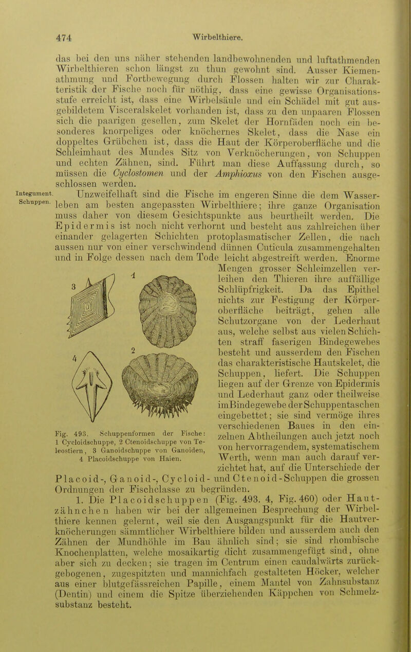 das bei den uns näher stehenden landbewohnenden nnd luftathmenden Wirbelthieren schon längst yai thun gewohnt sind. Ausser Kiemen- athmung und Fortbewegung durch teristik der Fische noch für nöthig, Flossen dass halten vnr 7a\t Charak- Organisations- eme gewisse und ein Scliädel mit gut aus- dass zu den luipaaren Flossen der Hornfäden noch ein be- Skelet, dass die Nase ein der Körperoberfläche und die Schuppen durch, so ausge- stufe erreicht ist, dass eine Wirbelsäule gebildetem Visceralskelet vorlianden ist, sich die paarigen gesellen, zum Skelet sonderes knorpeliges oder knöchernes doppeltes Grübchen ist, dass die Haut Schleimhaut des Mundes Sitz von Verknöcherimgen, von und echten Zähnen, sind. Führt man diese Auffassung müssen die Cyclostomsn und der Amphioxus von den Fischen schlössen werden. integument. Unzweifelhaft sind die Fische im engeren Sinne die dem Wasser- schuppen. igjjgjj besten angepassten Wirbelthiere; ihre ganze Organisation muss daher von diesem Gesichtspunkte aus beurtheilt Averden. Die Epidermis ist noch nicht verhornt und besteht aus zahlreichen über einander gelagerten Schichten protoplasmatischer Zellen, die nach aussen nur von einer verschwindend dünnen Cuticula zusammengehalten und in Folge dessen nach dem Tode leicht abgestreift werden. Enorme Mengen grosser Schleimzellen ver- leihen den Thieren ihre auffälHge Schlüpfrigkeit. Da das Epithel nichts zur Festigung der Körper- oberfläche beiträgt, gehen alle Schutzorgane von der Lederhaut aus, welche selbst aus vielen Schich- ten straff faserigen Bindegewebes besteht und ausserdem den Fischen das charakteristische Hautskelet, die Schuppen, liefert. Die Schuppen liegen auf der Grenze von Epidermis und Lederhaut ganz oder theilweise imBindegewebe der Schuppentaschen eingebettet; sie sind vermöge ihres verschiedenen Baues in den ein- zelnen Abtheilimgen auch jetzt noch von hervorragendem, systematischem Werth, wenn man auch darauf ver- zichtet hat, auf die Unterschiede der und C t e n 0 i d - Schuppen die grossen Fig. 493. Schuppenformen der Fische: 1 Cycloidschuppe, 2 Ctenoidschuppe von Te- leostiern, 3 Ganoidschuppe von Ganoideii, 4 Placoidschuppe von Haien. Placoid-, Ganoid-, Cycloid Ordnungen der Fischclasse zu begründen. 1. Die Placoidschuppen (Fig. 493. 4, Fig. 460) oder Haut- zähnchen haben wir bei der allgemeinen Besprechung der Wirbel- thiere kennen gelernt, weil sie den Ausgangspunkt für die Hautver- knöcherungen sämmtHcher Wirbelthiere bilden und ausserdem auch den Zähnen der Mundhöhle im Bau ähnHch sind; sie sind rhombische Knoclienplatten, welche mosaikartig dicht zusammengefügt sind, ohne aber sich zu decken; sie tragen im Centrum einen caudahvärts zurück- gebogenen, zugespitzten und mannichfach gestalteten Höcker, welcher aus einer blutgefässreichen Papille, einem Mantel von Zalinsubstanz (Dentin) und einem die Spitze überziehenden Käppchen von Schmelz- substanz besteht.
