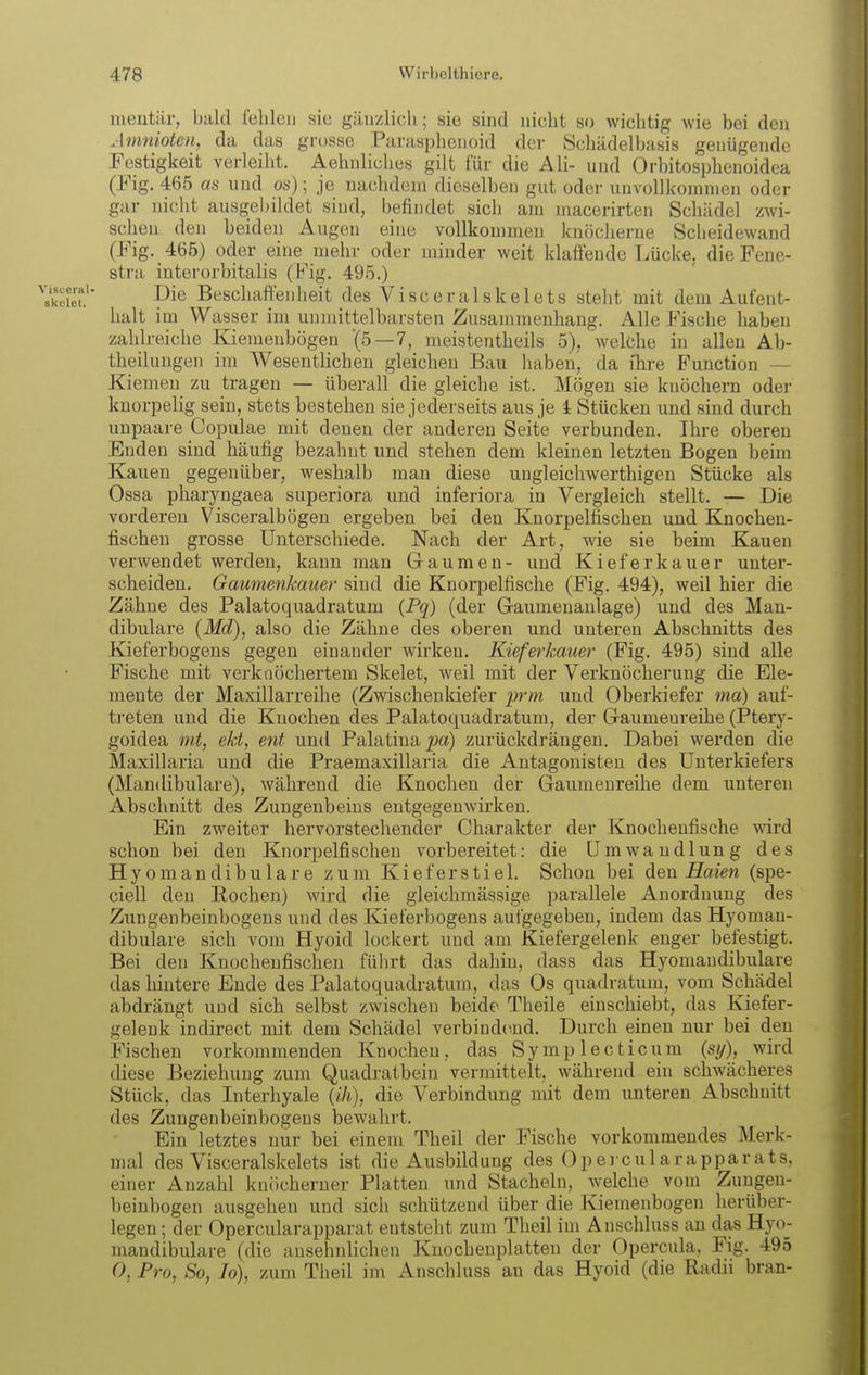 mentär, bald fehlen sie gäuzlicli; sie sind nicht so wichtig wie bei den Aninioten, da das grosse Parasphenoid der Schädelbasis genügende Festigkeit verleiht. Aehnliches gilt für die Ali- und Orbitosphenoidea (Fig. 465 as und os); je nachdem dieselben gut oder unvollkommen oder gar nicht ausgebildet sind, befindet sich am macerirten Schädel zwi- schen den beiden Augen eine vollkommei] knöcherne Scheidewand (Fig. 465) oder eine mehr oder minder weit klaffende Lücke, die Fene- stra interorbitalis (Fig. 495.) Die Beschaffenheit des Visceralskelets steht mit dem Aufent- halt im Wasser im unmittelbarsten Zusammenhang. Alle Fische haben zahlreiche Kiemenbögen (5—7, meistentheils 5), welche in allen Ab- theilungen im AVesentlicben gleichen Bau haben, da ihre Function — Kiemen zu tragen — überall die gleiche ist. Mögen sie knöchern oder knorpelig sein, stets bestehen sie jederseits aus je i Stücken und sind durch unpaare Copulae mit denen der anderen Seite verbunden. Ihre oberen Enden sind häufig bezahut und stehen dem kleinen letzten Bogen beim Kauen gegenüber, weshalb man diese ungleichwerthigen Stücke als Ossa pharyngaea superiora und inferiora in Vergleich stellt. — Die vorderen Visceralbögen ergeben bei den Knorpelfischen und Knochen- fischen grosse Unterschiede. Nach der Art, wie sie beim Kauen verwendet werden, kann man Gaumen- und Kiefer kauer unter- scheiden. Gaumenkauer sind die Knorpelfische (Fig. 494), weil hier die Zähne des Palatoquadratum {Pq) (der GaumenauTage) und des Man- dibulare {Md), also die Zähne des oberen und unteren Abschnitts des Kieferbogens gegen einander wirken. Kieferkauer (Fig. 495) sind alle Fische mit verknöchertem Skelet, weil mit der Verknöcherung die Ele- mente der Maxillarreihe (Zwischenkiefer prm und Oberkiefer ma) auf- ti-eten und die Knochen des Palatoquadratum, der Gaumeureihe (Ptery- goidea mt, ekt, ent und Palatina/)«) zurückdrängen. Dabei werden die Maxillaria und die Praemaxillaria die Antagonisten des Unterkiefers (Mandibulare), während die Knochen der Gaumeureihe dem unteren Abschnitt des Zungenbeins entgegenwirken. Ein zweiter hervorstechender Charakter der Knochenfische wird schon bei den Knorpelfischen vorbereitet: die Umwandlung des Hyomandibulare zum Kieferstiel. Schon bei den Haien (spe- ciell den Rochen) wird die gleichmässige parallele Anordnung des Zungeubeinbogens und des Kieferbogens aufgegeben, indem das Hyomau- dibulare sich vom Hyoid lockert und am Kiefergelenk enger befestigt. Bei den Knochenfischen führt das dahin, dass das Hyomandibulare das hintere Ende des Palatoquadratum, das Os quadratum, vom Schädel abdrängt und sich selbst zwischen beide Theile einschiebt, das Kiefer- geleuk indirect mit dem Schädel verbind(>.nd. Durch einen nur bei den Fischen vorkommenden Knochen, das Symplecticum (sy), wird diese Beziehung zum Quadratbein vermittelt, während ein schwächeres Stück, das Interhyale (ih), die Verbindung mit dem unteren Abschnitt des Zungenbeinbogens bewahrt. Ein letztes nur bei einem Theil der Fische vorkommendes Merk- mal des Visceralskelets ist die Ausbildung des Opei cularapparats, einer Anzahl knöcherner Platten und Stacheln, welche vom Zungen- beinbogen ausgehen und sich schützend über die Kiemenbögen herüber- legen ; der Opercularapparat entsteht zum Theil im Auschluss an das Hyo- mandibulare (die ansehnlichen Knochenplatten der Opercula, Fig. 495 0, Pro, So, lo), zum Theil im Anschluss au das Hyoid (die Radii bran-