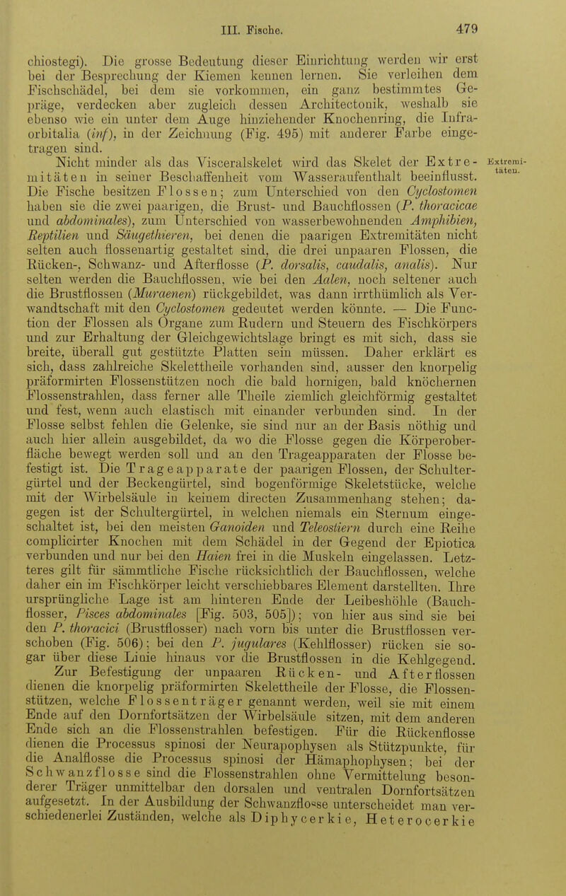 chiostegi). Die grosse Bedeutung dieser Eiurichtung werden wir erst bei der Besprechung der Kiemen kennen lernen. Sie verleihen dem Fischschädel, bei dem sie vorkommen, ein ganz bestimmtes Ge- präge, verdecken aber zugleich dessen Architectonik, Aveshalb sie ebenso wie ein imter dem Auge hinziehender Knochenring, die lufra- orbitalia (iw/), in der Zeicbiung (Fig. 495) mit anderer Farbe einge- tragen sind. Nicht minder als das Visceralskelet wird das Skelet der Extre- Kxtremi- mitäteu in seiner Bescliatfenheit vom Wasseraufenthalt beeinflusst. * Die Fische besitzen Flossen; zum Unterschied von den Cydostomen haben sie die zwei paarigen, die Brust- und Bauchflossen (P. thoracicae und abdominales), zum Unterschied von wasserbewohnenden Amphibieti, Reptilien und Säugethieren, bei denen die paarigen Extremitäten nicht selten auch flossenartig gestaltet sind, die drei unpaaren Flossen, die Rücken-, Schwanz- und Afterflosse (P. dorsalis, caudalis, analis). Nur selten werden die Bauchflossen, wie bei den Aalen, noch seltener auch die Brustflossen (Muraenen) riickgebildet, was dann irrthümlich als Ver- wandtschaft mit den Cydostomen gedeutet werden könnte. — Die Func- tion der Flossen als Organe zum Rudern und Steuern des Fischkörpers und zur Erhaltung der Gleichgewichtslage bringt es mit sich, dass sie breite, überall gut gestützte Platten sein müssen. Daher erklärt es sich, dass zahlreiche Skelettheile vorhanden sind, ausser den knorpelig präformirten Flossenstützeu noch die bald hornigen, bald knöchernen Flossenstrahlen, dass ferner alle Theile ziemKch gleichförmig gestaltet und fest, wenn auch elastisch mit einander verbunden sind. In der Flosse selbst fehlen die Gelenke, sie sind nur an der Basis nöthig und auch hier allein ausgebildet, da wo die Flosse gegen die Körperober- fläche bewegt werden soll und an den Trageapparaten der Flosse be- festigt ist. Die Trageapparate der paarigen Flossen, der Schulter- gürtel und der Beckeugürtel, sind bogenförmige Skeletstücke, welche mit der Wirbelsäule in keinem directeu Zusammenhang stehen; da- gegen ist der Schultergürtel, in welchen niemals ein Sternum einge- schaltet ist, bei den meisten Ganoiden und Teleostiern durch eine Reihe complicirter Knochen mit dem Schädel in der Gegend der Epiotica verbunden und nur bei den Haien frei in die Muskeln eingelassen. Letz- teres gilt für sämmtliche Fische rücksichtlich der Bauchflossen, welche daher ein im Fischkörper leicht verschiebbares Element darstellten. Ihre ursprüngUche Lage ist am hinteren Ende der Leibeshöhle (Bauch- flosser, Pisces abdominales [Fig. 503, 505]); von hier aus sind sie bei den P. thm-add (Brustflosser) nach vorn bis unter die Brustflossen ver- schoben (Fig. 506); bei den P. jugulares (Kehlflosser) rücken sie so- gar über diese Lioie hinaus vor die Brustflossen in die Kehlgegend. Zur Befestigung der unpaaren Rücken- und Afterflossen dienen die knorpelig präformirten Skelettheile der Flosse, die Flossen- stützen, welche Flossenträger genannt werden, weil sie mit einem Ende auf den Dornfortsätzen der Wirbelsäule sitzen, mit dem anderen Ende sich an die Flossenstrahlen befestigen. Für die Rückenflosse dienen die Processus spinosi der Neurapophysen als Stützpunkte, für die Analflosse die Processus spinosi der Hämaphophysen; bei der Schwanzflosse sind die Flossenstrahlen ohne Vermittelung beson- derer Träger unmittelbar den dorsalen und ventralen Dornfortsätzen aufgesetzt. In der Ausbildung der Schwanzflosse unterscheidet man ver- schiedenerlei Zuständen, welche alsDiphycerkie, Heterocerkie