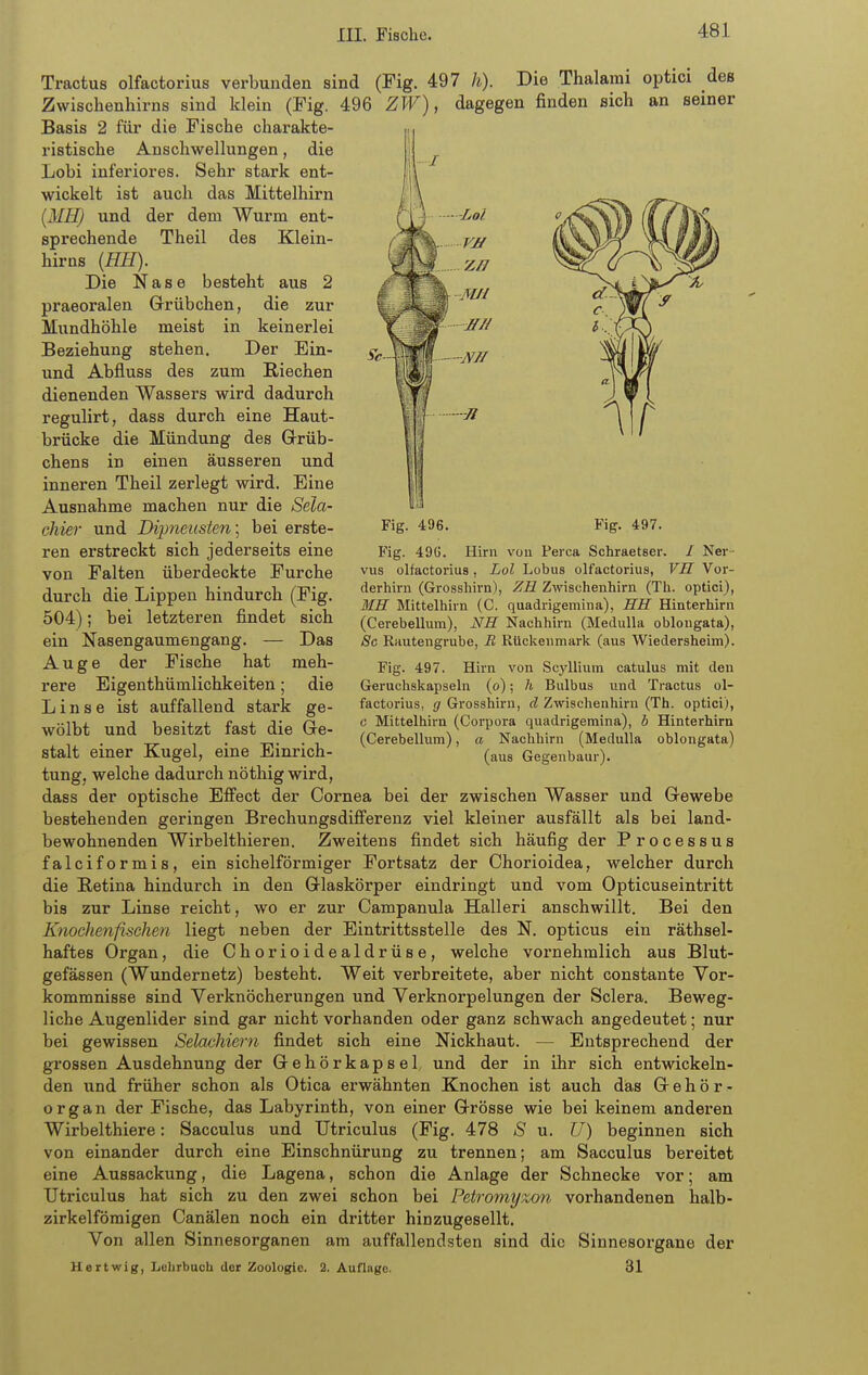 Sc- Tractus olfactorius verbunden sind (Fig. 497 h). Die Thalami optici des Zwischenhirns sind klein (Fig. 496 ZW), dagegen finden sich an seiner Basis 2 für die Fische charakte- ristische Anschwellungen, die Lobi inferiores. Sehr stark ent- wickelt ist auch das Mittelhirn [MB.) und der dem Wurm ent- sprechende Theil des Klein- hirns (EE). Die Nase besteht aus 2 praeoralen Grübchen, die zur Mundhöhle meist in keinerlei Beziehung stehen. Der Ein- und Abfluss des zum Riechen dienenden Wassers wird dadurch regulirt, dass durch eine Haut- brücke die Mündung des Grüb- chens in einen äusseren und inneren Theil zerlegt wird. Eine Ausnahme machen nur die Sda- ehier und Dipneusten; bei erste- ren erstreckt sich jederseits eine von Falten überdeckte Furche durch die Lippen hindurch (Fig. 504); bei letzteren findet sich ein Nasengaumengang. — Das Auge der Fische hat meh- rere Eigenthümlichkeiten; die Linse ist auffallend stark ge- wölbt und besitzt fast die Ge- stalt einer Kugel, eine Einrich- Fig. 496. Fig. 497. Fig. 49Ü. Hirn von Perca Schraetser. / Nei-- vus olfactorius, Lol Lobus olfactorius, VH Vor- derhirn (Grossliirn), ZE Zwischenhirn (Th. optici), 3IH Mittelhirn (C. quadrigemina), HH Hinterhirn (Cerebellum), NH Nachhirn (Medulla oblongata). Sc Kautengrube, B Rückenmark (aus Wiedersheim). Fig. 497. Hirn von Scj'Uium catulus mit den Geruchskapseln (o); h Bulbus und Tractus ol- factorius, g Grosshirn, d Zwischenhirn (Th. optici), c Mittelhirn (Corpora quadrigemina), b Hinterhirn (Cerebellum), a Nachhirn (Medulla oblongata) (aus Gegenbaur). tung, welche dadurch nöthig wird, dass der optische Effect der Cornea bei der zwischen Wasser und Gewebe bestehenden geringen Brechungsdifi'erenz viel kleiner ausfällt als bei land- bewohnenden Wirbelthieren. Zweitens findet sich häufig der Processus falciformis, ein sichelförmiger Fortsatz der Chorioidea, welcher durch die Retina hindurch in den Glaskörper eindringt und vom Opticuseintritt bis zur Linse reicht, wo er zur Campanula Halleri anschwillt. Bei den Knochenfischen liegt neben der Eintrittsstelle des N. opticus ein räthsel- haftes Organ, die Chorioidealdrüse, welche vornehmlich aus Blut- gefässen (Wundernetz) besteht. Weit verbreitete, aber nicht constante Vor- kommnisse sind Verknöcherungen und Verknorpelungen der Sclera. Beweg- liche Augenlider sind gar nicht vorhanden oder ganz schwach angedeutet; nur bei gewissen Selachiern findet sich eine Nickhaut. — Entsprechend der grossen Ausdehnung der Gehörkapsel und der in ihr sich entwickeln- den und früher schon als Otica erwähnten Knochen ist auch das Gehör- organ der Fische, das Labyrinth, von einer Grösse wie bei keinem anderen Wirbelthiere: Sacculus und TJtriculus (Fig. 478 S u. U) beginnen sich von einander durch eine Einschnürung zu trennen; am Sacculus bereitet eine Aussackung, die Lagena, schon die Anlage der Schnecke vor; am TJtriculus hat sich zu den zwei schon bei Petromyzon vorhandenen halb- zirkelföraigen Canälen noch ein dritter hinzugesellt. Von allen Sinnesorganen am auffallendsten sind die Sinnesorgane der Hertwig, Lelirbuch der Zoologie. 2. Auflage. 31