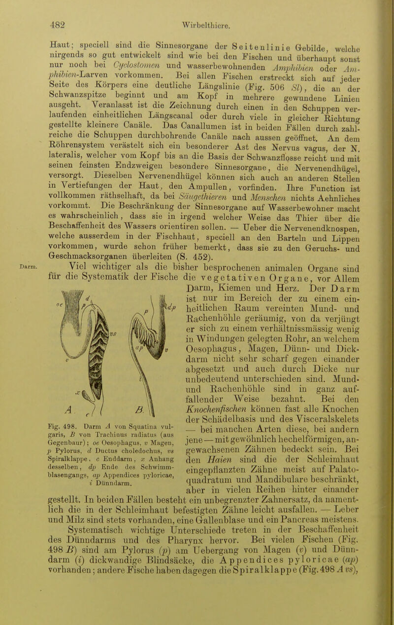 Haut; speciell sind die Sinnesorgane der Seitenlinie Gebilde, welche nirgends so gut entwickelt sind wie bei den Fischen und überhaupt sonst nur noch bei Ci/dosto)uen und wasserbewohnenden Amphibien oder im- ^Afci-Larven vorkommen. Bei allen Fischen erstreckt sich auf jeder Seite des Körpers eine deutliche Längslinie (Fig. 506 Sl), die an der Schwanzspitze beginnt und am Kopf in mehrere gewundene Linien ausgeht. Veranlasst ist die Zeichnung durch einen in den Schuppen ver- laufenden einheitlichen Längscanal oder durch viele in gleicher Richtung gestellte kleinere Canäle. Das Canallumen ist in beiden Fällen durch zahl- reiche die Schuppen durchbohrende Canäle nach aussen geöffnet. An dem Röhrensystem verästelt sich ein besonderer Ast des Nervus vagus, der N. lateralis, welcher vom Kopf bis an die Basis der Schwanzflosse reicht und mit seinen feinsten Endzweigeu besondere Sinnesorgane, die Nervenendhügel, versorgt. Dieselben Nervenendhügel können sich auch an anderen Stellen in Vertiefungen der Haut, den Ampullen, vorfinden. Ihre Function ist vollkommen räthselhaft, da bei Säugethieren und Menschen nichts Aehnliches vorkommt. Die Beschränkung der Sinnesorgane auf Wasserbewohner macht es wahrscheinlich, dass sie in irgend welcher Weise das Thier über die Beschaffenheit des Wassers orientiren sollen. — Ueber die Nervenendknospen, welche ausserdem in der Fischhaut, speciell an den Barteln und Lippen vorkommen, wurde schon früher bemerkt, dass sie zu den Geruchs- und Geschmacksorganen überleiten (S. 452). Darm. Viel wichtlgei' als die bisher besprochenen animalen Organe sind für die Systematik der Fische die vegetativen Organe, vor Allem Darm, Kiemen und Herz. Der Darm ist nur im Bereich der zu einem ein- heitlichen Raum vereinten Mund- und Eachenhöhle geräumig, von da verjüngt er sich zu einem verhältnissmässig wenig in Windungen gelegten Eohr, an welchem Oesophagus, Magen, Dünn- und Dick- darm nicht sehr scharf gegen einander abgesetzt und auch durch Dicke nur unbedeutend unterschieden sind. Mund- und Rachenhöhle sind in ganz auf- fallender Weise bezahnt. Bei den Knochenfischen können fast alle Knochen der Schädelbasis und des Visceralskelets -— bei manchen Arten diese, bei andern jene—mit gewöhnlich hecheiförmigen, an- gewachsenen Zähnen bedeckt sein. Bei den Haien sind die der Schleimhaut eingepflanzten Zähne meist auf Palato- quadratum und Mandibulare beschränkt, aber in vielen Reihen hinter einander gestellt. In beiden Fällen besteht ein unbegrenzter Zahnersatz, da nament- lich die in der Schleimhaut befestigten Zähne leicht ausfallen. — Leber und Milz sind stets vorhanden, eine Gallenblase und ein Pancreas meistens. Systematisch wichtige Unterschiede treten in der Beschaffenheit des Dünndarms und des Pharynx hervor. Bei vielen Fischen (Fig. 498^) sind am Pylorus {p) am Uebergang von Magen {v) und Dünn- darm {i) dickwandige Blindsäcke, die Appendices pyloricae {ap) vorhanden; andere Fische haben dagegen die Spiralklapp e (Fig. 498 A vs), Fig. 498. Darm A von Squatina vul- garis, B von Tracliinus radiatus (aus Gegenbaur); oe Oesophagus, v Magen, p Pylorus, d Ductus choledochus, vs Spiralklappe , c Enddarm , x Anhang desselben, dp Ende des Scbwimm- blasengangs, ap Appendices pyloricae, i Dünndarm.