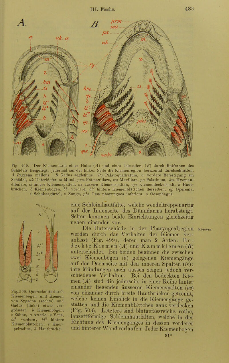 Fig. 499. Der Kieuiendarm eines Haies (Ä) und eiues Teleostiers (B) durch Entfernen des Schädels freigelegt, jedesmal auf der linlcen Seite die Kiemeiiregion horizontal durchschnitten. -1 Zygaena malleus. B Gadus aeglefinus. Pq Palatoquadratum, a vordere Befestigung am Schädel, uJc Unterkiefer, m Mund, j;?7« Prämaxillare, ma Maxillare. pa Palatinum, hm Hyoman- dibulare, is innere Kiemeiispalten, as äussere Kiemenspalten, qps Kiemendeckelspalt, h Haut- brücken, b Kiemenbögen, bl' vordere, bl' hintere Kiemenblättchen derselben, Opercula, s Schultergürtel, z Zunge, jjhi Ossa pharyngaea inferiora, o Oesophagus. eine Schleimhaiitfalte, welche wendeltrepiDenartig auf der Innenseite des Dünndarms herabsteigt. Selten kommeo beide Einrichtungen gleichzeitig neben einander vor. Die Unterschiede in der Pharyngealregion Kiem«n. werden durch das Verhalten der Kiemen ver- anlasst (Mg. 499), deren man 2 Arten: Be- deckte Kiemen (A) und Kammkiemen (B) unterscheidet. Bei beiden begiunen die zwischen zwei Kiemenbögen [b) gelegenen Kiemengänge auf der Darmseite mit den inneren Spalten (^s); ihre Mündungen nach aussen zeigen jedoch ver- schiedenes Verhalten. Bei den bedeckten Kie- men (Ä) sind die jederseits in einer Reihe hinter einander liegenden äusseren Kiemenspalten (as) von einander durch breite Hautbrücken getrennt, welche keinen Einblick in die Kiemengänge ge- statten und die Kiemenblättchen ganz verdecken (Fig. 503). Letztere sind blutgefässreiche, rothe, lanzettförmige Sclileimhautfalten, welche in der Richtung des Kiemenganges in dessen vorderer und hinterer Wand verlaufen. Jeder Kiemenbögen 31* Fig..500. Querschnitte durch Kiemenbögen und Kiemen von Zygaena (rechts) und Gadus (links) etwas ver- grössert b Kiemenbögen, z Zähne, a Arterie, v Vene, bl^ vordere, bl'^ hintere Kiemenblättchen. ?• Knor- pelradius, h HautbrUcke.