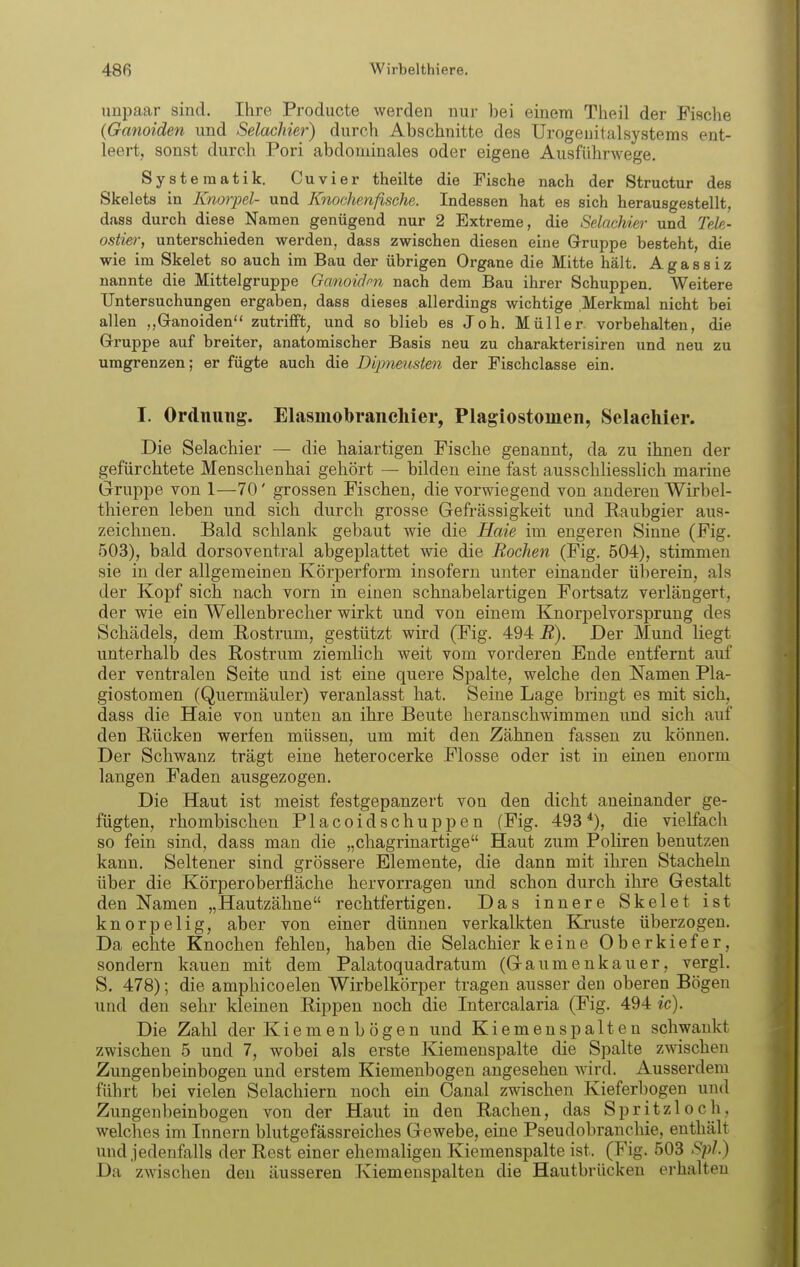 unpaar sind. Ihre Producte werden nur bei einem Theil der Fische (Ganoiden und Selachier) durch Abschnitte des Urogeuitalsystems ent- leert, sonst durch Pori abdominales oder eigene Ausführwege. Systematik. Cuvier theilte die Fische nach der Structur des Skelets in Knorpel- und Knochenfische. Indessen hat es sich herausgestellt, dass durch diese Namen genügend nur 2 Extreme, die Selachier und Tele- ostier, unterschieden werden, dass zwischen diesen eine Gruppe besteht, die wie im Skelet so auch im Bau der übrigen Organe die Mitte hält. A g a s s i z nannte die Mittelgruppe OanokJpn nach dem Bau ihrer Schuppen. Weitere Untersuchungen ergaben, dass dieses allerdings wichtige Merkmal nicht bei allen ,,Granoiden zutrifft, und so blieb es Job. Müller vorbehalten, die Grruppe auf breiter, anatomischer Basis neu zu charakterisiren und neu zu umgrenzen; er fügte auch die Dipmusten der Fischclasse ein. I. Ordnung. Elasmobranchier, Plagiostomen, Selachier. Die Selachier — die haiartigen Fische genannt, da zu ihnen der gefürchtete Menschenhai gehört — bilden eine fast ausschliesslich marine Gruppe von 1—70' grossen Fischen, die vorwiegend von anderen Wirbel- thieren leben und sich durch grosse Gefrässigkeit und Raubgier aus- zeichnen. Bald schlank gebaut wie die Haie im engeren Sinne (Fig. 503), bald dorsoventral abgeplattet wie die Rochen (Fig. 504), stimmen sie in der allgemeinen Körperform insofern unter einander überein, als der Kopf sich nach vorn in einen schnabelartigen Fortsatz verlängert, der wie ein Wellenbrecher wirkt und von einem Knorpelvorsprung des Schädels, dem Rostrum, gestützt wird (Fig. 494 R). Der Mund liegt unterhalb des Rostrum ziemlich weit vom vorderen Ende entfernt auf der ventralen Seite und ist eine quere Spalte, welche den Namen Pla- giostomen (Quermäuler) veranlasst hat. Seine Lage bringt es mit sich, dass die Haie von unten an ihre Beute heranschwimmen und sich auf den Rücken werfen müssen, um mit den Zähnen fassen zu können. Der Schwanz trägt eine heterocerke Flosse oder ist in einen enorm langen Faden ausgezogen. Die Haut ist meist festgepanzert von den dicht aneinander ge- fügten, rhombischen Placoidschuppen (Fig. 493*), die vielfach so fein sind, dass man die „chagrinartige Haut zum Poliren benutzen kann. Seltener sind grössere Elemente, die dann mit ihren Stacheln über die Körperoberfläche hervorragen und schon durch ihre Gestalt den Namen „Hautzähne rechtfertigen. Das innere Skelet ist knorpelig, aber von einer dünnen verkalkten Kruste überzogen. Da echte Knochen fehlen, haben die Selachier keine Oberkiefer, sondern kauen mit dem Palatoquadratum (Gaumenkauer, vergl. S. 478); die amphicoelen Wirbelkörper tragen ausser den oberen Bögen und den sehr kleinen Rippen noch die Intercalaria (Fig. 494 ic). Die Zahl der Kiemenbögen und Kiemenspalten schwankt zwischen 5 und 7, wobei als erste Kiemenspalte die Spalte zwischen Zungenbeinbogen und erstem Kiemenbögen angesehen wird. Ausserdem führt bei vielen Selachiern noch ein Canal zwischen Kieferbogen und Zungenbeinbogen von der Haut in den Rachen, das Spritzloch, welches im Innern blutgefässreiches Gewebe, eine Pseudobranchie, enthält und jedenfalls der Rest einer ehemaligen Kiemenspalte ist. (Fig. 503 Spl.) Da zwischen den äusseren Kiemenspalten die Hautbrücken erhalten