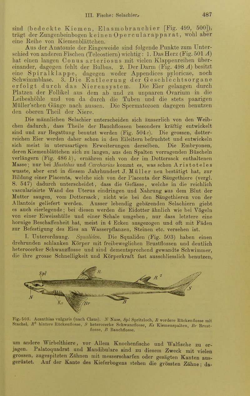 sind (bedeckte Kiemen , Ela sraobrancliier [Fig. 499, 500]), trägt der Zungenbeinbogen k e i n e n 0 p e r c u 1 a r a p a r a t, wohl aber eine Reihe von Kiemen blättchen. Aus der Anatomie der Eingeweide sind folgende Punkte zum Unter- schied von anderen Fischen (Teleostiern) wichtig: 1. Das Herz (Fig. 501 Ä) hat einen langen Conus arteriosus mit vielen Klappenreihen über- einander, dagegen fehlt der Bulbus. 2. Der Darm (Fig. 498 A) besitzt eine Spiralklappe, dagegen weder Appendices pyloricae, noch Schwimmblase. 3. Die Entleerung der Geschlechtsorgane erfolgt durch das Nierensystem. Die Eier gelangen durch Platzen der Follikel aus dem ab und zu unpaaren Ovarium in die Leibeshöhle und von da durch die Tuben und die stets paarigen Müller'schen Gänge nach aussen. Die Spermatozoon dagegen benutzen den oberen Theil der Niere. Die männlichen Selachier unterscheiden sich äusserlich von den Weib- chen dadurch, dass Theile der Bauchflossen besonders kräftig entwickelt sind und zur Begattung benutzt werden (Fig. 504 c). Die grossen, dotter- reichen Eier werden daher schon in den Eileitern befruchtet \md entwickeln sich meist in uterusartigen Erweiterungen derselben. Die Embryonen, deren Kiemenblättchen sich zu langen, aus den Spalten vorragenden Büscheln verlängern (Eig. 486 k), ernähren sich von der im Dottersack enthaltenen Masse; nur bei Mustelus und Carcharias kommt es, was schon Aristoteles wusste, aber erst in diesem Jahrhundert J. Müller neu bestätigt hat, zur Bildung einer Placenta, welche sich von der Placenta der Säugethiere (vergl. S. 547) dadurch unterscheidet, dass die Grefässe, welche in die reichlich vascularisirte Wand des Uterus eindringen und Nahrung aus dem Blut der Mutter saugen, vom Dottersack, nicht wie bei den Säugethieren von der Allantois geliefert werden. Ausser lebendig gebärenden Selachiern giebt es auch eierlegende; bei diesen werden die Eidotter ähnlich wie bei Vögeln von einer EiweisshüUe und einer Schale umgeben, nur dass letztere eine hornige Beschaffenheit hat, meist in 4 Ecken ausgezogen und oft mit Fäden zur Befestigung des Eies an Wasserpflanzen, Steinen etc. versehen ist. I. Unterordnung. Squaliden. Die Squaliden (Fig. 503) haben einen drehrunden schlanken Körper mit freibeweglichen Brustflossen und deutlich heterocerker Schwanzflosse und sind dementsprechend gewandte Schwimmer, die ihre grosse Schnelligkeit und Körperkraft fast ausschliesslich benutzen, Fig, 503. Acanthias vulgaris (nach Claus). N Nase, 8pl Spritzloch, R vordere Rückenflosse mit Stachel, hintere Rückenflosse, 8 heterocerke Schwanzflosse, Ks Kiemenspalten, Br Brust- flosse, B Bauchflosse. um andere Wirbelthiere, vor Allem Knochenfische und Walfische zu er- jagen. Palatoquadrat und Mandibulare sind zu diesem Zweck mit vielen grossen, zugespitzten Zähnen mit messerscharfen oder gesägten Kanten aus- gerüstet. Auf der Kante des Kieferbogens stehen die grössten Zähne; da-