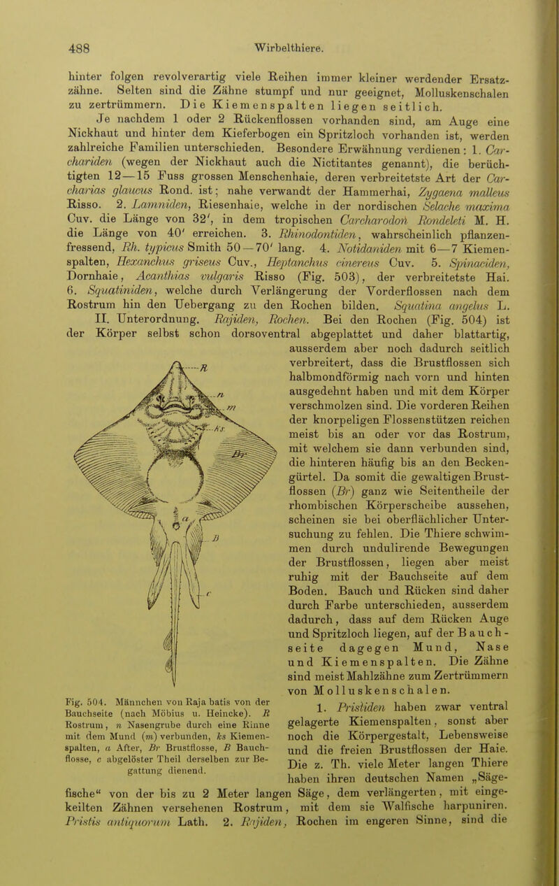 hinter folgen revolverartig viele Reihen immei- kleiner werdender Ersatz- zähne. Selten sind die Zähne stumpf und nur geeignet, Molluskenschalen zu zertrümmern. Die Kiemenspalten liegen seitlich. Je nachdem 1 oder 2 Rückenflossen vorhanden sind, am Auge eine Nickhaut und hinter dem Kieferbogen ein Spritzloch vorhanden ist, werden zahlreiche Familien unterschieden. Besondere Erwähnung verdienen : 1. Car- ehariden (wegen der Nickhaut auch die Nictitantes genannt), die berüch- tigten 12—15 Fuss grossen Menschenhaie, deren verbreitetste Art der Car- charias glaucus Rond. ist; nahe verwandt der Hammerhai, Zygaena malleus Risso. 2. Lamniden, Riesenhaie, welche in der nordischen Selacke nutxivia Cuv. die Länge von 32', in dem tropischen Carcharodorl Bondeleti M, H. die Länge von 40' erreichen. 3. Rhinodontiden, wahrscheinlich pflanzen- fressend, Rh. ii/picus Smith 50 — 70' lang. 4. Notidaniden mit 6—7 Kieraen- spalten, Hexanchus griseus Cuv., Heptanchus Dornhaie, Äcanthias vulgaris Risso (Fig. 6. Squatiniden, welche durch Verlängerung Rostrum hin den TJebergang zu den Rochen einereiis Cuv. 5. Spinaciden, 503), der verbreitetste Hai. der Vorderflossen nach dem bilden. Sqiiatina angelus L. II. Unterordnung. Rajiden, Rochen. Bei den Rochen (Fig. 504) ist der Körper selbst schon dorsoventral abgeplattet und daher blattartig, ausserdem aber noch dadurch seitlich verbreitert, dass die Brustflossen sich halbmondförmig nach vorn und hinten ausgedehnt haben und mit dem Körper verschmolzen sind. Die vorderen Reihen der knorpeligen Flossenstützen reichen meist bis an oder vor das Rostrum, mit welchem sie dann verbunden sind, die hinteren häufig bis an den Becken- gürtel. Da somit die gewaltigen Brust- flossen (Br) ganz wie Seitentheile der rhombischen Körperscheibe aussehen, scheinen sie bei oberflächlicher Unter- suchung zu fehlen. Die Thiere schwim- men durch undulirende Bewegungen der Brustflossen, liegen aber meist ruhig mit der Bauchseite auf dem Boden. Bauch und Rücken sind daher durch Farbe unterschieden, ausserdem dadurch, dass auf dem Rücken Auge und Spritzloch liegen, auf der Bauch- seite dagegen Mund, Nase und Kiemenspalten. Die Zähne sind meist Mahlzähne zum Zertrümmern von Molluskenschalen. 1. Pristiden haben zwar ventral gelagerte Kiemenspalten, sonst aber noch die Körpergestalt, Lebensweise und die freien Brustflossen der Haie. Die z. Th. viele Meter langen Thiere haben ihren deutschen Namen „Säge- von der bis zu 2 Meter langen Säge, dem verlängerten, mit einge- Zähnen versehenen Rostrura, mit dem sie Walfische harpuniren. Lath. 2. Rajiden, Rochen im engeren Sinne, sind die Fig. 504. Männchen vonRajabatis von der Bauchseite (nach Möbius u. Heincke). R Rostruni, n Nasengrube durch eine Rinne mit dem Mund (to) verbunden, ks Kiemen- spalten, a After, Br Brustflosse, B Bauch- flosse, c abgelöster Theil derselben zur Be- gattung; dienend. fische keilten Pristis aniiquorum