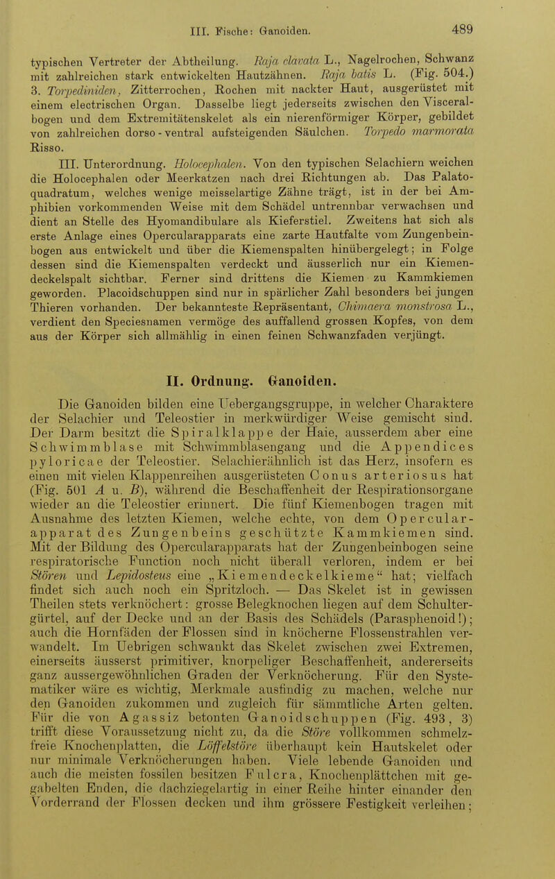 typischen Vertreter der Abtheilung. Raja clavata L., Nagelrochen, Schwanz mit zahlreichen stark entwickelten Hautzähnen. Baja hatis L. (Fig. 504.) 3. TorpecUniden, Zitterrochen, Eochen mit nackter Haut, ausgerüstet mit einem electrischen Organ. Dasselbe liegt jederseits zwischen den Visceral- bogen und dem Extremitätenskelet als ein nierenförmiger Körper, gebildet von zahlreichen dorso - ventral aufsteigenden Säulchen. 'Torpedo marmorata E.isso. III. Unterordnung, llolocephalen. Von den typischen Selachiern weichen die Holocephalen oder Meerkatzen nach drei Eichtungen ab. Das Palato- quadratum, welches wenige meisselartige Zähne trägt, ist in der bei Am- phibien vorkommenden Weise mit dem Schädel untrennbar verwachsen und dient an Stelle des Hyomandibulare als Kieferstiel. Zweitens hat sich als erste Anlage eines Opercularapparats eine zarte Hautfalte vom Zungenbein- bogen aus entwickelt und über die Kiemenspalten hinübergelegt; in Folge dessen sind die Kiemenspalten verdeckt und äusserlich nur ein Kiemen- deckelspalt sichtbar. Ferner sind drittens die Kiemen zu Kammkiemen geworden. Placoidschuppen sind nur in spärlicher Zahl besonders bei jungen Thieren vorhanden. Der bekannteste Repräsentant, Chimaera monstrosa L., verdient den Speciesnamen vermöge des auffallend grossen Kopfes, von dem aus der Körper sich allmählig in einen feinen Schwanzfaden verjüngt. II. Ordnung-. Glanoiden. Die Ganoiden bilden eine Uebergangsgruppe, in welcher Charaktere der Selachier und Teleostier in merkwürdiger Weise gemischt sind. Der Darm besitzt die Spiralklap^a e der Haie, ausserdem aber eine Schwimmblase mit Schwimmblasengang und die Appen die es pyloricae der Teleostier. Selachierähnlich ist das Herz, insofern es einen mit vielen Klappenreihen ausgerüsteten Conus arteriösus hat (Fig. 501 A u. jB), während die Beschalfenheit der Respirationsorgane wieder an die Teleostier erinnert. Die fünf Kiemenbogen tragen mit Ausnahme des letzten Kiemen, welche echte, von dem Opercular- apparat des Zungenbeins geschützte Kammkiemen sind. Mit der Bildung des Opercularapparats hat der Zungenbeinbogen seine respiratorische Function noch nicht überall verloren, indem er bei Stören und Lepidosteus eine „ K i e m e n d e c k e 1 k i e me hat; vielfach findet sich auch noch ein Spritzloch. — Das Skelet ist in gewissen Theilen stets verknöchert: grosse Belegknochen liegen auf dem Schulter- gürtel, auf der Decke und an der Basis des Schädels (Parasphenoid!); auch die Hornfäden der Flossen sind in knöcherne Flossenstrahlen ver- wandelt. Im Uebrigen schwankt das Skelet zwischen zwei Extremen, einerseits äusserst primitiver, knorpeliger Beschaffenheit, andererseits ganz aussergewöhnlichen Graden der Verknöcherung. Für den Syste- matiker wäre es wichtig, Merkmale ausfindig zu machen, welche nur den Ganoiden zukommen und zugleich für sämmtliche Arten gelten. Für die von Agassiz betonten Ganoidschuppen (Fig. 493, 3) trifft diese Voraussetzung nicht zu, da die Störe vollkommen schmelz- freie Knochenplatten, die Löffelstöre überhaupt kein Hautskelet oder nur minimale Verknöcherungen haben. Viele lebende Ganoiden und auch die meisten fossilen besitzen Fulcra, Knochenplättchen mit ge- gabelten Enden, die dachziegelartig in einer Reilie hinter einander den Vorderrand der Flossen decken und ihm grössere Festigkeit verleihen;
