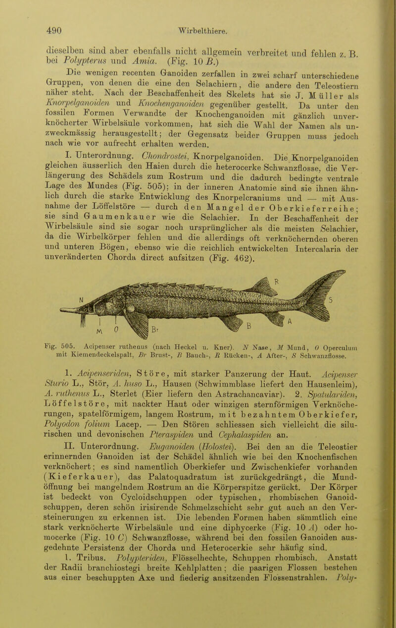 dieselben sind aber ebenfalls nicht allgemein verbreitet und fehlen z B bei Polypterus und Amia. (Fig. 10 B.) Die wenigen recenten Ganoiden zerfallen in zwei scharf unterschiedene Gruppen, von denen die eine den Selachiern, die andere den Teleostiern näher steht. Nach der Beschaffenheit des Skelets hat sie J. Müller als Knorpelganoiden und Knochenganoidcn gegenüber gestellt. Da unter den fossilen Formen Verwandte der Knochenganoiden mit gänzlich unver- knöcherter Wirbelsäule vorkommen, hat sich die Wahl der Namen als un- zweckmässig herausgestellt; der Gegensatz beider Gruppen muss jedoch nach wie vor aufrecht erhalten werden. I. Unterordnung. Ghondrostei, Knorpelganoiden. Die .Knorpelganoiden gleichen äusserlich den Haien durch die heterocerke Schwanzflosse, die Ver- längerung des Schädels zum Rostrum und die dadurch bedingte ventrale Lage des Mundes (Fig. 505); in der inneren Anatomie sind sie ihnen ähn- lich durch die starke Entwicklung des Knorpelcraniums und — mit Aus- nahme der Löffelstöre — durch den Mangel der 0b erki efer reihe : sie sind Gaumenkau er wie die Selachier. In der Beschaffenheit der Wirbelsäule sind sie sogar noch ursprünglicher als die meisten Selachier, da die Wirbelkörper fehlen und die allerdings oft verknöchernden oberen und unteren Bögen, ebenso wie die reichlich entwickelten Intercalaria der unveränderten Chorda direct aufsitzen (Fig. 462). Fig. 505. Acipenser mtheaus (nach Heckel u. Kner). N Nase, M Mund, 0 Operculum mit Kiemendeckelspalt, Br Brust-, B Bauch-, R Rücken-, A After-, 8 Schwanzflosse. I. Adpenseriden, Störe, mit starker Panzerung der Haut. Adjjenser Sturio L., Stör, Ä. huso L., Hausen (Schwimmblase liefert den Hausenleim), A. ruthenus L., Sterlet (Eier liefern den Astrachancaviar). 2. Spahdariden, Löffelstöre, mit nackter Haut oder winzigen sternförmigen Verknöche- rungen, spateiförmigem, langem Rostrum, mit bezahntem Oberkiefer, Polyodon foliuni Lacep. — Den Stören schliessen sich vielleicht die silu- rischen und devonischen Pteraspiden und CepJmlaspiden an. II. Unterordnung. Euganoiden (Eolostei). Bei den an die Teleostier erinnernden Ganoiden ist der Schädel ähnlich wie bei den Knochenfischen verknöchert; es sind namentlich Oberkiefer und Zwischenkiefer vorhanden (Kieferkauer), das Palatoquadratum ist zurückgedrängt, die Mund- öffnung bei mangelndem Rostrum an die Körperspitze gerückt. Der Körper ist bedeckt von Cycloidschuppen oder typischen, rhombischen Ganoid- schuppen, deren schön irisirende Schmelzschicht sehr gut auch an den Ver- steinerungen zu erkennen ist. Die lebenden Formen haben sämmtlich eine stark verknöcherte Wirbelsäule und eine diphycerke (Fig. 10 A) oder ho- mocerke (Fig. 10 C) Schwanzflosse, während bei den fossilen Ganoiden aus- gedehnte Persistenz der Chorda und Heterocerkie sehr häufig sind. l. Tribus. Polypteriden, Flösselhechte, Schuppen rhombisch. Anstatt der Radii branchiostegi breite Kehlplatten ; die paarigen Flossen bestehen aus einer beschuppten Axe und fiederig ansitzenden Flossenstrahlen. Poly-