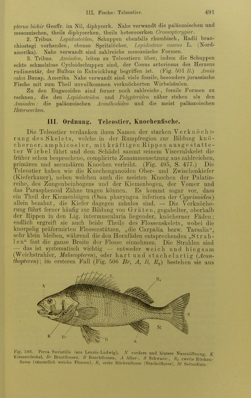 j)terus hicMr G-eoffr. im Nil, diphycerk. Nahe verwandt die paläozoischen und mesozoischen, theils diphycerken, theils heterocerken Crossopterygier. 2. Tribus. Lepidosteiden, Schuppen ebenfalls rhombisch, Radii bran- chiostegi vorhanden, ebenso Spritzlöcher, Lepidosieus osseus L. (Nord- amerika). Nahe verwandt sind zahlreiche mesozoische Formen. 3. Tribus. Amiaden, leiten zu Teleostiern über, indem die Schuppen echte schmelzlose Cycloidschuppen sind, der Conus arteriosus des Herzens rudimentär, der Bulbus in Entwicklung begriffen ist. (Fig. 501 B.) Amia calva Bonap. Amerika. Nahe verwandt sind viele fossile, besonders jurassische Fische mit zum Theil unvollkommen verknöcherten Wirbelsäulen. Zu den Euganoiden sind ferner noch zahlreiche, fossile Formen zu rechnen, die den Lepidosteiden und Polypteriden näher stehen als den Amiaden: die paläozoischen Acanthodiden und die meist paläozoischen Heterocerken. III. Ordnung. Teleostier, Knochenfische. Die Teleostier verdanken ihren Namen der starken Y e r k n ö c h s- rung des Skelets, welche in der Eumpfregion zur Bildung knö- cherner, amphicoeler, mit kräftigen Rippen ausge statte- te r Wirbel führt und dem Schädel sammt seinem Visceralskelet die früher schon besprochene, complicirte Zusammensetzung aus zahlreicheuj primären und secundären Knochen verleiht. (Fig. 495, S. 477.) Die Teleostier haben wie die Knochenganoiden Ober- und Zwischenkiefer (Kieferkauer), neben welchen auch die meisten Knochen der Palatin- reihe, des Zungenbeinbogens und der Kiemenbogen, der Yomer und das ParasjDhenoid Zähne tragen können. Es kommt sogar vor, dass ein Theil der Kiemenbögen (Ossa pharyngea inferiora der Cyprinoiden') allein bezahnt, die Kiefer dagegen zahnlos sind. — Die Verknöche- rung fühi't ferner häufig zur Bildung von Gr r ä t e n, gegabelter, oberhalb der Eippen in den Lig. intermusciüaria liegender, knöcherner Fäden; endlich ergreift sie auch beide Theile des Flossenskelets, wobei die knorpelig präformirten Flossenstützen, „die Carpalia bezw. Tarsalia, sehr klein bleiben, während die den Hornfäden entsprechenden „Strah- len fast die ganze Breite der Flosse einnehmen. Die Strahlen sind — das ist systematisch wichtig — entweder weich und biegsam (Weichstrahler, Malacopteren), oder hart und stachelartig {Acan- fhopteren)] im ersteren Fall (Fig. 506 Br, A, B, R^) bestehen sie aus Fig. SOG. Perca fluviatilis fans Leunis-Ludwig). JV vordere und liintere Nnsenöffnung K Kiemendeckel, Br Brustflossen, B Bauciiflosseu, A After-, S Schwanz-, /f., zweite Rücken- flosse fsäinmtrich weiche Flossen), ß, erste Rückenflosse fStachelflosseX ä7 Seitenlinie