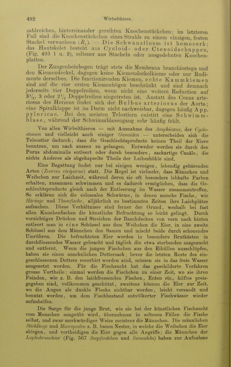 zahlreichen, hintereinander gereihten Knochenstückcheu; im letzteren Fall sind die Knochenstückchen eines Strahls zu einem einzigen, festen Stachel verwachsen (ÄJ. — Die Schwanzflosse ist homocerk: das Hautskelet besteht aus Cycloid- oder Ctenoidschuppen, (Fig. 493 1 u. 2), seltener aus Stacheln oder ausgedehnten Knochen- platten. Der Zungenbeinbogeu trägt stets die Membrana branchiostega und den Kieniendeckel, dagegen keine Kiemendeckelkieme oder nur Rudi- mente derselben. Die functionirenden Kiemen, echte Kammkiemen sind auf die vier ersten Kiemeubögen beschränkt und sind demnach jederseits vier Doppelreihen, wenn nicht eine weitere Reduction auf 31/0, 3 oder 27.3 Doppelreihen eingetreten ist. Anstatt des Conus arte- riosus des Herzens findet sich der Bulbus arteriösus der Aorta; eine Spiralklappe ist im Darm nicht nachweisbar, dagegen häufig A p p'. oricae. Bei den meisten Telostiexn existirt eine Schwimm- blase, während der Schwimmblasengang sehr häufig fehlt. Von allen Wirbelthieren — mit Ausnahme des Amphioxus, der Cyclo- stomen und vielleicht auch einiger Ganoiden — unterscheiden sich die Teleostier dadurch, dass die Greschlechtsproducte keinen Theil der Niere benutzen^ um nach aussen zu gelangen. Entweder werden sie durch den Porus abdominalis entleert oder durch besondere, sackartige Canäle, die nichts Anderes als abgekapselte Theile der Leibeshöhle sind. Eine Begattung findet nur bei einigen wenigen, lebendig gebärenden Arten (Zoarces viviparus) statt. Die Regel ist vielmehr, dass Männchen und Weibchen zur Laichzeit, während deren sie oft besonders lebhafte Farben erhalten, zusammen schwimmen und es dadurch ermöglichen, dass die Ge- schlechtsproducte gleich nach der Entleerung im Wasser zusammentreffen. So erklären sich die colossalen Schwärme, in denen manche Fische, wie Häringe und Thunfische, alljährlich zu bestimmten Zeiten ihre Laichplätze aufsuchen. Diese Verhältnisse sind ferner der Grund, weshalb bei fast allen Knochenfischen die künstliche Befruchtung so leicht gelingt. Durch vorsichtiges Drücken und Streichen der Bauchdecken von vorn nach hinten entleert man in eine Schüssel aus dem Weibchen die Eier, in eine zweite Schüssel aus dem Männchen den Samen und mischt beide durch schonendes Umrühren. Die befruchteten Eier werden in besondere Brutkästen in durchfliessendes Wasser gebracht und täglich die etwa sterbenden ausgesucht und entfernt. Wenn die jungen Fischchen aus den Eihüllen ausschlüpfen, haben sie einen ansehnlichen Dottersack; bevor die letzten Reste des ein- geschlossenen Dotters resorbirt worden sind, müssen sie in das freie Wasser ausgesetzt werden. Für die Fischzucht hat das geschilderte Verfahren grosse Vortheile; einmal werden die Fischchen zu einer Zeit, wo sie ihren Feinden, wie z. B. den laichfressenden Fischen, Enten etc., hilflos preis- gegeben sind, vollkommen geschützt, zweitens können die Eier zur Zeit, wo die Augen als dunkle Flecke sichtbar werden, leicht versandt und benutzt werden, um dem Fischbestand entvölkerter Fischwässer wieder aufzuhelfen. Die Sorge für die junge Brut, wie sie bei der künstlichen Fischzucht vom Menschen ausgeübt wird, übernehmen in seltenen Fällen die Fische selbst, und zwar merkwürdiger Weise meistens die Männchen. Die männlichen Stiehliiige und Macropoden z. B. bauen Nester, in welche die Weibchen die Eier ablegen, und vertheidigen die Eier gegen alle Angriffe; die Männclien der Lophohramhier (Fig. 507 Seepferdchen und Seenadeln) haben zur Aufnahme