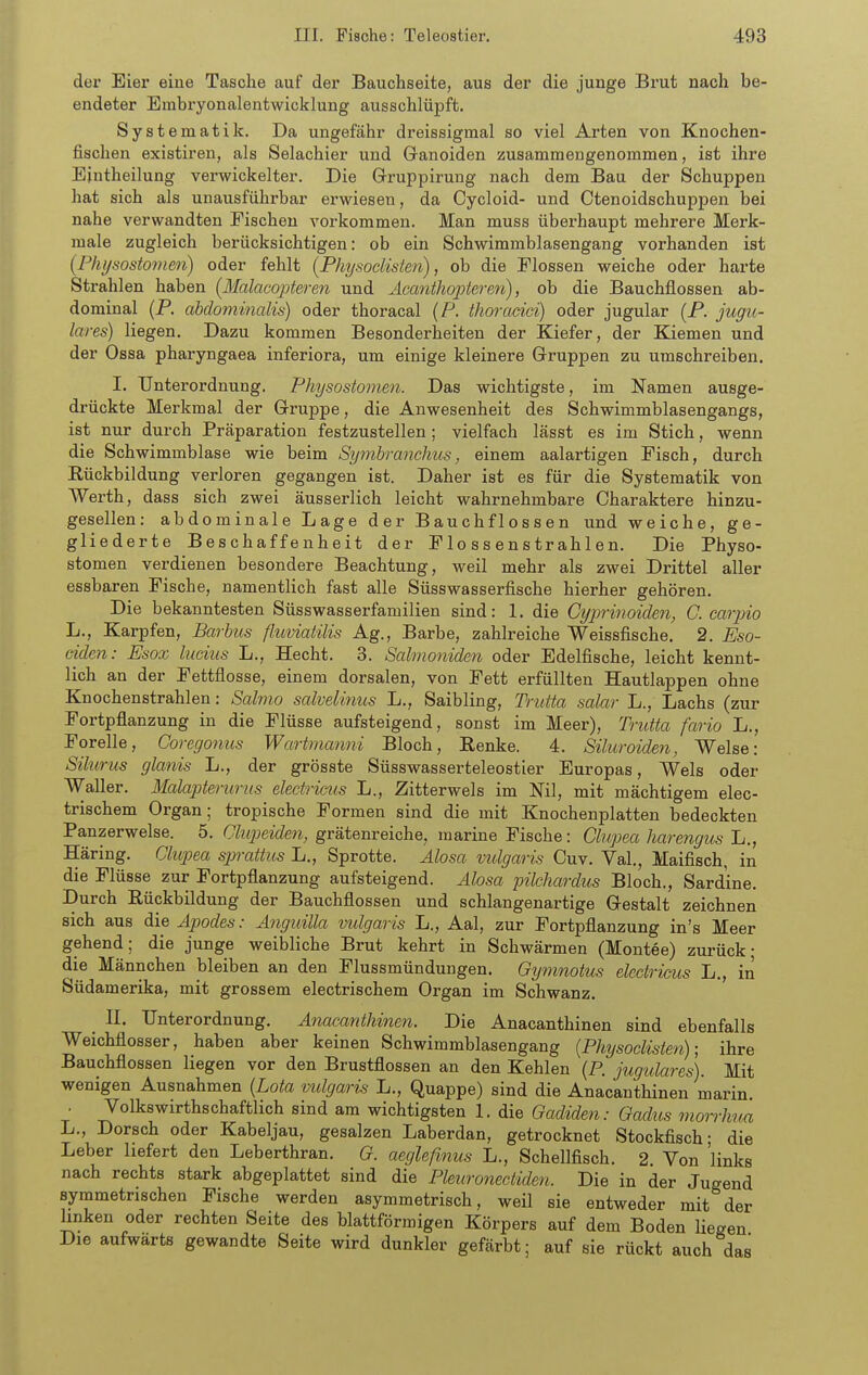 der Eier eine Tasche auf der Bauchseite, aus der die junge Brut nach be- endeter Embryonalentwicklung ausschlüpft. Systematik. Da ungefähr dreissigmal so viel Arten von Knochen- fischen existiren, als Selachier und Ganoiden zusammengenommen, ist ihre Eintheilung vei-wickelter. Die Gruppirung nach dem Bau der Schuppen hat sich als unausführbar erwiesen, da Cycloid- und Ctenoidschuppen bei nahe verwandten Fischen vorkommen. Man muss überhaupt mehrere Merk- male zugleich berücksichtigen: ob ein Schwimmblasengang vorhanden ist {Physostomen) oder fehlt {Physoclisten), ob die Flössen weiche oder harte Strahlen haben [Malacopteren und Äcanthopteren), ob die Bauchflossen ab- dominal (P, abdominalis) oder thoracal (P. thoradci) oder jugular (P. jugu- lares) liegen. Dazu kommen Besonderheiten der Kiefer, der Kiemen und der Ossa pharyngaea inferiora, um einige kleinere Gruppen zu umschreiben. I. Unterordnung. Physostomen. Das wichtigste, im Namen ausge- drückte Merkmal der Gruppe, die Anwesenheit des Schwimmblasengangs, ist nur durch Präparation festzustellen ; vielfach lässt es im Stich, wenn die Schwimmblase wie beim Symbranchus, einem aalartigen Fisch, durch Rückbildung verloren gegangen ist. Daher ist es für die Systematik von Werth, dass sich zwei äusserlich leicht wahrnehmbare Charaktere hinzu- gesellen: abdominale Lage der Bauch flössen und weiche, ge- gliederte Beschaffenheit der Flossenstrahlen. Die Physo- stomen verdienen besondere Beachtung, weil mehr als zwei Drittel aller essbaren Fische, namentlich fast alle Süsswasserfische hierher gehören. Die bekanntesten Süsswasserfamilien sind: 1. die Cyprinoiden, G. carpio L., Karpfen, Barbus fhvviatilis Ag., Barbe, zahlreiche Weissfische. 2. Eso- dden: Esox luckis L., Hecht. 3. Salmoniden oder Edelfische, leicht kennt- lich an der Fettflosse, einem dorsalen, von Fett erfüllten Hautlappen ohne Knochenstrahlen: Salmo salvelinus L., Saibling, TnMa salar L., Lachs (zur Fortpflanzung in die Flüsse aufsteigend, sonst im Meer), Trutta fario L., Forelle, Coregonus Wartmanni Bloch, Renke. 4. Siluroiden, Welse: Silurus glanis L., der grösste Süsswasserteleostier Europas, Wels oder Waller. Malapterurus electricus L., Zitterwels im Nil, mit mächtigem elec- trischem Organ; tropische Formen sind die mit Knochenplatten bedeckten Panzerwelse. 5. Clupeiden, grätenreiche, marine Fische: Clupea liarengus L., Häring. Clupea spratius L., Sprotte. Alosa vtdgaris Cuv. Val., Maifisch, in die Flüsse zur Fortpflanzung aufsteigend. Alosa pilchardus Bloch., Sardine. Durch Rückbildung der Bauchflossen und schlangenartige Gestalt zeichnen sich aus A\q Apodes: Anguilla vulgaris L., Aal, zur Fortpflanzung in's Meer gehend; die junge weibliche Brut kehrt in Schwärmen (Montee) zurück; die Männchen bleiben an den Flussmündungen. Gymnotus eledricus L., in Südamerika, mit grossem electrischem Organ im Schwanz. IL Unterordnung. Anacanthinen. Die Anacanthinen sind ebenfalls Weichflosser, haben aber keinen Schwimmblasengang {Physoclisten); ihre Bauchflossen liegen vor den Brustflossen an den Kehlen (P. jugulares). Mit wenigen Ausnahmen {Lota vidgaris L., Quappe) sind die Anacanthinen marin. . Yolkswirthschaftlich sind am wichtigsten 1. die Gadiden: Gadus morrhua L., Dorsch oder Kabeljau, gesalzen Laberdan, getrocknet Stockfisch- die Leber liefert den Leberthran. G. aegleßnus L., Schellfisch. 2. Von 'links nach rechts stark abgeplattet sind die Pleuronediden. Die in der Jugend symmetrischen Fische werden asymmetrisch, weil sie entweder mit der linken oder rechten Seite des blattförmigen Körpers auf dem Boden liegen Die aufwärts gewandte Seite wird dunkler gefärbt; auf sie rückt auch das