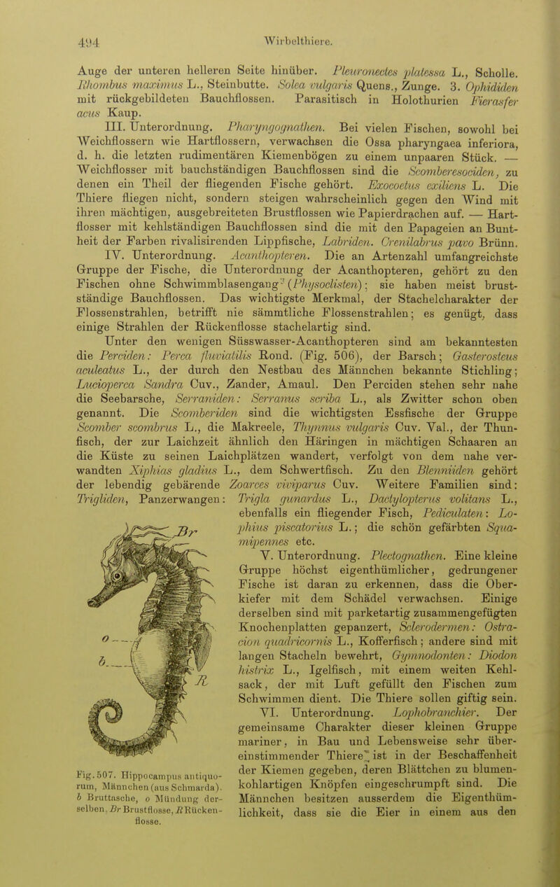 Auge der unteren helleren Seite hinüber. Pleuronectes platesna lt., Scholle. Rhombus maximus L., Steinbutte. Solea vulgaris Quens., Zunge. 3. Ophididen mit rückgebildeten Bauchflossen. Parasitisch in Holothurien Fierasfer acHs Kaup. III. Unterordnung. Pharyngoijnatlien. Bei vielen Fischen, sowohl bei AVeichflossern wie Hartflossern, verwachsen die Ossa pharyngaea inferiora, d. h. die letzten rudimentären Kiemenbögen zu einem unpaaren Stück. Weichflosser mit bauchständigen Bauchflossen sind die Scomberesoeiden, zu denen ein Theil der fliegenden Fische gehört. Exocoetus cxiliem L. Die Thiere fliegen nicht, sondern steigen wahrscheinlich gegen den Wind mit ihren mächtigen, ausgebreiteten Brustflossen wie Papierdrachen auf. — Hart- flosser mit kehlständigen Bauchflossen sind die mit den Papageien an Bunt- heit der Farben rivalisirenden Lippfische, Labriden. Orenilabrus pavo Brünn. IV. Unterordnung. Acanihopteren. Die an Artenzahl umfangreichste Gruppe der Fische, die Unterordnung der Acanthopteren, gehört zu den Fischen ohne Schwimmblasengang-'(f/i?ysoc^isfen); sie haben meist brust- ständige Bauchflossen. Das wichtigste Merkmal, der Stachelcharakter der Flossenstrahlen, betrifft nie sämmtliche Flossenstrahlen; es genügt;, dass einige Strahlen der Rückenflosse stachelartig sind. Unter den wenigen Süsswasser-Acanthopteren sind am bekanntesten die Perciden: Perca fluviatilis Bond. (Fig. 506), der Barsch; Gasterosteus amlmtus L., der durch den Nestbau des Männchen bekannte Stichling; Liicioperca Sandra Cuv., Zander, Amaul. Den Perciden stehen sehr nahe die Seebarsche, Serraniden: Serranus scriba L., als Zwitter schon oben genannt. Die Scomberiden sind die wichtigsten Essfische der Gruppe Scomber scombrus L., die Makreele, Thynnm mdgaris Cuv. Yal., der Thun- fisch, der zur Laichzeit ähnlich den Häringen in mächtigen Schaaren an die Küste zu seinen Laichplätzen wandert, verfolgt von dem nahe ver- wandten Xiphias gladius L., dem Schwertfisch. Zu den Blenniiden gehört der lebendig gebärende Zoarces vivipariis Cuv. Weitere Familien sind: Trigliden, Panzerwangen: TVigla gionardus L., Daelylopterm volitans L., ebenfalls ein fliegender Fisch, Pedicidaten: Lo- p)hius p)iscatorius L.; die schön gefärbten Squa- mip)ennes etc. Y. Unterordnung. Plectogrtathen. Eine kleine Gruppe höchst eigenthümlicher, gedrungener Fische ist daran zu erkennen, dass die Ober- kiefer mit dem Schädel verwachsen. Einige derselben sind mit parketartig zusammengefügten Knochenplatten gepanzert, Sclerodermeyi: Ostra- üioti quadricornis L., Kofferfisch; andere sind mit langen Stacheln bewehrt, Gymnodonten: Diodon histrix L., Igelfisch, mit einem weiten Kehl- sack, der mit Luft gefüllt den Fischen zum Schwimmen dient. Die Thiere sollen giftig sein. YI. Unterordnung. Lophobranchier. Der gemeinsame Charakter dieser kleinen Gruppe mariner, in Bau und Lebensweise sehr über- einstimmender Thiere^ ist in der Beschaffenheit v:„ t:n7 u;„ der Kiemen gegeben, deren Blättchen zu blumen- tig.oU/. Hippocampus autiquo- . ° ° • i ra. • j tv- ruin, Männchen (aus Schmai da). kohlartigen Knöpfen eingeschrumpft sind. JJie h Bruttasclie, o Mündung der- Männchen besitzen ausserdem die Eigenthüm- ßelben,z?rBlustflosse,üRücken- üchkeit, dass sie die Eier in einem aus den flösse.