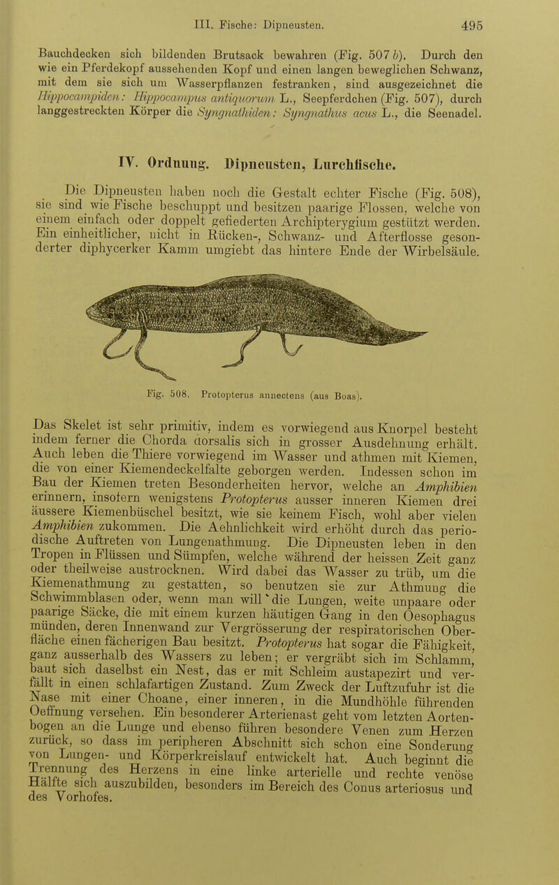 Bauchdecken sich bildenden Brutsack bewahren (Fig. 507 i). Durch den wie ein Pferdekopf aussehenden Kopf und einen langen beweglichen Schwanz, mit dem sie sich um Wasserpflanzen festranken, sind ausgezeichnet die Hippoc'Cimpidcn: Hippocampus cmtiquorum L., Seepferdchen (Fig. 507), durch langgestreckten Körper die Si/ngnaihiden: Sijngnatlms acua lt., die Seenadel. IV. Ordnung. Dipneusten, Lurclifische. Die Dipneusten haben noch die Grestalt echter Fische (Fig. 508), sie sind wie Fische beschuppt und besitzen paarige Flossen, welche von einem einfach oder doppelt gefiederten Archipterygium gestützt werden. Ein einheitlicher, nicht in Eücken-, Schwanz- und Afterflosse geson- derter diphycerker Kamm umgiebt das hintere Ende der Wirbelsäule. Fig. 508. Protopterus annectens (aus Boas). Das Skelet ist sehr primitiv, indem es vorwiegend aus Knorpel besteht mdem ferner die Chorda ciorsalis sich in grosser Ausdehnung erhält. Auch leben die Thiere vorwiegend im Wasser und athmen mit Kiemen, die von einer Kiemendeckelfalte geborgen werden. Indessen schon im Bau der Kiemen treten Besonderheiten hervor, welche an Amphibien ermnern, insoiern wenigstens Protopterus ausser inneren Kiemen drei äussere Kiemenbüschel besitzt, wie sie keinem Fisch, wohl aber vielen Amphibien zukommen. Die Aehnlichkeit wird erhöht durch das perio- dische Auftreten von Lungenathmuug. Die Dipneusten leben in den Tropen in Flüssen und Sümpfen, welche während der heissen Zeit ganz oder theilweise austrocknen. Wird dabei das Wasser zu trüb, um die Kiemenathmung zu gestatten, so benutzen sie zur Athmuug die Schwimmblasen oder, wenn man will'die Lungen, weite unpaare oder paarige Säcke, die mit einem kurzen häutigen Gang in den Oesophagus münden, deren Innenwand zui- Vergrösserung der respiratorischen Ober- fläche einen fächerigen Bau besitzt. Protopterus hat sogar die Fälligkeit ganz ausserhalb des Wassers zu leben ; er vergräbt sich im Schlamm,' baut sich daselbst ein Nest, das er mit Schleim austapezirt und ver- mllt m einen schlafartigen Zustand. Zum Zweck der Luftzufuhr ist die Nase mit einer Choane, einer inneren, in die Mundhöhle führenden Oetinung versehen. Em besonderer Arterienast geht vom letzten Aorten- bogen an die Lunge und ebenso führen besondere Venen zum Herzen zurück, so dass im peripheren Abschnitt sich schon eine Sonderung von Lungen- und Körperkreislauf entwickelt hat. Auch beginnt die Trennung des Herzens in eine linke arterielle und rechte venöse Haltte sich auszubilden, besonders im Bereich des Conus arteriosus und des Vorhofes.