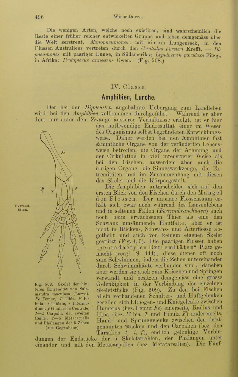 Die wenigen Arten, welche noch existiren, sind wahrscheinlich die Keste einer früher reicher entwickelten Grruppe und leben deragemäss über die Welt zerstreut. Monopneumoms, mit einem Lungensack, in den Flüssen Australiens vertreten durch den Ceratodus Forsteri Krefft. Di- ■pneumones mit paariger Lunge, in Südamerika: Lepidosirm paradoxa Fitzg., in Afrika: Protoptems anncctem Owen. (Fig. 508.) Hixtremi- täten. IV. Classe. Amphibien, Lurche. Der bei den Dipneusten angebahnte Uebergang zum Landleben wird bei den Ampjhihien vollkommen durchgeführt. Während er aber dort nur unter dem Zwange äusserer Verhältnisse erfolgt, ist er hier das nothweudige Endresultat einer im Wesen des Organismus selbst begründeten Entwicklungs- weise. Daher werden bei den Amphibien fast sämmtliche Organe von der veränderten Lebens- weise betroffen, die Organe der Athmung und der Cirkulation in viel intensiverer Weise als bei den Fischen, ausserdem aber auch die übrigen Organe, die Sinneswerkzeuge, die Ex- tremitäten und im Zusammenhang mit diesen das Skelet und die Körpergestalt. Die Amphibien unterscheiden sich auf den ersten Blick von den Fischen durch den Mangel der Flossen. Der unpaare Flossensaum er- hält sich zwar noch während des Larvenlebens und in seltenen Fällen {Perennibranchiaten) auch noch beim erwachsenen Thier als eine den Schwanz umsäumende Hautfalte, aber er ist nicht in Rücken-, Schwanz- und Afterflosse ab- getheilt und auch von keinem eigenen Skelet gestützt (Fig. 4, 5). Die paarigen Flossen haben „pentadactylen Extremitäten Platz ge- macht (vergl. S. 444); diese dienen oft noch zum Schwimmen, indem die Zehen untereinander durch Schwimmhäute verbunden sind , daneben aber werden sie auch zum Kriechen und Springen verwandt und besitzen demgemäss eine grosse Gelenkigkeit in der Verbindung der einzelneu Skeletstücke (Fig. 509). Zu den bei Fischen allein vorhandenen Schulter- und Hüftgelenken gesellen sich Ellbogen- und Kniegelenke zwischen Humerus (bez. Femuri^e) einerseits, Radius und ITlna (bez. Tibia T und Fibula F) andererseits. Hand- und Sprunggelenke zwischen den letzt- genannten Stücken und den Carpalien (bez. den Tarsalien t, i, f), endlich gelenldge Verbin- dungen der Endstücke der 5 Skeletstrahlen, der Phalangen unter einander und mit den Metacarpalien (bez. Metatarsalien). Die Fünf- Fig. 50ü. Skelet der hin- teren Extremität von Sala- mandra maculosa (Larve). Fe Femur, T Tibia, F Fi- bula, t Tibiale, i Interine- dium, /Fibulare, c Centrale, 1—5 Carpalia der zweiten Reihe , 1—5 Metacarpalia und Phalangen der 6 Zehen (aus Gegenbaur).