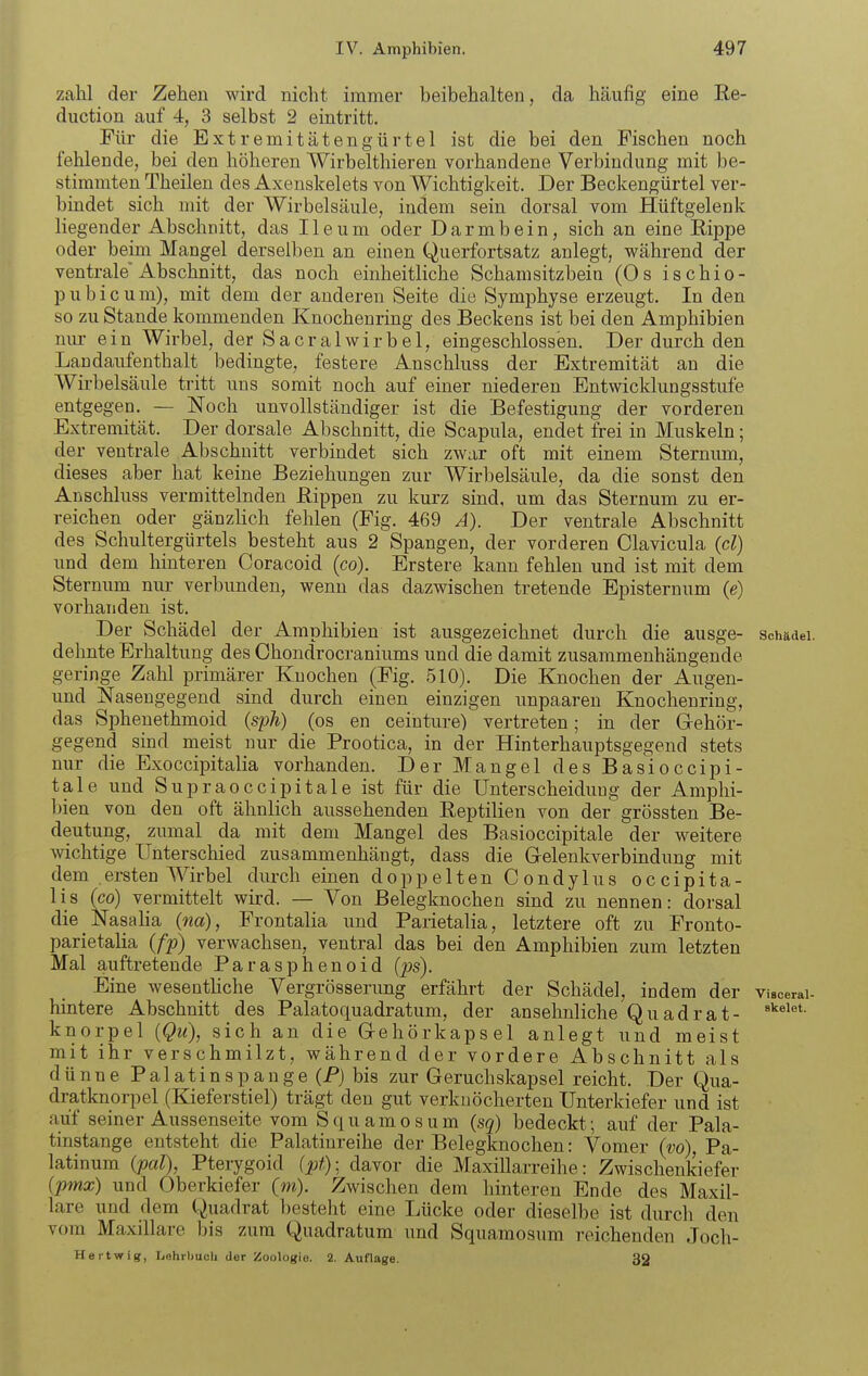 zahl der Zehen wird nicht immer beibehalten, da häufig eine E.e- duction auf 4, 3 selbst 2 eintritt. Für die Extremitätengürtel ist die bei den Fischen noch fehlende, bei den höheren Wirbelthieren vorhandene Verbindimg mit be- stimmten Theilen des Axeuskelets von Wichtigkeit. Der Beckengürtel ver- bindet sich mit der Wirbelsäule, indem sein dorsal vom Hüftgelenk liegender Abschnitt, das Ileum oder Darmbein, sich an eine Kippe oder beim Mangel derselben an einen Querfortsatz anlegt, während der ventrale'Abschnitt, das noch einheitliche Schamsitzbein (Os ischio- p u b i c u m), mit dem der anderen Seite die Symphyse erzeugt. In den so zu Stande kommenden Knochenring des Beckens ist bei den Amphibien nur ein Wirbel, der Sacralwirbel, eingeschlossen. Der durch den Landaufenthalt bedingte, festere Anschluss der Extremität an die Wirbelsäule tritt uns somit noch auf einer niederen Entwicklungsstufe entgegen. — Noch unvollständiger ist die Befestigung der vorderen Extremität. Der dorsale Abschnitt, die Scapula, endet frei in Muskeln; der ventrale Abschnitt verbindet sich zwar oft mit einem Sternum, dieses aber hat keine Beziehungen zur Wirbelsäule, da die sonst den Anschluss vermittelnden Rippen zu kurz sind, um das Sternum zu er- reichen oder gänzlich fehlen (Fig. 469 A). Der ventrale Abschnitt des Schultergürtels besteht aus 2 Spangen, der vorderen Clavicula (cl) und dem hinteren Coracoid (co). Erstere kann fehlen und ist mit dem Sternum nur verbunden, wenn das dazwischen tretende Episternum (e) vorhanden ist. Der Schädel der Amphibien ist ausgezeichnet durch die ausge- schädei. dehnte Erhaltung des Chondrocraniums und die damit zusammenhängende geringe Zahl primärer Knochen (Fig. .510). Die Knochen der Augen- und Nasengegend sind durch einen einzigen unpaaren Knochenring, das Sphenethmoid (sph) (os en ceinture) vertreten; in der Gehör- gegend sind meist nur die Prootica, in der Hinterhauptsgegend stets nur die Exoccipitalia vorhanden. Der Mangel des Basioccipi- tale und Supraoccipitale ist für die Unterscheidung der Amphi- bien von den oft ähnlich aussehenden Reptilien von der grössten Be- deutung, zumal da mit dem Mangel des Basioccipitale der weitere wichtige Unterschied zusammenhängt, dass die Gelenkverbindung mit dem ersten Wirbel durch einen doppelten Condylus occipita- lis (co) vermittelt wird. — Yon Belegknochen sind zu nennen: dorsal die NasaHa (na), Frontalia und Parietalia, letztere oft zu Fronto- parietalia (fp) verwachsen, ventral das bei den Amphibien zum letzten Mal auftretende Parasphenoid (|js). Eine wesenthche Vergrösserung erfährt der Schädel, indem der viscerai- hintere Abschnitt des Palatoquadratum, der ansehnliche Quadrat- knorpel {Qu), sich an die Gehörkapsel anlegt und meist mit ihr verschmilzt, während der vordere Abschnitt als dünne Palatinspange (P) bis zur Geruchskapsel reicht. Der Qua- dratknorpel (Kieferstiel) trägt den gut verknöcherten Unterkiefer und ist auf seiner Aussenseite vom Squamosum (sq) bedeckt; auf der Pala- tinstange entsteht die Palatinreihe der Belegknochen: Vonier (vo), Pa- latinum (paT), Pterygoid (pf); davor die Maxillarreihe: Zwischenkiefer (pmx) und Oberkiefer (m). Zwischen dem hinteren Ende des Maxil- lare und dem Quadrat besteht eine Lücke oder dieselbe ist durch den vom Maxillare bis zum Quadratum und Squamosum reichenden Joch- Hertwig, Ijehrbucli der Zoologie. 2. Auflage. 32
